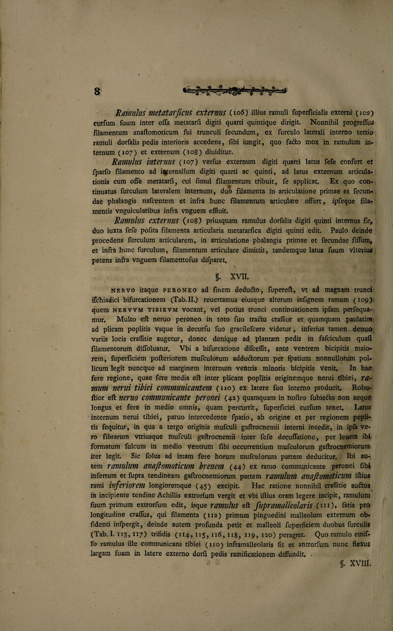 Ramulus met at affictis externas (106) illius ramuli fuperficialis externi (102) curfum fuum inter offa metatarfi digiti quarti quintique dirigit. Nonnihil progreffus filamentum anaftomoticum fui trunculi fecundum, ex furculo laterali interno tertio ramuli dorfalis pedis interioris accedens, fibi iungit, quo fa&o mox in ramulum in¬ ternum (107) et externum (108) diuiditur. Ramulus internus (107) verfus externum digiti quarti latus fefe confert et fparfo filamento ad iyeraallum digiti quarti ac quinti, ad latus externum articula¬ tionis cum offe metatarfi, cui fimul filamentum tribuit, fe applicat. Ex quo con¬ tinuatus furculum lateralem internum, duo filamenta in articulatione primae et fecun¬ dae phalangis nafcentem et infra hunc filamentum articulare offert, ipfeque fila¬ mentis vnguicularibus infra vnguem effluit. Ramulus externus (108) priusquam ramulus dorfalis digiti quinti internus fit, duo iuxta fefe polita filamenta articularia metatarfica digiti quinti edit. Paulo deinde procedens furculum articularem, in articulatione phalangis primae et fecundae fiffum, et infra hunc furculum, filamentum articulare dimittit, tandemque latus fuum vlterius petens infra vnguem filamentofus difparet» §. XVII. nervo itaque peroneo ad finem dedu&o, fupereft, vt ad magnam trunci ifchiadici bifurcationem (Tab.II.) reuertamus eiusque alterum infignem ramum (109) quem nervvm tibievm vocant, vel potius trunci continuationem ipfam perfequa- mur. Multo eft neruo peroneo in toto fuo tra&u craffior et quamquam paulatim ad plicam poplitis vsque in decurfu fuo gracilefcere videtur, inferius tamen . denuo variis locis craffitie augetur, donec denique ad plantam pedis in fafciculum quali filamentorum diffoluatur. Vbi a bifurcatione difceffit, ante Ventrem bicipitis maio¬ rem, fuperficiem polleriorem mufculorum addu&orum per Ipatium nonnullorum pol¬ licum legit nuncque ad marginem internum ventris minoris bicipitis venit. In hac fere regione, quae fere media eft inter plicam poplitis originemque nerui tibiei, r/Z- mum nerui tibiei communicantem (no) ex latere fuo interno producit. Robu- flior eft nemo communicante peronei (42) quamquam in noftro fubie&o non aeque longus et fere in medio omnis, quam percurrit, fuperficiei curfum tenet. Latus internum nerui tibiei, paruo intercedente fpatio, ab origine et per regionem popli¬ tis fequitur, in qua a tergo originis mufculi gaftrocnemii interni incedit, in ipfa ve¬ ro fibrarum vtriusque inufculi gaftrocnemii inter fefe decuffatione, per leuem ibi formatum fulcum in medio ventrum fibi occurrentium mufculorum gaftrocnemiorum iter legit. Sic folus ad imam fere horum mufculorum partem deducitur. Ibi au¬ tem ramulum anajlomoticum breuem (44) ex ramo communicante peronei libi infertum et fupra tendineam gaftrocnemiorum partem ramulum anajlomoticum iftius rami inferiorem longioremque (45) excipit. Hac ratione nonnihil craffitie au&us in incipiente tendine Achillis extrorlum vergit et vbi iftius oram legere incipit, ramulum fuum primum extrorfum edit, isque ramulllS eft fupramalleolaris (in), fatis pro longitudine craffus, qui filamenta (112) primum pinguedini malleolum externum ob- fidenti infpergit, deinde autem profunda petit et malleoli fuperficiem duobus furculis (Tab. I. 113, 117) trifidis (114,115,116,118, 119, 120) peragrat. Quo ramulo emif- fo ramulus ille communicans tibiei (110) inframalleolaris fit et antrorfum nunc flexus largam fuam in latere externo dorfi pedis ramificationem diffundit. . §. XVIII.