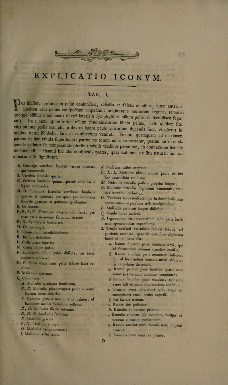 EXPLICATIO ICONVM. tab. i. es finifter, prout cura pelui coniunflus, refodis et ablatis omnibus, quae anterius liberum caui peluis conrpeftum impediunt originesque neruorum tegunt, remotis, quoque odibus innominatis dextri lateris a fymphyfibus odium pubis et facroiliaca fepa- ratis. Ita a nexu oppofitorum odium innominatorum libera peluis, laefo quidem fitu eius ratione pedis naturali, a dextro latere paulo antrorfum ducenda fuit, vt plexus in origine nerui ifchiadici fatis in confpectum veniret. Femur, quamquam ad maximam partem in hac tabula fuperfluum; parrim ne totum nimis truncaretur, partim ne in euol- uendis et inter fe comparandis pluribus tabulis taedium pareretur, in connexione fua hic relidtum eft. Hamuli hic illic confpicui, partes, quas trahunt, ex litu naturali luo re- clinatas efle fignificant. A. Cartilago vertebrae lumbali tertiae quartae, que intermedia. B. Vertebra lumbalis quarta, C. Vertebra lumbalis quinta, quaeuis cum carti* lagine intermedia. D* Foramina lateralia vertebrae lumbalis quartae et quintae, per quae par neruorum lhmbale quartum et quintum egrediuntur. E. Os facrum. F, F, F, F. Foramina interna odis facri, per quae paria neruorum facraliuin exeunt. •G, G. Symphyfis facroiliaca. H. Os coccyogis. L Ligamentum facroifehiadicum. K. Incifura ifchiadica. L. Crida iliaca fuperior. M. Crida odium pubis. N. Symphyds odium pubis difieda, cui extus pinguedo adhaeret. O. O. Spina tibiae cum parte fafeiae latae re¬ clinata. P. Malleolus externus. Calcaneum. * A. Mulculus quadratus lumborum. B 5 -S. Mufculus ploas magnus paulo a verte, brarum latere abductus. C. Mufculus gluteus maximus in pelui m, ad hamulum melius figendum, reflexus. 25, Z). Mufculus iliacus internus. E, E, E. Mufculus lartorius. F- Mufculus gracilis. G, G. Mufculus triceps. //. Mulculus vadus internus, L Mulculus redus cruris. K. Mufculus vadus externus. A*, L, L. Mufculus tibieus anticus paulo ex dtu fuo dextrorfum reclinatus. M. Mufculus extenfor pollicis proprius longus, N. Mufculus extenfor digitorum communis, vter- que nonnihil reclinatus. O. Tendines huius mufculi, qui in dorfo pedis cum aponeurotica expandone tedi confpiciuutur. P. Mufculus peroneus longus didedus. O. Tendo huius mufculi. R. Ligamentum tarfi transuerfum cum parte recli¬ nata aponeuroticae expanfionis. S. Tendo mufculi extenforis pollicis breuis, vel portionis carnofae, quae ab extenfore digitorum breui ad pollicem abit. «f. Ramus fuperior paris lumbalis tertii, qui ad formandum neruum cruralem confert fc. Ramus eiusdem paris neruorum inferior, qui ad formandum truncum nerui obturato¬ rii in peluim defeendit. y. Ramus primus paris lumbalis quarti cum ramo (os) neruum cruralem componens. <5*. Ramus fecundus paris eiusdem, qui cum ramo (/3) neruum obturatorium condituit. s. Truncus nerui obturatorii ipfe, aeque ac antecedentes rami , obiter exprefli. £. Par lacrale tertium. yj. Ramus eius poderior. B- Ramulus huius rami primus, <. Ramulus eiusdem (rj) fecundus, vtelfcpie ad neruum cutaneum poderiorem. K. Ramus anterior paris facraiis tertii in pelui manens. A. Ramulus huius rami (k) primus. »