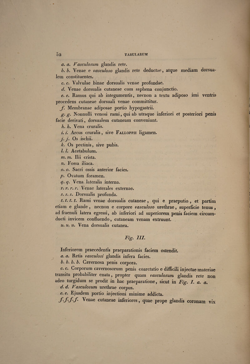 a. a. Vasculosum glandis rete. b. b. Venae e vasculoso glandis rete deductae, atque mediam dorsua¬ lem constituentes. c. c. Valvulae binae dorsualis venae profundae. d. Venae dorsualis cutaneae cum saphena conjunctio. e. c. Ramus qui ab integumentis, necnon a textu adiposo imi ventris procedens cutaneae dorsuali venae committitur. J'. Membranae adiposae portio hypogastrii. g. g. Nonnulli venosi rami, qui ab utraque inferiori et posteriori penis facie derivati, dorsualem cutaneam conveniunt. h. V Vena cruralis. i. i. Arcus cruralis, sive Falloppji ligamen. j. j. Os ischii. k. Os pectinis, sive pubis. /. /. Acetabulum. m. 171. Ilii crista. n. Fossa iliaca. o. o. Sacri ossis anterior facies. p. Ovatum foramen. q. q. Vena lateralis interna. r. r. r. r. Venae laterales externae. Dorsualis profunda. t. t.t.t. Rami venae dorsualis cutaneae, qui e praeputio, et partim etiam e glande , necnon e corpore vasculoso urethrae, superficie tenus , ad fraenuli latera egressi, ab inferiori ad superiorem peni$ faciem circum¬ ducti invicem confluendo, cutaneam venam extruunt. u. u, u. Vena dorsualis cutanea. Fig. III. Inferiorem praecedentis praeparationis faciem ostendit. a. a. Retis vasculosi glandis infera facies. b. b. b. b. Cavernosa penis corpora. c. c. Corporum cavernosorum penis coarctatio e difficili injectae materiae transitu probabiliter enata, propter quam vasculosum glandis rete non adeo turgidum se prodit in hac praeparatione, sicut in Fig. 7. a. a. d. d. Vasculosum urethrae corpus. e. e. Ejusdem portio injectioni minime addicta. Venae cutaneae inferiores, quae prope glandis coronam vix