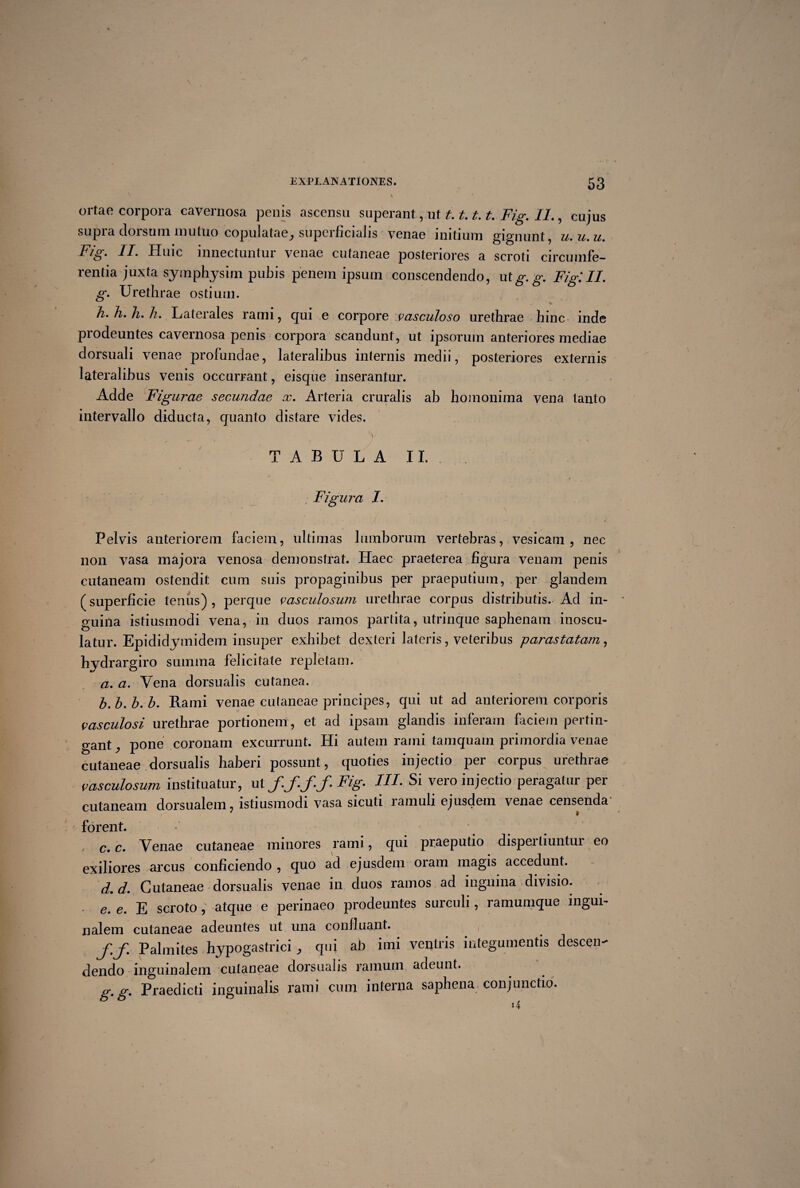 ortae corpora cavernosa penis ascensu superant, ut t.t.t. t. Fig. II., cujus supra dorsum mutuo copulatae_, superficialis venae initium gignunt, u.u.u. Fig. II. Huic innectuntur venae cutaneae posteriores a scroti circumfe¬ rentia juxta symphysim pubis penem ipsum conscendendo, utg. g. Fig. II. g. Urethrae ostium. h. h.h.h. Laterales rami, qui e corpore vasculoso urethrae hinc inde prodeuntes cavernosa penis corpora scandunt, ut ipsorum anteriores mediae dorsuali venae profundae, lateralibus internis medii, posteriores externis lateralibus venis occurrant, eisque inserantur. Adde Figurae secundae x. Arteria cruralis ab bomonima vena tanto intervallo diducta, quanto distare vides. ' _ _ y • ; • TABULA II. Pelvis anteriorem faciem , ultimas lumborum vertebras , vesicam , nec non vasa majora venosa demonstrat. Haec praeterea figura venam penis cutaneam ostendit cum suis propaginibus per praeputium, per glandem (superficie tenus) , perque vasculosum urethrae corpus distributis. Ad in¬ guina istiusmodi vena, in duos ramos partita, utrinque saphenam inoscu- latur. Epididymidem insuper exhibet dexteri lateris, veteribus p aras tatam, hydrargiro summa felicitate repletam. a. a. Vena dorsualis cutanea. b. b.b.b. Rami venae cutaneae principes, qui ut ad anteriorem corporis vasculosi urethrae portionem, et ad ipsam glandis inferam faciem pertin¬ gant , pone coronam excurrunt. Hi autem rami tamquam primordia venae cutaneae dorsualis haberi possunt, quoties injectio per corpus urethrae vasculosum instituatur, ut f.f. f.f. Fig. III. Si vero injectio peragatur per cutaneam dorsualem, istiusmodi vasa sicuti ramuli ejusdem venae censenda* forent. , e, c. Venae cutaneae minores rami, qui praeputio dispeitiuntui eo exiliores arcus conficiendo , quo ad ejusdem oram magis accedunt. d. d. Cutaneae dorsualis venae in duos ramos ad inguina divisio. * e. e. E scroto ,\atque e perinaeo prodeuntes surculi, ramumque ingui¬ nalem cutaneae adeuntes ut una confluant. -r pf.gf. Palmites hypogastrici ^ qui ab imi ventris integumentis descen-' dendo inguinalem cutaneae dorsualis ramum adeunt. g.g. Praedicti inguinalis rami cum interna saphena conjunctio.