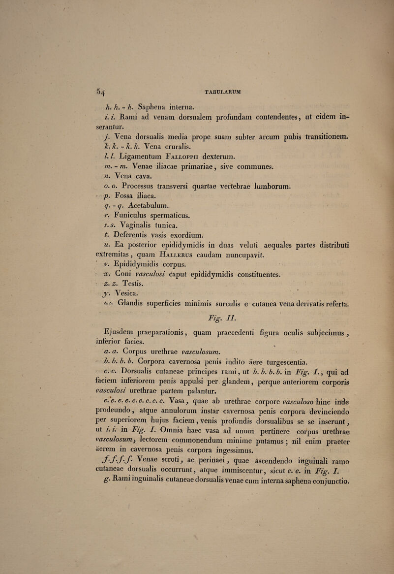 h. h. - h. Saphena interna. i. i. Kami ad venam dorsualem profundam contendentes, ut eidem in¬ serantur. j. Vena dorsualis media prope suam subter arcum pubis transitionem. k. k. - k. k. Vena cruralis. /. /. Ligamentum Falloppii dexterum. m.-m. Venae iliacae primariae, sive communes. 72. Vena cava. o. o. Processus transversi quartae vertebrae lumborum. * p. Fossa iliaca. <7. -1/. Acetabulum. r. Funiculus spermaticus. s. s. Vaginalis tunica. t. Deferentis vasis exordium. u. Ea posterior epididymidis in duas veluli aequales partes distributi extremitas , quam Hallerus caudam nuncupavit. p. Epididymidis corpus. x. Coni vasculosi caput epididymidis constituentes. ' £. z. Testis. y. Vesica. a. a. Glandis superficies minimis surculis e cutanea vena derivatis referta. Fig. II. Ejusdem praeparationis, quam praecedenti figura oculis subjecimus ^ inferior facies. a. a. Corpus urethrae vasculosum. b. b. b. b. Corpora cavernosa penis indito aere turgescentia. • c. c. Dorsualis cutaneae principes rami, ut b. b. b. b. in Fig. I., qui ad faciem inferiorem penis appulsi per glandem, perque anteriorem corporis vasculosi urethrae partem palantur. e. e. e. e. c. e. e. e. e. Vasa, quae ab urethrae corpore vasculoso hinc inde prodeundo, atque annulorum instar cavernosa penis corpora devinciendo per superiorem hujus faciem , venis profundis dorsualibus se se inserunt ut 1.1. in Fig. I. Omnia haec vasa ad unum pertinere corpus urethrae vasculosum) lectorem commonendum minime putamus \ nil enim praeter aerem in cavernosa penis corpora ingessimus. S'S'SmS' Venae scroti ^ ac perinaei, quae ascendendo inguinali ramo cutaneae dorsualis occurrunt, atque immiscentur, sicut e. e. in Fig. I. g. Rami inguinalis cutaneae dorsualis venae cum interna saphena conjunctio. 1