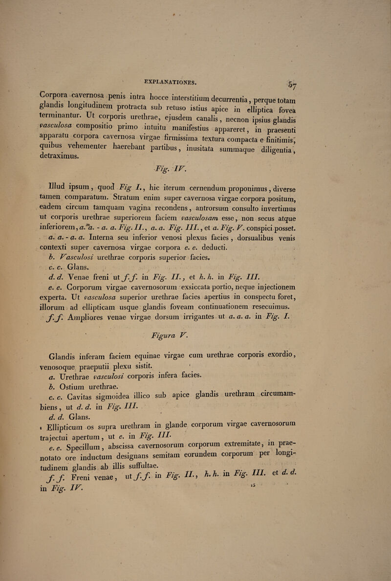 Corpora cavernosa penis intra hocce interstitium decurrentia, perque totam glandis longitudinem protracta sub retuso istius apice in elliptica fovea terminantur. Ut corporis urethrae, ejusdem canalis, necnon ipsius glandis vasculosa compositio primo intuitu manifestius appareret, in praesenti apparatu corpora cavernosa virgae firmissima textura compacta e finitimis; qui us vehementer haerebant partibus, inusitata summaque diligentia, detraximus. ■Fig. IV. Illud ipsum , quod Fig I., hic iterum cernendum proponimus, diverse tamen comparatum. Stratum enim super cavernosa virgae corpora positum, eadem circum tamquam vagina recondens, antrorsum consulto invertimus ut corporis urethrae superiorem faciem vasculosam esse, non secus atque inferiorem, af*a. - a. a. Fig. II., a. a. Fig. III., et a. Fig. V. conspici posset. a. a. - a. a. Interna seu inferior venosi plexus facies , dorsualibus venis contexti super cavernosa virgae corpora e. e. deducti. b. Fasculosi urethrae corporis superior facies, c. c. Glans. d. d. Venae freni utjf.jf. in Fig. II., et h.h. in Fig. III. e. e. Corporum virgae cavernosorum exsiccata portio, neque injectionem experta. Ut vasculosa superior urethrae facies apertius in conspectu foret, illorum ad ellipticam usque glandis foveam continuationem resecuimus. f. f. Ampliores venae virgae dorsum irrigantes ut a. a. a. in Fig. I. \ , . . * . 1 * , . a \ .* Figura V. Glandis inferam faciem equinae virgae cum urethrae corporis exoidio, venosoque praeputii plexu sistit. 1 a. Urethrae vasculosi corporis infera facies. b. Ostium urethrae. c. c. Cavitas sigmoidea illico sub apice glandis urethram circumam- biens, ut d. d. in Fig. III* d. d. Glans. . Ellipticum os supra urethram in glande corporum virgae cavernosorum trajectui apertum, ut e. in Fig. III- e. e. Specillum, abscissa cavernosorum corporum extremitate, in prae¬ notato ore inductum designans semitam eorundem corporum per longi¬ tudinem glandis ab illis suffultae. f.f. Freni venae, ut f.f- in Fig. II-, h.h. in Fig. III. et . • in Fig. IF. 15