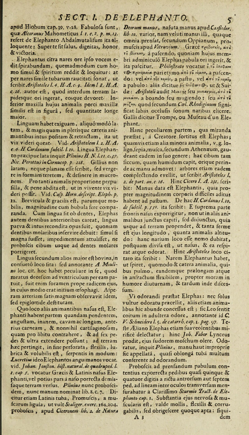 SECT. I. DE apud Hiobum cap. 39. v-i8. Fabulofa funt, quac^/for&lt;a««/Mahometicus l 1. c.2. p. m.13. refert de Elephanto Abdalmutalifum itaal- loquente: Super te fit falus, dignitas, honor &amp; vidoria. Elephantus citra nares ore ipfo vocem e- dit fpirabundam, quemadmodum cum ho¬ mo limul &amp; fpiritum reddit &amp; loquitur: at per nares fimile tubarum raucitati fonat, ut ferib\t Arijioteles l.4. H- A. c- 9. Idem l 8. H. A. c- 26. autor eft , quod interdum terram la¬ pidesque ori ingerat, eosque devoret- In¬ ferior maxilla hujus animalis porci maxillae fimilis eft in figura , fed quantitate longe major. Linguam habet exiguam, aliquo modo la¬ tam , &amp; magis quam in plerisque caeteris ani¬ mantibus intus pofitam &amp; retradam , ita ut vix videri queat- Vid- Arifiotelem l. 2. H. A. c.6- H Cardanum Jubtil Ito. Lingua Elephan¬ to praecipue lata inquit Plinius H. N. l.u.c.37- Nic. PerottusinCornucop. p. 228. Gillius non laram, neque planam eife fcribit, fed verge¬ re in formam teretem, &amp; definere in mucro¬ nem. Pro tanti animalis proportione perpu filia, &amp; pene abditaeft, ut in vivente vix vi¬ deri pcfllt. Vid.Cafp. Horn.defcript. Eleph. p. ii. Brevicula &amp; gracilis eft, parumque mo¬ bilis, magnitudine cum bubula fere compa¬ randa. Cum lingua fit ob dentes, Elephas autem dentibus anterioribus careat, lingua parva &amp;intus recondita opusfuit, quoniam dentibus molaribus infervire debuit: limul fi magna fuiffet, impedimentum attuliflet, ne probofeis cibum usque ad dentes molares porrigeret. Lingua fecundum alios major eft bovina,in conlueto loco lita: fed annotante A Mouli- no loc. cit. hoc habet peculiare in fe, quod meatus deonfum ad ventriculum peream pa¬ tuit, fuit enim foramen prope radicem ejus, in cujus medio erat initium oefophagi. Alpe- ram arteriam fatis magnam obfervavit idem, fed epiglottide deftitutam. Quo loco aliis animantibus nafus eft, Ele¬ phanti habentpartem quandam pendentem, anguftam, inanem, cavam ac longam, ante¬ rius carneam , &amp; nonnihil cartilaginofam, quam pro libitu contrahere , &amp; ad fex pe¬ des &amp; ultra extendere poffunt; ad terram haec pertingit, in fine perforata, flexilis, lu- brica &amp; volubilis eft , ferpentis in modum: Lucretius ideoElephantos anguimanos vocat, vi d.J oh an. J onfion. hi fi. natural. de quadruped. I. /. cap f. vocatur Graecis &amp; Latinis nafus Ele¬ phanti,vel potius pars a nafo porreda demis- faque terram verfus. Plinius nunc probofei- dem, nunc manum nominat lib. 8. c. 7. Di¬ citur etiam Latinis tuba, Promufcis, a mu- Icarum ligula, ut vultScaliger.exerc. 164.204. probofeis , apud Ciceronem lib. 2, de Natura ELEPHANTO. s Deorum manus, nafuta manus apudCasjtodor. lib. 10. varior, nam velutimanus illi, quaque omnia prenfat, fecundum Oppianum, pro¬ mufcis apud Vitruvium. Graece 4/j-e' rS fiio-Keiv, a pafcendo, quoniam hujus mem¬ bri adminiculo Elephas pabula ori ingerit, &amp; ita palcitur. Philofirato vocatur v *£ ngovopeuot pari etymo dno rZ a pafcen¬ do : vel dno rijff a paftu, vel t£ a pabulo: aliis dicitur p&lt;? t©-, ut &amp; Sui- dae: Arijioteli audit feu tI [xvKoletv, a boando feu mugiendo : feu dv» rS quod lecundum Ccel. Rhodiginum figni- ficat labiis occlufis fonum naribus elicere. Gallis dicitur Trompe, ou Mufeaudun Ele- phant. Hanc peculiarem partem , qua miranda pradht , a Creatore fortitus eft Elephas; quamvis etiam alia minora animalia, v. g. lo¬ ligo,lepia,mufca,fecundum Athenaeum, gau¬ deant eadem infuogenere; hac cibum tam ficcum, quam humidum capit, orique perin¬ de ac manu admovet: arbores etiam eadem compledendo evellit, ut fcribit Arijioteles /. 2. de part, an. c 16. Hinc Cicero /. A. 231. fcri¬ bit: Manus data eft Elephantis, quia pro¬ pter magnitudinem corporis difficiles aditus habent ad paftum. De hac H.Cardanus1.10. de fubtil. p.fjo. ita fcribit: E luprema parte fronris naius exporrigitur, non utinaliis ani¬ malibus jundus capiti, fed disjundus, quia usque ad terram propendet, &amp; tanta ferme eft ejus longitudo , quanta animalis altitu¬ do: hanc narium loco efie nemo dubitat, poftquam divifa eft , ut naius, &amp; ea refpi- rat atque odorat. Hinc Arijioteles loco ci¬ tato ita fcribit: Narem Elephantus habet, utfpiret, quomodo &amp; caetera animalia, qui¬ bus pulmo , eandemque praelongam atque in anfradum flexibilem , propter moram ini humore diuturnam, &amp; tardum inde difces- fum. Vi odorandi praeftat Elephas: nec folus vultur odoratu praecellit, aliis etiam anima¬ libus hic abunde conceflus eft ; ficLeofentit coitum in adultera odore, annotante id C. V. Schneidero l. 5. de catarrh. cap. i. pag. 97. Te- fte /Eliano Elephas etiam fuaveolentibus mi¬ rifice deledatur ; hinc Joh. Faber Lynceus prodit, ejus fudorem mofchum olere. Odo¬ ratur, inquit Plinius, manu haut improprie fic appellata , quali oblonga tuba multum conferente ad odorandum. Probofeis ad prenfandum pabulum con¬ tentius exporreda pedibus quafi quinque &amp; quatuor digitis a ridu antrorfum aut feptern ped. ad lineam inter oculos transverfam men- furabatur a Clariflimo Sturmio Lrali.de Ele¬ phanto cap. 1. Subftantia ejus nervofa&amp;mu- fcuiaris eft, valde mollis, flexilis &amp; corru- gabilis, fed obrigefeere quoque apta: fiqui- A 3 dem