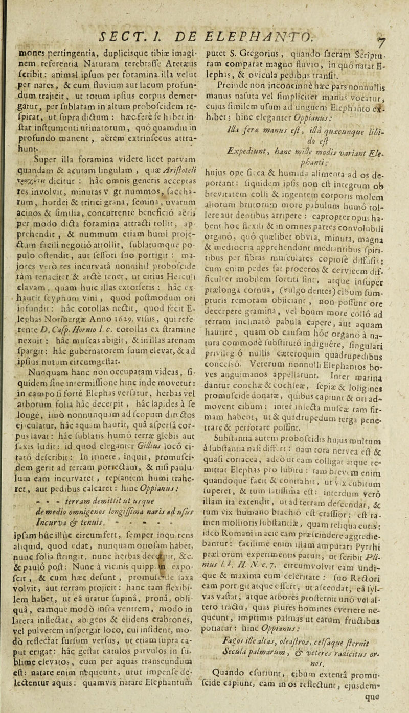 / I SECT.l. DE mones pertingentia, duplicisque tibias imagi¬ nem referentia Naturam terebrsfle Areta:us feribit: animal ipfum per foramini illa velut per nares, &amp; cum fluvium aut lacum profun¬ dum trajicit, ut totum ipfius corpus demer¬ gatur, per fublatam in altum probofeidem re- fpirat, ut fupra didum : haec-fere fe'haber in- ftar inflxumenti urinatorum, quo quamdiu in profundo manent , aerem extrinfeeus attra¬ hunt* Super illa foramina videre licet parvam quandam &amp; acutam lingulam , quas Arifloteli dicitur : hac omnis generis acceptas res involvit, minutas V gr. nummos, faccha¬ rum, hordei &amp;c tritici grana, femina, uvarum acinos &amp; fimiiia, concurrente beneficio aeri» per modo dida foramina attradi tollit, ap prehendic , &amp; nummum etiam humi proje¬ ctum facili negotio attollit, fublatumque po¬ pulo oftendit, aut fefldn fuo porrigit : ma¬ jores Veio res incurvata nonnihil probofcide tam tenaciter &amp; arde tener, ut citius Herculi clavam, quam huic illas extorferis : hac ex hiuric fcyphum vini , quod poftmodum ori infundit: hac corollas nedit, quod fecit E- lcphas Norfberga? Anno 1629. vifus, qui refe¬ rente D. Cafp- Hormo l c. corollas cx ftramine nexuit : hac mulcas abigit, &amp; in illas arenam fpargit: hac gubernatorem fuum elevat, &amp; ad ipfius nutum circumgeflat* Nunquam hanc non occupatam videas, fi- quidem fine infermiflione hine inde movetur: in campo fi forte Elephas vetiatur, herbas vel arborum folia hac decerpit , hac lapides k fe longe, imo nonnunquam ad fcopum dindos ejaculatur, hac aquam haurit, qua afperla cor¬ pus lavat: hac fublatis humo terrae glebis aut f*xi$ ludit: id quod eleganter Gilhus loco ci¬ tato deferibie: in itinere, inquit, promufei- dem gerit ad terram porredam, &amp; mfi paulu¬ lum eam incurvaret , reptantem humi trahe¬ ret, aut pedibus calcaret: hinc Oppianust * • • terram demittit ut usque de medio omnigenos longiJJima naris ad ufits Incurva &amp; tenuis. ----- ipfam huc illuc circumfert, femper inquirens aliquid, quod edat, nunquamotiofam habet, 'nunc folia ftringit, nunc herbas decqipir, &amp;c. &amp; paulo poft: Nunc a vicinis quipp m expo- fcit , &amp; cum hxc defunt , promulenie laxa volvit, aut terram projicit: hanc tam flexibi¬ lem habet, ut ea utatur lupina, prona, obli¬ qua , eamque modo infra ventrem, modo in latera infledar, ab gens &amp; elidens crabrones, vel pulverem infpergat loco, cui lnlident, mo¬ do refledae furlum verfus, ut etiam fupra ca¬ put erigat: hac geftat catulos parvulos in fu- blime elevatos, cum per aquas transeundum efl; natare enim nbqueunt, utut impenlede* Udentur aquis; quamvis natare Eleptiantum ELEPHANTO; j putet S. Grcgorius, quando facram Scriptu- ram comparat magno fluvio, in quonarat H- lephis, &amp; ovicula pedibus tranfir. Proinde non inconcinne haec pars nonnullis manus nafuta vel fimpliciter manus vocatur» cujus fimilcm ufum ad unguem Elephinto ex¬ ii.bet 5 hinc eleganter Oppianus: Illa fer&lt;&amp; manus ejl, tlla quacunque libi¬ do efl Expediunt, hanc mille modis Variant Ele¬ phanti hujus ope fi:ca &amp; huinida alimenta ad os de¬ portant: liqui dem ipfis non efl integrum ob brevitatem colit &amp; ingentem corporis molem aliorum brutorum more pabulum humo tol- lereaur dentibus arripere : eaproprer opus ha¬ bent hoc flexili &amp; in omnes patres convolubiii organo, quo quaelibet obvia, minuta, magna &amp; mediocria apprehendunt mediantibus fpiri- tibus per fibras mufcularcs copiole diffufis: Cum emm pedes far proceros &amp; cervicem dif¬ ficulter mobilem fortiti fint, atque infuper praelonga cornua, (vulgo dentes) cibum fum- pturis remoram objiciant , non polTunr ore decerpere gramina, vel boum more collo ad terram inclinato pabula capere, aut aquam haurire , quam ob eaufam hoc organo d na¬ tura commode fubftituto indiguere, fingulari privilegio nullis creteroquin quadrupedibus concdso. Veterum nonnulli Elephantos bo¬ ves anguimanos appellarunt» Inter marina dantur concha: &amp; cochlea:, fepia: &amp; loligines promufcidedonata:, quibus capiunt &amp; ori ad¬ movent cibum : inter mlcda mulca: tam fir¬ mam habent, ut &amp; quadrupedum terga pene¬ trare &amp; perforare poflinr. Subftantia autem probofeidis hujus multum dfubflamia nafi diffu rr: nam rora nervea efl &amp; quali coriacea , adeo ut cam colligat atque re¬ mittat Elephas pro lubitu : tam brevt m enim quandoque facit &amp; contrahit, ut Vix cubitum fuperet, &amp; tum lanllima eft: interdum vero illam ita extendit, ut ad terram defeendar, &amp; tum vix humano brachio efl crallior: cft ta¬ men mollioris fu bitant iae, quam reliqua cutis: ideo Romani in acie caro prarieindere aggredie¬ bantur : faulune emm diam amputari Pyrrhi prariorum experimentis patuit, ut feribit Pii- mus M. H. N. c.7. circumvolvit eam Undi¬ que &amp; maxima cum celeritate ; fuo Redori eam porrigit atque oflfcrt, utafcendat, eafyl- vas Vaftar, atque arbores profternir un6 vel al¬ tero tradu, quas piures homines evertere ne¬ queunt, imprimis palmas ut earum frudibus potiatur: hinc Opptknus: Fagos ille altas, oleaflros, celfaque flernit Secula palmarum, &amp; veteres radicitus or¬ nos. Quando efuriunt, cibum extenta promu- fcide capiunt, eam inos refledunt, ejusdem* que