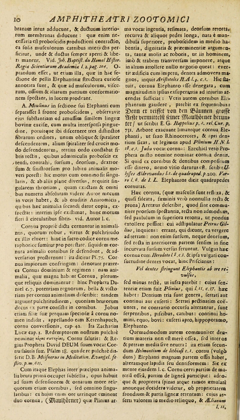 branam intus adducunt, &amp; duduum interio¬ rum membranas diducunt : qua: enim ne- ceflaria eftprobofeidis produdioni contradio, ea folis mufculorum carnibus interjedis per¬ ficitur, unde &amp; dudus femper aperti &amp; libe¬ ri manent. Vid. ^oh.Baptifl.du Hamel Hiflor. Regia Scientiarum Academia /. z. pag. 204. O- ptandum cfTet, ut etiam illa, qua? in hac Te¬ ctione de pellis Elephantinae ftrudura curiofe annotata funt, &amp; qua? ad mufculorum, vifce- rum, offium &amp; aliarum partium conformatio¬ nem fpedant, in lucem prodeant. A. Moulinus in fedione fui Elephanti cum feparafifet a fronte probofeidem , obfervavit ejus fubftantiam ad amuffim fimilem lingua bovina? excifae, cum multa interfperfa pingue¬ dine, poruitque ibi difeernere tres diftindos fibrarum ordines, unum oblique &amp; fpiraliter defeendentem, alium fpiraliter fed crucis mo¬ do defeendentem, tertius ordo conflabat fi¬ bris redis, quibus adminiculis probofeis ex /tendi, contrahi, furfum, deorfum, dextror fum &amp; finiftrorfum pro labitu animalis mo¬ veri poreft: hic motus cum omninolit Angu¬ laris, &amp; ab aliis plane diverfus, requirit An¬ gularem theoriam , quam exsdam &amp; omni bus numeris abfolutam videre Auror mecum in votis habet, &amp; ab eruditis Anatomicis, quibus haec animalia fecandi datur copia, ex- fpedat: interim ipfe eXiftimat, hunc motum fieri a circularibus fibris, vid. Autor 1. c. Cornua proprie dida cernuntur in animali- nus, quorum robur , virtus &amp; pulchritudo ex illis elucet: hinc in facro codice cornu me¬ taphorice fumitur pro poteftate, llquidem cor¬ nuta animalia cornibus fe defendunt, &amp;ad- verfarios profternunt: ita dicitur Pf. 75. Cor cua impiorum confringam: denotant praeter¬ ea Cornua dominium &amp; regimen : nam ani¬ malia, qua? magna habent Cornua, plerum¬ que reliquis dominantur : hinc Propheta Da- niel c.7. potentiam regnorum, bella &amp; vido- riam per cornua animalium deferibit: tandem arguunt pulchritudinem , quoniam brutorum decus ex parte confiftit in cornibus. Jobus etiam fi i ia? fua? perquam fpeciofie a cornu no¬ men indidit, appellando eam Kerenhapuch, cornu converfionis, cap-41. Ita Zaeharias Luca: cap. 1. Redemptorem noftrum pulchre nominat &lt;rur*i^latg3 Cornu falutis: &amp; Re¬ gius Propheta David DEUM fuum vocat Cor¬ nu falutis fuae, Pfalm 18. qua de re pulchre dis- fcrit D. B- Meifnerus in Meditation. Evangel. fe fiiv. p. m. 62S, Cum itaque Elephas inter praecipua anima¬ lia bruta prima occupet fubfellia , opus habuit ad fuam defenfionena &amp; ornatum more reli¬ quorum etiam cornibus, fed omnino lingu¬ laribus: ex hujus enim ore utrinque eminent duo cornua, (SDlflUl^OVIUt) quae Plinius ar¬ ma vocat ingentia, refimata, deorfum retortas recurva &amp; aliquot pedes longa, nata e man¬ dibula fuperiore, probofeidem in medio ha¬ bentia, dignitatis &amp; praeeminentia argumen¬ ta, tanta? molis ac roboris, ut iis hominem, imo &amp; trabem transverfam imponere, atque in altum attollere nullo negotio queat: ever¬ tit aedificia cum impetu, dentes admovens ma¬ gnos, mc\xx\xAriftotelesH.Al.f}.c.i. Hiefta- tuit, cornua Elephanto dfe denegata, cum magnitudinis ipfiusexfuperajitia ad injurias ar¬ cendas fufliciat : Veris autem cornibus Ele¬ phantum gaudere , patebit ex fequentibus: £)enn cr rctffct ton t&gt;en 93durncn groffe 2(effe wrmtttclft fetner 9ftaulf)6i«er bcrun* tCC / Ut feribit E. G. Jiappeliusp. 2, rei. Cur. p. 751. Arbore exacuant limamque cornua Ele¬ phanti, ut faxo Rhinocerotes, &amp; apri den¬ tium Ikas, ut legimus apud Plinium HN /« A. c.i. Juha vocat cornua: Ezechiel vero Pro¬ pheta tnifto nomine nominat cornua dentis. Si quid ex cornibus &amp; dentibus compofirum dfe dixero, nemo vitio daturuseft, fcrib tiA lyfjes dldrovandus l-i.de cjuadruped.p.zoo. Par¬ vo l. 6. de 1. L. Elephantos dicit quadrupedes cornutas. Haec cornua, (qua; mafculis funt reflexa, &amp; quafi falcata, fa?minis vero nonnullis refla Sc prona) Aretarus deferibit, quod fint commu¬ niter prorfum fpedantia, reda non admodum, fed paululum in fuperiora retorta, ut pondus extollere poflint: cui adftipulatur Petrus Gil- lius y inquiens: errant, qui dicunt, ea vergere ad terram: non enim furfum, neque deorfum, fed reda in anteriorem partem fenfim in fine incurvata furfum verfus feruntur. Vulgus ha?c cornua cum Herodoto l.^ .c.i. &amp; ipfa vulgari eon- fuctudine dentes vocat, hinc Prifcianus: Vel dentes flringunt Elephantis ah ore re- VulfoSy fed minus rede, ut infra patebit : cujus fen- tentia? etiam fuit Plinius, qui l.u. c.37. ha?c habet: Dentium tria funt genera, ferrati aut continui aut exferti: Serrati pedinatim coe¬ untes, ne contrario occurfu atterantur, funt ferpentibus, pifcibus, canibus: continui ho¬ mini, equo, bovi: exferti apro, hippopotamo. Elephanto- Quemadmodum autem communiter dea- tium materia non eft mere oflea, fed inter 0$ &amp; petram media five neutra ; ita etiam fecun¬ dum Helmontium de lithiafi c.i. cornu (vulgo dens) Elephanti magnam partem offis habet, altcramque lapidis feu dentiformem: Sic ex mente ejusdem I. c. Cornu cervi partim de ma¬ teria oflea, partim de lignea participat: adeo- que &amp; propterea fpinas atque ramos aemulari annueque decidera videtur, ob proprietatem frondium &amp; partis ligneae retentam: cujus as* ferti valorem io medio relinquo, &amp; ALlianum L it.