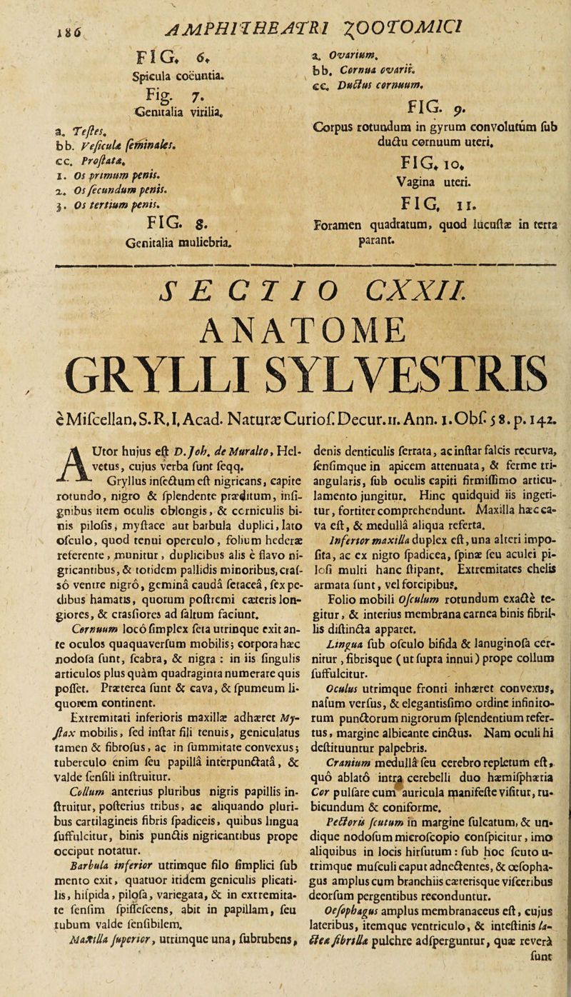 FIG. 6, Spicula coeuntia. Fig. 7. Genualia virilia* a» Ovarium, bb. Cornua ovarii. ce* Duttus cornuum. FIG. a. Te fles. bb. F e ficula (eminaks. cc. Proflata, i. Os primum penis, x. Os fecundum penis. i. tertium penis. FIG. s. Genitalia muliebria* Corpus rotundum in gyrum convolutum (ub du&amp;u cornuum uteri. FIG* io* Vagina uteri. FIG. ii. Foramen quadratum, quod luculis in terra parant. SE C I I O CXXIl ANATOME GRYLLI SYL VESTRIS c Mifcellan.S. R, I, Acad. Natura CurioF Decur.n. Ann. i. ObF 5 8. p. 142. Utor hujus eft D.Job. deMuralto, Hel- vetus, cujus verba funt feqq. Gryllus infcftumeft nigricans, capite rotundo, nigro &amp; fplendente praeditum, infi- gnibus item oculis oblongis, &amp; corniculis bi¬ nis pilofis, myftace aut barbula duplici, lato ofculo, quod tenui operculo, folium hederae referente, munitur, duplicibus alis e flavo ni* gricantibus,&amp; totidem pallidis minoribus,craf- so ventre nigro, gemina cauda fetaeea, fex pe¬ dibus hamatis, quorum poftremi caeteris lon¬ giores, &amp; crasfiores ad faltum faciunt. Cernuum locofimplex fetautrinque exit an¬ te oculos quaquaverfum mobilis; corpora haec nodofa funt, fcabra, &amp; nigra : in iis lingulis articulos plus quam quadraginta numerare quis polfet. Praeterea funt &amp; cava, &amp; fpumeum li¬ quorem continent. Extremitati inferioris maxillae adhaeret My- Jlax mobilis, fed inftar fili tenuis, geniculatus tamen &amp; fibrofus, ae in fummitate convexus; tuberculo enim feu papilla interpun&amp;ata, &amp; valde fenlili inftruitur. Collum anterius pluribus nigris papillis in¬ ftruitur, pofterius tribus, ac aliquando pluri¬ bus cartilagineis fibris fpadiceis, quibus lingua fuffulcitur, binis pundis nigricantibus prope occiput notatur. Barbula inferior utrimque filo fimplici fub mento exit, quatuor itidem geniculis plicati¬ lis, hilpida, pilofa, variegata, &amp; in extremita¬ te fenfim fpiffefcens, abit in papillam, feu tubum valde fenfibilem. MaAtUa fupencr, utrimque una, fubrubens, denis denticulis ferrata, ac inftar falcis recurva, fenfimque in apicem attenuata, &amp; ferme tri¬ angularis, fub oculis capiti firmiflimo articu- lamento jungitur. Hinc quidquid iis ingeri¬ tur , fortiter comprehendunt. JMaxilla haec ca¬ va eft, &amp; medulla aliqua referta. Inferior maxilla duplex eft, una alteri impo- fita, ac ex nigro fpadicea, fpinae feu aculei pi- lofi multi hanc ftipant. Extremitates chelis armata funt, vel forcipibus. Folio mobili ojculum rotundum exa£te te¬ gitur , &amp; interius membrana carnea binis fibril¬ lis diftin&amp;a apparer. Lingua fub ofculo bifida &amp; lanuginofii cer¬ nitur ,fibrisque (utfupra innui) prope collum fuffulcitur. Oculus utrimque fronti inhaeret convexus, nafum verfus, &amp; elegantisfimo ordine infinito¬ rum pun&amp;orum nigrorum fplendentium refer¬ tus , margine albicante ein&amp;us. Nam oculi hi deftituuntur palpebris. Cranium medulla feu cerebro repletum eft, quo ablato intra cerebelli duo haemifphaeria Cor pulfare cum auricula qianifeftevifitur, ru¬ bicundum &amp; coniforme. Pettoris fcutum in margine fulcatum, &amp; un¬ dique nodofummierofeopio confpicitur, imo aliquibus in locis hirfutum: fub hoc fcuto u- trimque mufeuli caput adne&amp;entes, &amp; oefopha- gus amplus cum branchiis caeterisque vifccnbus deorfum pergentibus reconduntur. Oefopbagus amplus membranaceus eft, cujus lateribus, itemque ventriculo, &amp; inteftinis/*- tte&amp;fibrtlLa pulchre adfperguntur, quas revergi funt l