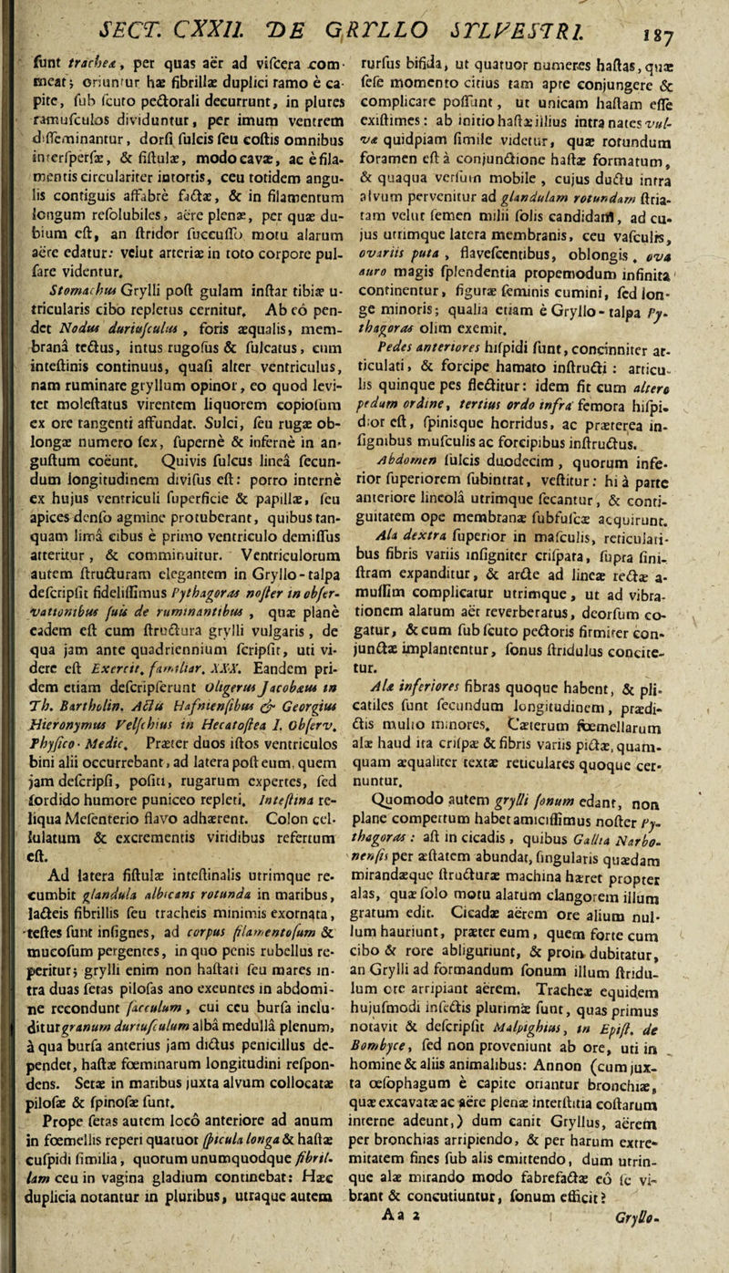 SECT. CXXI1. T&gt;E GRTLLO STLFES7RI. funt trachea, per quas aer ad vifcera rom- meat; oriunfur ha: fibrillae duplici ramo e ca¬ pite, fub Icuto pedorali decurrunt, in plures ramufculos dividuntur, per imum ventrem difleminantur, dorfi fulcis feu coftis omnibus inrerfperfx, &amp; fiftula, modo cavae, ac e fila¬ mentis circulariter intortis, ceu totidem angu¬ lis contiguis affabre fida, &amp; in filamentum longum refolubiles, aere plens, per quae du¬ bium eft, an ftridor fuceuffo motu alarum aere edatur; vclut arteriae in toto corpore pul- fare videntur. Stomachus Grylli poft gulam inftar tibiae u- tricularis cibo repletus cernitur. Ab eo pen¬ det Nodus duritifculus , foris aequalis, mem¬ brana tedus, intus rugofus &amp; fulcatus, eum inteftinis continuus, quali alter ventriculus, nam ruminare gryllum opinor, eo quod levi¬ ter moleftatus virentem liquorem copiofum ex ore tangenti affundat. Sulci, feu rugae ob¬ longae numero lex, fuperne &amp; inferne in an* guftum coeunt. Quivis fulcus linea fecun¬ dum longitudinem divifus eft: porro interne ex hujus ventriculi fuperficie &amp; papillae, feu apices dcnfo agmine protuberant, quibus tan- quam lima cibus e primo ventriculo demiflus atteritur, &amp; comminuitur. Ventriculorum autem ftruduram elegantem in Gryllo-talpa defcripfit fideliflimus Pythagora* nojler in ohfer- vattombus fuis de ruminantibus , quae plane eadem eft cum ftrudura grylli vulgaris, de qua jam ante quadriennium fcripfir, uti vi¬ dere eft Excrcit. famtltar. XXX. Eandem pri¬ dem etiam defcripferunt oltgerus Jacobaus m Th. Bartholin. Atlu Hafmenftbua &amp; Georgiu* Hieronymus Velfchius in Hecatoftea 1. obferv. Thyjico ■ Medie. Praeter duos iftos ventriculos bini alii occurrebant, ad latera poft eum, quem jam defcripli, pofiti, rugarum expertes, fed fordido humore puniceo repleti. Intefltna re¬ liqua Melenterio flavo adhaerent. Colon ce!- lulatum &amp; excrementis viridibus refertum eft. Ad latera fiftulae inteftinalis utrimque re- cumbit glandula albicans rotunda in maribus, ladeis fibrillis feu tracheis minimis exornata, •teftes funt infignes, ad corpus flamento fum &amp; mueofum pergentes, in quo penis rubellus re- peritur} grylli enim non haftati feu mares in¬ tra duas fetas pilofas ano exeuntes in abdomi¬ ne recondunt (acculum , cui ceu burfa inclu¬ ditur granum durtufculum alba medulla plenum, a qua burfa anterius jam didus pemcillus de¬ pendet, haftae foeminarum longitudini refpon- dens. Seta in maribus iuxta alvum collocatae pilofae &amp; fpinofae funt. Prope fetas autem loco anteriore ad anum in foemellis reperi quatuor (picula longa &amp; hafta cufpidi fimilia, quorum unumquodque fibril. lam ceu in vagina gladium continebat; Hac duplicia notantur in pluribus, utraque autem rurfus bifida, ut quatuor numeres haftas,qua lefe momento citius tam apte conjungere Sc complicare polfunt, ut unicam haftam elfe exiftimes: ab initio hafta illius intra nates vul¬ va quidpiam fimile videtur, qua: rotundum foramen eft a conjundione haftae formatum, &amp; quaqua verlum mobile , cujus dudu intra alvum pervenitur ad glandulam rotundam ftria- tam velur femen milii folis candidari!, ad cu- jus utrimque latera membranis, ceu vafculis, ovariis puta , flavefccntibus, oblongis, ova auro magis fplendentia propemodum infinita continentur, figurae feminis cumini, fed lon¬ ge minoris; qualia etiam e Gryllo-talpa Py- thagoras olim exemir. Pedes anteriores hifpidi funt, concinniter ar¬ ticulati , &amp; forcipe hamato inftrudj; articu¬ lis quinque pes fleditur: idem fit cum altero pedum ordine, tertius ordo tnfrafemora hifpi. dror eft, fpinisque horridus, ac praeterea in- ligmbus mufculis ac forcipibus inftrudus. Abdomen fulcis duodecim, quorum infe¬ rior fuperiorem fubintrat, veftitur: hia parte anteriore lineola utrimque fecantur, &amp; conri- guitatem ope membrana fubfulcae acquirunt. Ala dextra fuperior in mafculis, reticulari¬ bus fibris variis mligniter crifpara, fupra fini- ftram expanditur, &amp; arde ad linea reda a- mulfim complicatur utrimque, ut ad vibra¬ tionem alarum aer reverberatus, deorfum co¬ gatur, &amp; cum fub Icuto pedoris firmiter con- junda implantentur, fonus ftndulus concite¬ tur. Ala inferiores fibras quoque habent, &amp; pli¬ catiles funt fecundum longitudinem, pradi- dis mulio minores, Caterum foemellarum ala haud ira crilpa &amp; fibris variis pida.quam- quam aqualiter texta reticulares quoque cer¬ nuntur. Quomodo autem grylli fenum edant, non plane compertum habet amiciflimus nofter Py¬ thagora* : aft in cicadis , quibus Gallia Narbo- nenfis per aftatem abundat, fmgularis quadam mirandaque ftrudura machina haret propter alas, qua folo motu alarum clangorem illum gratum edit. Cicada aerem ore alium nul¬ lum hauriunt, pratereum, quem forte cum cibo &amp; rore abliguriunt, &amp; proin dubitatur, an Grylli ad formandum fonum illum ftridu- lum ore arripiant aerem. Trachea equidem hujufmodi infedis plurima funt, quas primus notavit &amp; defcripfit Malptghius, m Epifl. de Bombyce, fed non proveniunt ab ore, uti in homine &amp; aliis animalibus; Annon (cum jux¬ ta oefophagum e capite oriantur bronchia, qua excavata ac flere plena interftitia eoftarum interne adeunt,) dum canit Gryllus, aerem per bronchias arripiendo, &amp; per harum extre* mitatem fines fub alis emittendo, dum utrin- que ala mirando modo fabrefada eo le vi¬ brant &amp; concutiuntur, fonum efficit?