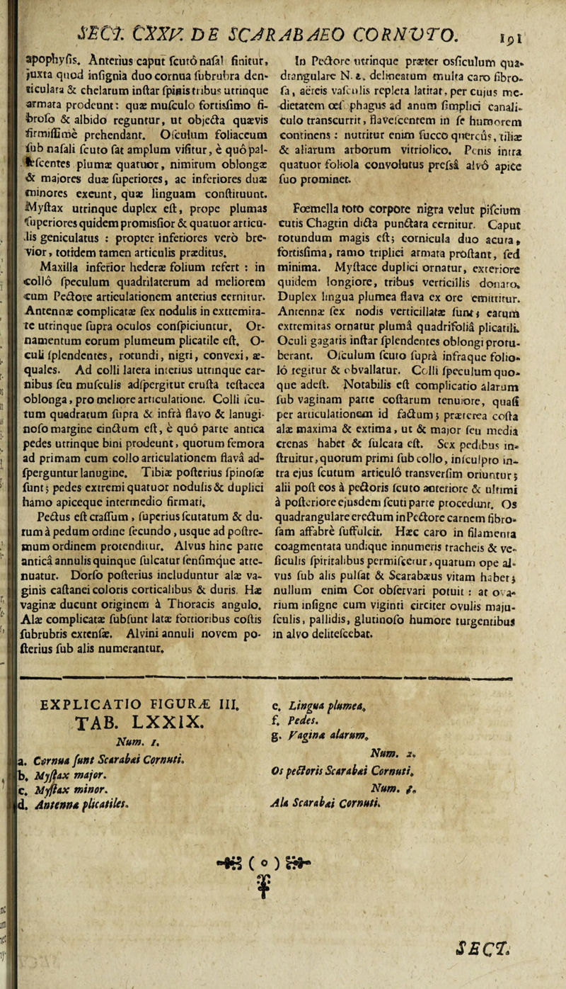 ticulara &amp; chelarum inftar fpinis tribus utnnque fa, aereis valculis repleta latitat, per cujus me. armata prodeunt: quae mufculo fortisfimo fi- dietatem oefi phagus ad anum fimplid canali* brofo &amp; albido reguntur, ut objeda quaevis culo transcurrit, fla Ve Icentem in fe humorem firmiffime prehendant. Ofculum foliaceum continens; nutritur enim fuccoquercus,tiliae lub nafali fcuto fat amplum vifitur, e quo pal- &amp; aliarum arborum vi trio 1 ico. Penis intra «fcentes plumae quatuor, nimirum oblongx quatuor foliola convolutus prefsi alvo apice &amp; majores duae fuperiores, ac inferiores duae fuo prominet, minores exeunt, quae linguam conftiruunt. Ivlyftax utrinque duplex eft, prope plumas Foemella toto corpore nigra velut pifeium *fuperiores quidem promisfior&amp; quatuor articu- cutis Chagtin dida pundara cernitur. Capuc .lis geniculatus : propter inferiores vero bre- rotundum magis eft; cornicula duo acura*, vior, totidem tamen articulis praeditus. fortisfima, ramo triplici armata proflant, fed Maxilla inferior hederae folium refert : in minima. Myftace duplici ornatur, exteriore collo fpeculum quadriiaterum ad meliorem quidem longiore, tribus verticillis donaro* cum Pedore articulationem anterius cernitur. Duplex lingua plumea flava ex ore emittitur. Antennae complicatae fex nodulis in extremira- Antenna: fex nodis verticillatae fiint* earum te utrinque fupra oculos eonfpiciuncur, Or- extremitas ornatur plumd quadrifoM plicatili* namentum eorum plumeum plicatile eft. O Oculi gagatis inftar fplendentes oblongi protu- culi fplendentes, rotundi, nigri, convexi, ae- berant. Ofculum fcuto fupra infraque folio- quales. Ad colli latera interius utrinque car- 16 tegitur &amp; obvallatur. Colli fpeculumquo- nibus feu mufculis adfpergitur erufta teftacea que adeft. Notabilis eft complicatio alarum oblonga, pro meliore articulatione. Colli fcu- fub vaginam parte coftarum tenuiore, quafi tum quadratum fupra &amp; infra flavo &amp; lanugi- per articulationem id fadum; praeterea cofta nofomargine eindum eft, 6 quo parte antica alae maxima &amp; extima, ut &amp; major feu media pedes utrinque bini prodeunt, quorum femora crenas habet &amp; fulcara eft. Sex pedtbus in* ad primam cum collo articulationem flava ad- ftruitur,quorum primi fub collo, infculpro in- fpergunturlanugine. Tibiae pofterius fpinofae tra ejus fcutum articulo transverfim oriuntur? funt? pedes extremi quatuor nodulis &amp; duplici alii poft eos k pedoris fcuto anteriore &amp; ultimi hamo apiceque intermedio firmati, a pofteriore ejusdem fcuti parte procedunt. Os Pedus eft craffum, fuperius fcutatum &amp; du* quadrangulare eredum in Pedore carnem fibro¬ rum &amp; pedum ordine fecundo, usque ad poftre- fam affabre fuffulcir. Haec caro in filamenta mum ordinem protenditur. Alvus hinc parte coagmentata undique innumeris tracheis &amp; ve- antica annulis quinque fulcatur fenfimque atte- ficulis fpiritalibus permifcerur, quarum ope ai* nuatur. Dorfo pofterius includuntur alas va- vus fub alis pulfat &amp; Scarabaeus vitam habet j ginis caftanei coloris corticalibus &amp; duris. Hae nullum enim Cor obfervari potuit : at ova- vaginae ducunt originem k Thoracis angulo, rium infigne cum viginti circiter ovulis maju- Alae complicatae fubfunt latae fortioribus coftis fculis, pallidis, glutinofo humore turgentibui fubrubris extenfae. Alvini annuli novem po* in alvo delitefcebat. fterius fub alis numerantur. Num. a. Os peftoris Scarabat Cornuti, Num. Ala Scarabxi Cornuti, e. Lingua plumea. f. Pedes. g. Fagina alarum. b, Myflax major. c, Myflax minor. d, Antenna plicatiles. SEC?*