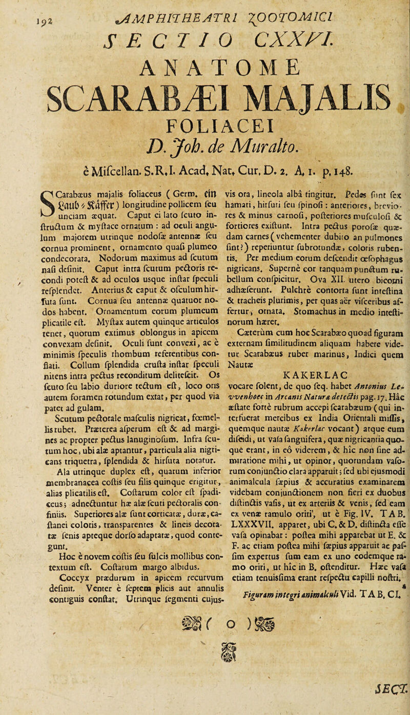 s SECTIO CXXfcL ANATOME SCARABAEI MAJALIS FOLIACEI D. Joh. de Muralto. '• * SCarabasus majalis foliaceus ( Gerro* Cltl ^rttlb * StftffCF) longitudine pollicem feu unciam aequat. Caput ei lato Icuto in- ftrudum &amp; royftace ornatum : ad oculi angu¬ lum majorem utrinque nodofa1 antennae feu cornua prominent, ornamento quali plumeo condecorata. Nodorum maximus ad fcutum nafi definit. Caput intra fcutum pedoris re¬ condi poteft &amp; ad oculos usque inftar fpeculi refplendet. Anterius &amp; caput &amp; ofculumhir- futa funt. Cornua feu antennae quatuor no¬ dos habent. Ornamentum eorum plumeum plicatile eft. Myftax autem quinque articulos tenet, quorum extimus oblongus in apicem convexam definit* Oculi funt convexi, ac e minimis fpeculis rhombum referentibus con¬ flati. Collum fplendida crufta inftar fpeculi nitens intra pedus reconditum delitefeit. Os fcuto feu labio duriore tedum eft, loco oris autem foramen rotundum extat, per quod via patet ad gulam. Scutum pedorale mafculis nigricat, foemel- lis rubet. Praeterea afperum eft &amp; ad margi¬ nes ac propter pedus lanuginofum. Infra fcu¬ tum hoc, ubi alae aptantur, particula alia nigri¬ cans triquetra, fplendida &amp; hirfuta notatur. Ala utrinque duplex eft, quarum inferior membranacea coftis feu filis quinque erigitur, alias plicatilis eft. Coftarum color eft fpadi- ceus j adneduntur hae alae fcuti pedoralis con¬ finiis. Superiores alse funt corticatae, durae, ea- ftanei eoioris, transparentes &amp; lineis decora¬ tae fenis apteque dorfo adaptatae, quod conte¬ gunt. Hoc e novem coftis leu fulcis mollibus con¬ textum eft. Coftarum margo albidus. Coccyx praedurum in apicem recurvum definit. Venter e feptem plicis aut annulis contiguis conflat. Utrinque legmenti cujus- vis ora, lineola alba tingitur. Pedes funt fex hamati, hirfuti feu fpinofi : anteriores, brevio¬ res &amp; minus carnofi, pofteriores mufculofi &amp; fortiores exiftunt. Intra pedus porofae quae¬ dam carnes (vehementer dubito an pulmones fint?) reperiuntur fubrotundae, coloris ruben¬ tis, Per medium eorum defeendit oefophagus nigricans. Superne cor tanquam pundum ru¬ bellum confpicitur. Ova XII. utero bicorni adhaeferunt, Pulchre contorta funt imeftina &amp; tracheis plurimis, per quas ad vifceribus af¬ fer tur, ornata. Stomachus in medio intefti- norum haeret. Caeterum cum hoc Scarabaeo quoad figuram externam fimilitudinem aliquam habere vide¬ tur Scarabaeus ruber marinus, Indici quem Nautae KAKERLAC vocare folent, de quo feq. habet Antonius Le± vvenhoee in Arcanis Natur a detetfis pag. 17. Hac aeftate forte rubrum accepi fcarabaeum (qui in¬ terfuerat mercibus ex India Orientali miffis, quemque nautae Kakerlac vocant) atque eum diftndi, ut vala fanguifera, quae nigricantia quo¬ que erant, in eo viderem, &amp; hic non fine ad¬ miratione mihi, ut opinor, quorundam vafo- rum conjundio clara apparuit; fcd ubi ejusmodi animalcula faepius &amp; accuratius examinarem videbam conjundionem non fieri ex duobus diftindis vafis, ut ex arteriis &amp; venis, fed eam ex venae ramulo oriri’, ut e Fig. IV. TAB. LXXXVII. apparet, ubi C.&amp;D, diftinda effe vafa opinabar: poftea mihi apparebat ut E. &amp; F. ac etiam poftea mihi faepius apparuit ac pafi fim expertus fum eam ex uno eodemque ra¬ mo oriri, ut hic in B. oftenditur. Haec vafa etiam tenuisfima erant refpedu capilli noftri. Figuram integri animalculi Vid. T A B, CI, iECI-