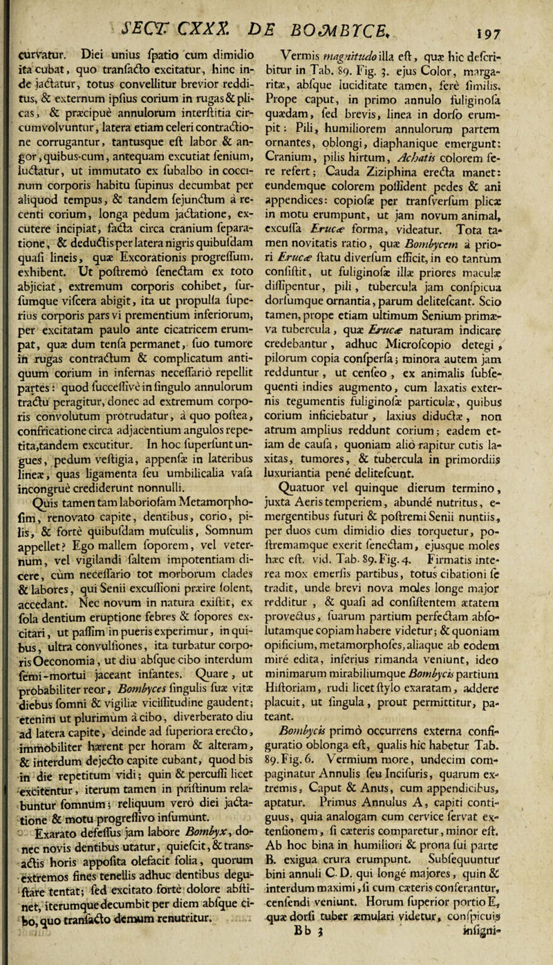 SECF CXXX. DE BOMBYCE, Curvatur. Diei unius fpatio cum dimidio ita cubat, quo tranfa&amp;o excitatur, hinc in¬ de ja&amp;atur, totus convellitur brevior reddi¬ tus, &amp; externum ipfius corium in rugas &amp; pli¬ cas, &amp; prxcipue annulorum interftitia cir¬ cumvolvuntur , latera etiam celeri contra&amp;io- ne corrugantur, tantusque eft labor &amp; an¬ gor, quibus-cum, antequam excutiat fenium, ludatur, ut immutato ex fubalbo in cocci¬ num corporis habitu fupinus decumbat per aliquod tempus, &amp; tandem fejundum a re¬ centi corium, longa pedum jadatione, ex¬ cutere incipiat, fa&amp;a circa cranium fepara- tione, &amp; dedudlis per latera nigris quibufdam quafi lineis, quae Excorationis progrelfum. exhibent. Ut poftremo fenedam ex toto abjiciat, extremum corporis cohibet, fur- fumque vilcera abigit, ita ut propulla lupe- rius corporis pars vi prementium inferiorum, per excitatam paulo ante cicatricem erum¬ pat, quae dum tenfa permanet, fuo tumore in rugas contradum &amp; complicatum anti¬ quum corium in infernas neceflario repellit partes: quod fucceflive in fingulo annulorum tradu peragitur, donec ad extremum corpo¬ ris convolutum protrudatur, a quo poftea, confricatione circa adjacentium angulos repe¬ tita,tandem excutitur. In hoc fuperfunt un¬ gues, pedum veftigia, appenfae in lateribus lineae, quas ligamenta feu umbilicalia vafa incongrue crediderunt nonnulli. Quis tamen tam laboriofam Metamorpho- (im, renovato capite, dentibus, corio, pi¬ lis, &amp; forte quibufdam mufculis, Somnum appellet? Ego mallem foporem, vel veter¬ num, vel vigilandi faltem impotentiam di¬ cere, cum necelfario tot morborum clades &amp; labores, qui Senii excullioni praeire (olent, accedant. Nec novum in natura exiftit, ex fola dentium eruptione febres &amp; lopores ex¬ citari , ut palfim in pueris experimur, in qui¬ bus , ultra convulliones, ita turbatur corpo¬ ris Oeconomia, ut diu abfque cibo interdum femi-mortui jaceant infantes. Quare, ut probabiliter reor, Bombyces lingulis fux vita: diebus fomni &amp; vigiliae viciffitudine gaudent; etenim ut plurimum a cibo, diverberato diu ad latera capite, deinde ad luperiora eredo, immobiliter haerent per horam &amp; alteram, &amp; interdum dejedo capite cubant, quod bis in die repetitum vidi; quin &amp; percufli licet excitentur, iterum tamen in priftinum rela- buntur fomnUm; reliquum vero diei jada- tione &amp; motu progrefiivo infumunt. Exarato defelfus jam labore Bombyx, do¬ nec novis dentibus utatur, quiefeit,&amp;trans- a&amp;is horis appolita olefacit folia, quorum extremos fines tenellis adhuc dentibus degu- ftare tentat; fed excitato forte dolore abiti- net, iterumque decumbit per diem abfque ci¬ bo, quo tranfado demum renutritur. Vermis magnitudo illa eft, quae hic deferi- bitur in Tab. 89. Fig. 5. ejus Color, marga¬ ritae, abfque iuciditate tamen, fere fimilis. Prope caput, in primo annulo fuliginofa quaedam, led brevis, linea in dorfo erum¬ pit ; Pili, humiliorem annulorum partem ornantes, oblongi, diaphanique emergunt: Cranium, pilis hirtum, Achatis colorem fe¬ re refert; Cauda Ziziphina ereda manet: eundemque colorem pofiident pedes &amp; ani appendices: copiofae per tranfverfum plica: in motu erumpunt, ut jam novum animal, exculta Eruc&lt;e forma, videatur. Tota ta¬ men novitatis ratio, quae Bombycem a prio¬ ri Eruc&lt;e ftatu diverlum efficit, in eo tantum confiftit, ut fuiiginolx illae priores macula: dilfipentur, pili, tubercula jam confpicua dorlumque ornantia, parum delitefcant. Scio tamen, prope etiam ultimum Senium primae¬ va tubercula, quae Eruc&lt;e naturam indicare credebantur, adhuc Microfcopio detegi, pilorum copia confperfa; minora autem jam redduntur , ut cenfeo , ex animalis fubfe- quenti indies augmento, cum laxatis exter¬ nis tegumentis fuliginolae particulae, quibus corium inficiebatur , laxius didudx, non atrum amplius reddunt corium; eadem et¬ iam de caufa, quoniam alio rapitur cutis la¬ xitas, tumores, &amp; tubercula in primordiis luxuriantia pene delitefcunt. Quatuor vel quinque dierum termino, juxta Aeris temperiem, abunde nutritus, e- mergentibus futuri &amp; poftremiSenii nuntiis, per duos cum dimidio dies torquetur, po- ftremamque exerit fenedam, ejusque moles hxc eft. vid. Tab. 89. Fig. 4. Firmatis inte¬ rea mox emerfis partibus, totus cibationi (c tradit, unde brevi nova moles longe major redditur , &amp; quali ad confidentem aetatem provedus, fuarum partium perfedam abfo- lutamque copiam habere videtur; &amp; quoniam opificium, metamorphofes, aliaque ab eodem mire edita, inferius rimanda veniunt, ideo minimarum mirabiliumque Bombycis partium Hiftoriam, rudi licet ftylo exaratam, addere placuit, ut fingula, prout permittitur, pa¬ teant. Bombycis primo occurrens externa confi¬ guratio oblonga eft, qualis hic habetur Tab. 89.Fig. 6. Vermium more, undecim com¬ paginatur Annulis feu Incifuris, quarum ex¬ tremis, Caput &amp; Anus, cum appendicibus, aptatur. Primus Annulus A, capiti conti¬ guus, quia analogam cum cervice fervat ex- tenfionem, fi exteris comparetur, minor eft. Ab hoc bina in humiliori &amp; prona fui parte B. exigua crura erumpunt. Subfequuntur bini annuli C. D. qui longe majores, quin &amp; interdum maximi,fi cum exteris conferantur, cenfendi veniunt. Horum fuperior portio E, quxdorfi tuber aemulari videtur, confpicuis B b i kifigrti-