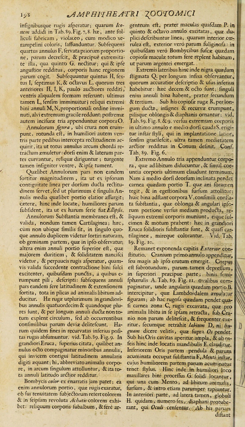 infignibusque rugis afperatur; quarum Ico¬ nem addidi in Tab.89.Fig. 7,8. hx, ante fol¬ liculi fabricam , violaceo, cum modico xe- rampelini coloris, (affunduntur. Subfequens quartus annulus F, fervata priorum proportio¬ ne, parum decrefcit, &amp; praecipue extremita¬ te illa, qua quinto G. neditur; qui &amp; ipfe anguftior redditus, corporis hanc regionem parum cogit. Subfequuntur quintus H, fex- tus I, feptimus K, &amp; odavus L, quorum tres anteriores H, I, K, paulo audiores redditi, ventris aliqualem formam referunt; ultimus tamen L, fenfim imminuitur, reliqui extremi bini annuiiM,N,proportionali ordine immi¬ nuti, alvi extremum gracile reddunt; poftremae autem incifura tria appenduntur corpora O. Annuiorum figura , ubi crura non erum¬ punt, rotunda eft, in humiliori autem ven¬ tris parte pedibus intercepta reditudinem ac¬ quirit, ita ut totus annulus arcum chorda re- tradum aemuletur: dorfi enim &amp; laterum par¬ tes curvantur, reliquae diriguntur ; turgente tamen infigniter ventre, &amp;ipfae tument. Qualibet Annuiorum pars non eandem fortitur magnitudinem , ita ut ex ipforum contiguitate linea per dorfum duda reditu- dinem fervet,fed ut plurimum e lingulis An- nulis media qualibet portio elatior affurgit; catera, hinc inde locata, humiliores parum fubfident, ita ut ex harum ferie fiatEllip/is. Annuiorum Subftantia membranea eft, &amp; valida, nondum tamen Cartilaginea; hac, cum non ubique fimilis fit, in fingulo quo¬ que annulo duplicem videtur fortiri naturam, ob geminam partem, qua in ipfo obfervatur; altera enim annuli portio fuperior eft, qua majorem duritiem , &amp; foliditatem nancifci videtur, &amp; perpaucis rugis afperatur, quam¬ vis valida fuccedente contradione bini fulci excitenter, quibufdam pundis, a quibus e- rumpunt pili, deferipti: fubfequens annuli pars eandem fere latitudinem &amp; extenfionem fortita, tota in plicas ad animalis libitum ad¬ ducitur. Ha ruga utplurimum in grandiori¬ bus annulis quatuordecim &amp; quandoque piu- res funt, &amp; per longum annuli duda non to¬ tum explent circulum, fed ab occurrentibus confimilibus parum devia deiitefcunt. Ha¬ rum quidem fines in recurvatas inferius poli¬ tas rugas abfumuntur. vid.Tab.89. Fig.9. In grandiori Eruca, fuperius citata, quilibet an¬ nulus odo compaginatur minoribus annulis, qui invicem contigui latitudinem annularis digiti aquant; hi, abbreviato animalis corpo¬ re, in arcum fingulum attolluntur, &amp; ita to¬ ta annuli latitudo ardior redditur. Bombycis color ex enarratis jam patet; ea enim annuiorum portio, qua rugis exaratur, obfui tenuitatem fubjedorumreiertcolorem &amp; in feiplam revoluta Achatis colorem exhi¬ bet: reliquum corporis fubalbum, &amp;fere ar¬ genteum eft, prater maculas qualHam P. in quinto &amp; odavo annulo excitatas, qua du¬ plici deferibuntur linea, quarum interior coe¬ rulea eft, exterior vero parum fuliginofa: in quibufdam vero Bombycibus fufea quadam copiofa macula totum fere replent habitum, ut parum argentei emergat. Extremis lateribus hinc inde nigra quadam ftigmata Q. per longum infixa obfervantur, quorum accuratior deferiptio &amp; ulus inferius habebitur: hac decem &amp; odo lunt; finguli enim annuli bina habent, prater fecundum &amp; tertium. Sub his copiofa ruga R. per lon¬ gum duda^ infignes &amp; recurva erumpunt,, pilisque oblongis &amp; diaphanis ornantur; vid. Tab. 89. Fig. 8. &amp; 9. verius extremum corporis in ultimo annplo e medio dorfi caudaS. erigi¬ tur inftarftyli, qui in implantatione latior, fenfim gradlefcit, ultra tamen medietatem ardior redditus in Conum definit. Conf. Tab. 89. Fig. 6. Extremo Annulo tria appenduntur corpo¬ ra, qua ad libitum diducuntur, &amp; fimul coe¬ untia corporis ultimum claudunt terminum. Nam a medio dorfi deorfum inclinata pendet carnea quadam portio T. qua ani foramen tegit, &amp; in egeftionibus lurfum attollitur: huic bina adftant corpora V.confimili confla¬ ta fubftantia, qua oblonga &amp; angulari ipfo¬ rum portione verfus medium produda, re¬ liquum extremi corporis muniunt, eiqueful cimen &amp; motum prabent: hac in grandiori Eruca folidioris fubftantia funt, &amp; quali car¬ tilaginea , mireque colorantur. Vid. Tab. S9. Fig. 10. ' Remanet exponenda capitis Exterior con- ftitutio. Cranium primo annulo appenditur, feu magis ab ipfo erutum emergit. Corpus eft fubrotundum, parum.tamen deprefium, in fuperiori pracipue parte ; binis femir fpharulis A. Tab. 89. Fig. 11. ovalibus com¬ paginatur, unde angularis quadam portio B. intercipitur , qua Lambdoidalem amulatur figuram; ab hac rugola quadam pendet qua- fi carnea zona C, rugis excavata, qua pro animalis libitu in fe ipfam retrada, fub Cra¬ nio non parum delitefcit, &amp; frequenter exe- ritur, fecumque retrahit labium D, ni lin¬ guam dicere velitis, qua fupra Os pendet. Sub his Oris cavitas aperitur ampla, &amp; abos- feis hinc inde locatis mandibulis E. clauditur. Inferiorem Oris partem pendula &amp; parum acuminata occupat fubftantia F&gt; Menti inftaf, cujus humiliorem partem parum acuminatus tenet ftylus. Hinc inde in humiliori loco maxillares bini proceflus G. ldlidi locantur, qui una cum Mento, ad libitum animalis, lurfum, &amp; intro etiam parumper rapiuntur. In anteriori parte, ad latera tamen, globuli H. quidam, numero fex,. diaphani protube¬ rant, qui Oculi cenfentur. Ab his parum diftant I