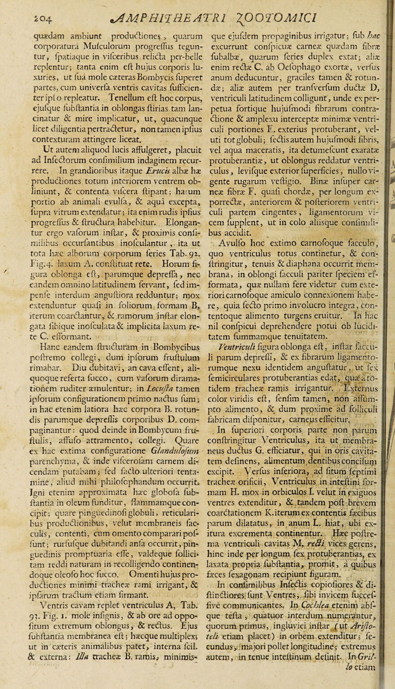 quaedam ambiunt produdione^ , quarum corporatura Mufculorum progreffus tegun¬ tur, fpatiaque in vifceribus relida per-belle replentur; tanta enim eft hujus corporis lu¬ xuries, ut fua mole cateras Bombycis fuperet partes, cum univerfa ventris cavutas fufficien- ter ipl o repleatur. Tenellum eft hoc corpus, ejufque fubftantia in oblongas ftirias tam lan¬ cinatur &amp; mire implicatur, ut, quacunque licet diligentia pertradetur, non tamen ipfius contexturam attingere liceat. Ut autem aliquod lucis affulgeret, placuit ad Infedorum confimilium indaginem recur¬ rere. In grandioribus itaque Urucis alba? ha: produdiones totum interiorem ventrem ob¬ liniunt, &amp; contenta vifcera ftipant; harum portio ab animali evulfa, &amp; aqua excepta, fupra vitrum extendatur; ita enim rudis ipfius progreffus &amp; ftrudura habebitur. Elongan¬ tur ergo vaforum inftar, &amp; proximis conli- miiifcus occurfantibus inofculantur ,. ita ut tota haec alborum corporum feries Tab. 92. Fig.q. laxum A. cbnftituat rete. Horum fi¬ gura oblonga eft, parumque depreffa, nec eandem omnino latitudinem fervant, fedim- penfe interdum anguftiora redduntur; mox extenduntur quali in foliorum formam B, iterum coardantur, &amp; ramorum inftar elon- gata libique inofculata &amp; implicita laxum re¬ te C. efformant. Hanc eandem ftrudufam in Bombycibus poftremo collegi, dum ipforum fruftulum rimabar. Diu dubitavi, an cava effent, ali- quoque referta fucco, cum valorum dirama- tionem ruditer amulentur; in Locujla tamen ipforum configurationem primo nadus fum; in hac etenim latiora hac corpora B. rotun¬ dis parumque depreffis corporibus D. com¬ paginantur: quod deinde in Bombycum fru- ftulis, affufo attramento, collegi. Quare ex hac extima configuratione Glandulofum parenchyma, &amp; inde vifcerofam carnem di¬ cendam putabam; fed fado ulteriori tenta¬ mine , aliud mihi philofcphandum occurrit. Igni etenim approximata hac globofa fub¬ ftantia in oleum funditur, ftammamque con¬ cipit; quare pinguedinofi globuli, reticulari¬ bus produdionibus, velut membraneis fae¬ culis , contenti, cum omento comparari pof- funt; rurfufque dubitandi anfa occurrit, pin¬ guedinis promptuaria effe, vraldeque follici- tam reddi naturam in recolligendo continen- doque oleofo hoc fucco. Omenti hujus pro- dudienes minimi trachea rami irrigant, &amp; ipfarum tradum etiam firmant. Ventris cavam replet ventriculus A, Tab. 93. Fig. 1. mole inlignis, &amp; ab ore ad oppo- iitum extremum oblongus, &amp; redus. Ejus fubftantia membranea eft 3 hacque multiplex; ut in cateris animalibus patet, interna fcil. &amp; externa: Illa crachea B. ramis, minimis¬ que ejufdem propaginibus irrigatur; fub hac excurrunt confpicua carnea quadam fibra fubalba, quarum feries duplex extat; alia enim reda C. ab Gefophago exorta, verfus anum deducuntur, graciles tamen &amp; rotun¬ da; alia autem per tranfverfum duda D, ventriculi latitudinem colligunt , unde ex per¬ petua fortique hujufmodi fibrarum contra- dione &amp; amplexu intercepta minima ventri¬ culi portiones E. exterius protuberant, vel- uti tot globuli; ledis autem hujul modi fibris, vel aqua maceratis, ita detumefeunt exarata protuberantia, ut oblongus reddatur ventri¬ culus , levifque exterior luperficies, nullo vi¬ gente rugarum veftigio. Bina infuper car¬ nea fibra F. quafi chorda, per longum ex- porreda, anteriorem &amp; pofteriorem ventri¬ culi partem cingentes, ligamentorum vi¬ cem fupplent, ut in colo aliisque confimili- bus accidit. Avulfo hoc extimo carnofoque facculo, quo ventriculus totus continetur, &amp; con- firingitur, tenuis &amp;diaphana occurrit mem¬ brana, in oblongi facculi pariter fpeciem ef- formata, qua nullam fere videtur cum exte¬ riori carnofoque amiculo connexionem habe¬ re, quia fedo primo involucro integra, con- tentoque alimento turgens eruitur. In hac nil confpicui deprehendere potui ob lucidi- tatem fummamque tenuitatem. Ventriculi figura oblonga eft, inftar faccu¬ li parum depreffi, &amp; ex fibrarum ligamento¬ rumque nexu identidem anguftatur, ut fex femicirculares protuberandas edat, qua a to¬ tidem trachea ramis irrigantur. Externus color viridis eft, fenfim tamen, non affum- pto alimento, &amp; dum proxime ad folliculi fabricam difponitur, carneus efficitur. In fupexiori corporis parte non parum conftringitur Wntriculus, ita ut membra¬ neus dudus G. efficiatur, qui in oris cavita¬ tem definens, alimentum dentibus concifum excipit. Verfus inferiora, ad fitum feptimi trachea orificii, Ventriculus in inteftini for¬ mam H. mox in orbiculos I. velut in exiguos ventres extenditur, &amp; tandem poft brevem coardationem K.iterum ex contentis facibus parum dilatatus, in anum L. hiat, ubi ex¬ itura excrementa continentur. Hac poftre- ma ventriculi cavitas M, refti vices gerens, hinc inde per longum fex protuberandas, ex laxata propria fubftantia, promit, a quibus faces fexagonam recipiunt figuram. In conlimilibus Infedis copioliores &amp; di- ftindiores funt Ventres, fibi invicem fuccef- five communicantes. In Cochlea etenim abf- que tefta , quatuor interdum numerantur, quorum primus, ingluviei inftar (ut Arijlo- teli etiam placet) in orbem extenditur; fe¬ cundus , majori pollet longitudine; extremus autem, in tenue inteftinum definit. In Gril¬ lo etiam \y