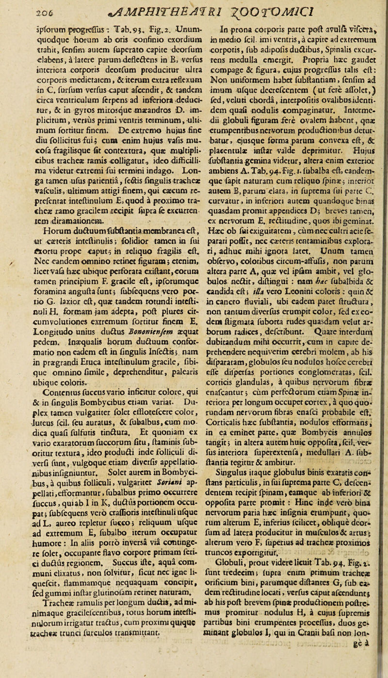 ipforum pragrelius: Tab.s&gt;i. 'Fig, 2, Unum¬ quodque harum ab oris confinio exordium trahit, fenfim autem fuperato capite deorfum clabens, £ latere parum defledens in B, verfus interiora corporis deorfum producitur ultra corporis medietatem, &amp; iterum extra reflexum in C. furfum verfus caput afeendit, &amp; tandem circa ventriculum ferpens ad inferiora deduci¬ tur, &amp; in gyros miros que maeandros D. im¬ plicitum , versus primi ventris terminum, ulti¬ mum fortitur finem. De extremo huius fine diu follicitus fui j cum enim hujus vafis mu- cofa fragilisque fit contextura, quae multipli¬ cibus tracheae ramis colligatur., ideo difficilli¬ ma videtur extremi fui termini indago. Lon¬ ga tamen ufus patientia, fe&amp;is fingulis trachea: vafculis, ultimum attigi finem, qui caecum rc- prefenrat inteftinulum £,quod a proximo tra¬ cheae ramo gracilem recipit fiipra fe excurren lem diramationem. Horum duCtuum ftibftantia membranea eft, ut caeteris inteftinulis j folidior tamen in fui fttortu prope caput3 in reliquo fragilis eft.. Nec eandem omnino retinet figuram 5 etenim, licetvafa haec ubique perforata exiftant,eorum tamen principium F. gracile eft, ipforumquc foramina angufta funt 3 fubfequens vero por¬ tio G. laxior eft, quae tandem rotundi intefti- nuli H. formam jam adepta, poft plures cir¬ cumvolutiones extremum fortitur finem E. Longitudo unius duCtus Bononiensem aequat pedem. Inaequalis horum duCtuum confor¬ matio non eadem eft in fingulis Infe&amp;is; nam in praegrandi Eruca inteftinulum gracile, fibi- que omnino fimile, deprehenditur, palearis ubique coloris. Contentusfuccus vario inficitur colore, qui &amp; in fingulis Bombycibus etiam variat. Du¬ plex tamen vulgariter folet efflotefeere color, luteus fcil. feu auratus, &amp; fubalbus,cum mo¬ dica quafi fulfuris tinCtura, Et quoniam ex vario exaratorum fuccorum fitu, flaminis fub- oritur textura, ideo produCti inde folliculi di- verfi funt, vulgoque etiam diveifis appellatio¬ nibus infigniuntur. Solet autem in Bombyci¬ bus , h quibus folliculi, vulgariter Soritni ap- pellati,effbrmantur,fubalbus primo occurrere fuccus, qui ab I in K, du£tiis portionem occu¬ pati fubfequens vero craffioris intcftinuli ufque ad L, aureo repletur fucco i reliquum ufque ad extremum E, fubalbo iterum occupatur humore: In aliis porro inversa visi continge¬ re folet, occupante flavo corpore primam feri- ci duCtus regionem. Succus ifte, aqua com* muni elixatus, non folvitur, ficut nec igne li- quefeit, flammamque nequaquam concipit, fedgummi inftar glutinoiam retinet naturam. Trachea: ramulis perlongum duCtis, ad mi¬ nimaque gracilefcentibus, totus horum intefti- nidorum irrigatur traCtus, cum proximi quique tracfi«* trunci furculos transmittant. In prona corporis parte poft avulfe vifcera* in medio fcil. imi ventris ,a capite ad extremum corporis, fub adipofis du&amp;ibus, Spinalis excur¬ rens medulla emergit. Propria haec gaudet compage &amp; figura, cujus progreflus talis eft: Non uniformem habet fubftantiam, fenfim ad imum ufque decrefccntem ( ut fere aflblct,) fed, veluti chorda, interpofitis ovalibus identi¬ dem quafi nodulis compaginatur. Interme¬ dii globuli figuram fere ovalem habent, qoae erumpentibus nervorum produ «ftiombus detur¬ batur, ejusque forma parum convexa eft, &amp; placcntulae inftar valde deprimitur. Hujus fubftanria gemina videtur, altera enim exterior ambiens A. Tab. 94. Fig. r. fubalba eft, eandem- que fapit naturam cum reliquo /pina: ; interior autem B, parum elata, in fuprema fui parte C. curvatur , in inferiori autem quandoque binas quasdam promit appendices D; breves tamen, ex nervorum E. reCtitudine, quos ibi geminat. Haec ob fui exiguitatem, cum nec cultri acie fe- parari poffit, nec caeteris tentaminibus explora¬ ri, adhuc mihi ignota latet. Unutn tamen obfervo,coloribus circum-affufis, non parurn altera parte A, quae vel ipfitm ambit, vel glo¬ bulos ne&amp;it, diftingui : nam hac fubalbida &amp; candida eft; tlU vero Leonini coloris : quin &amp; in cancro fluviali, ubi eadem patet ftrudura, non tantum diverfus erumpit color, fcd ex eo¬ dem ftigmata fuborta rudes quasdam velut ar¬ borum radices, defer ibunt. Quare interdum dubitandum mihi occurrit, cum in capite de¬ prehendere nequiverim cerebri molem, ab his difparatam, globulos leu nodulos hofce cerebri efie dilperfas portiones conglomeratas, fcil. corticis glandulas, &amp; quibus nervorum fibrae enafeantur 3 cum perfedorum etiam Spinae in¬ teriora per longum occupet cortex, a quo quo* ruodam nervorum fibras enafei probabile eft. Corticalis haec fubftanria, nodulos efformans, in e? eminet parte, quae Bombycis annulos tangit 5 in altera autem huic oppofita, fcil, ver¬ fus interiora fuperextenfa, medullari A. fub* ftantia tegitur &amp; ambitur. Singulus itaque globulus binis exaratis con¬ flans particulis, in fui fuprema parte C, defeen* dentem recipit fpinam, camque ab inferiori St oppofita parte promit: Hinc inde vero bina nervorum paria haec infignia erumpunt, quo¬ rum alterum E, inferius lcilicet, oblique deor¬ fum ad latera ptoducitur in mufculos &amp; artus; alterum vero F&gt; fupenus ad tracheae proximos truncos exporrigitur, Globuli, prout videre licuit Tab.p4. Fig&gt;i. funt tredccim; fupra enim primum tracheae orificium bini, parumque diftantes G, fub ea* dem reCtitudine locati, verfus caput afeendunt % ab his poft brevem fpmae productionem poftrc- mus promitur nodulus H, a cujus fupremis partibus bini erumpentes procefliis, duos ge¬ minant globulos I, qui in Cranii hafi non lon-