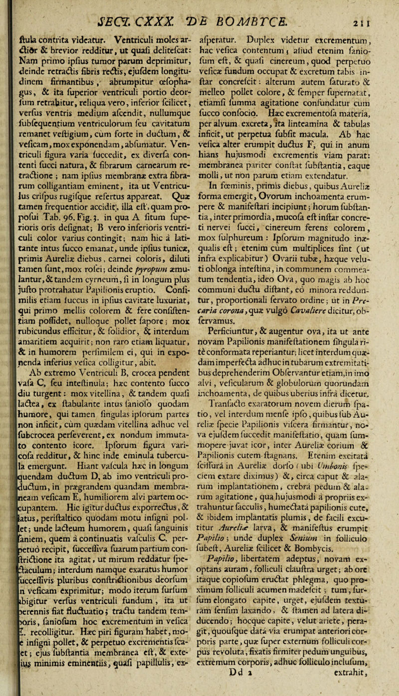 ftuia contrita videatur. Ventriculi moles ar- di&amp;r &amp; brevior redditur, ut quali delitefcat: Nam primo iplius tumor parum deprimitur, deinde retradis fibris redis, ejufdcm longitu¬ dinem firmantibus abrumpitur oefopha- gus, &amp; ita fuperior ventriculi portio deor- lum retrahitur, reliqua vero, inferior fcilicet, verfus ventris medium afccndit, nullumque fubfcqucntium ventriculorum feu cavitatum remanet veftigium, cum forte in dudum, &amp; veficam, mox exponendam, abfumatur. Ven¬ triculi figura varia fuccedit, ex diverfa con¬ tenti fucci natura, &amp; fibrarum carnearum re- tradione ; nam iplius membranae extra fibra¬ rum colligandam eminent, ita ut Ventricu¬ lus crilpus rugifquc refertus appareat. Quae tamen frequentior accidit, illa eft', quam pro- pofui Tab. 96. Fig. 3. in qua A fitum fupe- rioris oris defignat; B vero inferioris ventri¬ culi color varius contingit; nam hic a lati¬ tante intus fucco emanat, unde iplius tunicae, primis Aureliae diebus, carnei coloris, diluti tamen funt,mox rofei; deinde pyropum aemu¬ lantur^ tandem cyrneum, fi in longum plus jufto protrahatur Papilionis eruptio. Confi- milis etiam luccus in iplius cavitate luxuriat, qui primo mellis colorem &amp; fere confiften- tiam poffidet, nulloque pollet fapore; mox rubicundus efficitur, &amp; folidior, &amp; interdum amaritiem acquirit; non raro etiam liquatur, &amp; in humorem perlimilem ei, qui in expo¬ nenda inferius vefica colligitur, abit. Ab extremo Ventriculi B, crocea pendent vafa C, feu inteftinuia; haec contento fucco diu turgent: mox vitellina, &amp; tandem quali ladea, ex ftabulante intus fanioTo quodam humore, qui tamen lingulas iptorum partes non inficit, cum quaedam vitellina adhuc vel , fubcrocea perfeverent, ex nondum immuta¬ to contento icore. Ipforum figura vari- cola redditur, &amp; hinc inde eminula tubercu¬ la emergunt. Hiant valcula haec in longum quendam dudum D, ab imo ventriculi pro- dudum, in praegrandem quandam membra¬ neam veficam E, humiliorem alvi partem oc- \ cupantem. Hic igitur dudus exporredus, &amp; latus, periftaltico quodam motu inligni pol¬ let ; unde ladeum humorem, quali fanguinis laniem, quem a continuatis valculis C per- 1 setuo recipit, fuccelliva fuarum partium con- Iridionc ita agitat, ut mirum reddatur fpe- ftaculum; interdum namque exaratus humor rucceffivis pluribus conftridionibus deorlum n veficam exprimitur; modo iterum furfum ibigitur verfus ventriculi fundum , ita ut 3erennis fiat fluduatio j tradu tandem tern¬ ioris , faniofum hoc excrementum in vefica I i. recolligitur. Haec piri figuram habet, mo- e inligni pollet, &amp; perpetuo excrementis fca- ct; ejus fubftantia membranea eft,&amp; exte- minimis eminentiis, quafi papillulis, ex- afperatur. Duplex videtur excrementum, hac vefica contentum j aliud etenim fanio¬ fum eft, &amp; quafi cinereum, quod perpetuo veficae fundum occupat &amp; excretum tabis in- ftar concrefcit: alterum autem faturato &amp; melleo pollet colore, &amp; femper fupernatat, etiamfi fumma agitatione confundatur cum fucco confocio. Haec excrementofa materia, per alvum excreta, ita linteamina &amp; tabulas inficit, ut perpetua fubfit macula. Ab hac vefica alter erumpit dudus F, qui in anum hians hujusmodi excrementis viam parat: membranea pariter confiat fubftantia, eaque molli, ut non parum etiam extendatur. In fceminis, primis diebus, quibus Aureli* forma emergit, Ovorum inchoamenta erum¬ pere &amp; manifeftari incipiunt; horum fubftan¬ tia, inter primordia, mucofa eft inftar concre¬ ti nervei fucci, cinereum ferens colorem, mox lulphureum : Ipforum magnitudo inae¬ qualis eft; etenim cum multiplices fint (ut infra explicabitur ) Ovarii tubae, haque velu- tioblonga inteftina,in communem commea¬ tum tendentia,ideo Ova, quo magis ab hoc communi dudu diftant, eo minora reddun¬ tur , proportionali fervato ordine; ut in Pre¬ caria corona,quae vulgo Cavaliere dicitur, ob- fervamus. Perficiuntur, &amp; augentur ova, ita ut ante novam Papilionis manifeftationem fihgula ri- t£ conformata reperiantur; licet interdum quae¬ dam imperfeda adhuc in tubarum extremitati¬ bus deprehenderim Obfervantur etiam,in imo alvi, veficularum &amp; globulorum quorundam inchoamenta, de quibus uberius infra dicetur, Tranfado exaratorum novem dierum fpa- tio, vel interdum menfe ipfo,quibusfub Au¬ reliae fpecie Papilionis vifcera firmantur, no¬ va ejufdem fuccedit manifeftatio, quam fum- mopere juvat icor, inter Aureliae corium 8c Papilionis cutem ftagnans. Etenim excitata fcifluri in Aurelia' dorfo l ubi Umbonis Ipe- ciem extare diximus) &amp;, circa caput &amp; ala¬ rum implantationem, crebra pedum &amp; ala¬ rum agitatione, qua hujusmodi a propriis ex¬ trahuntur faeculis, humedata papilionis cute, &amp; ibidem implantatis plumis, de facili excu¬ titur Aurcli&lt;e larva, &amp; manifeftus erumpit Papilio\ unde duplex Senium in folliculo fubeft, Aurelia fcilicet &amp; Bombycis. Papilio, libertatem adeptus, novam ex¬ optans auram, folliculi clauftra urget; ab ore itaque copiofum erudat phlegma, quo pro¬ ximum folliculi acumen madefeit; tum, fur¬ fum elongato capite, urget, ejufdem textu¬ ram fenfim laxando, &amp; flamen ad latera di¬ ducendo ; hocque capite, velut ariete, pera¬ git, quoufque data via erumpat anteriori cor¬ poris parte,quae fuper externum folliculi cor¬ pus revoluta, fixatis firmiter pedum unguibus, extremum corporis, adhuc folliculoinclufum, Dd 1 v extrahit,