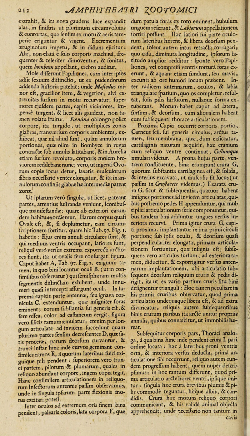 212 .AMPHITHEATRI ^OO TOMICI extrahit , &amp; ita nova gaudens luce expandit alas, in finiftris ut plurimum circumvolutas Sc contortas, quas fenfim ex motu &amp; aeris tem¬ perie eriguntur &amp; vigent. Excrementum aruginofum impetu , &amp; in diftans ejicitur: Ala, non elata &amp; folo corporis machini, fre¬ quenter &amp; celeriter dimoventur, &amp; fonitus, quem bombum appellant, crebro auditur. Mole differunt Papiliones, cum inter ipfos adfit fexuum diftindio, ut ex pudendorum addenda hiftoria patebit; unde Mafculus mi¬ nor eft, gracilior item, &amp; vegetior; alvi ex¬ tremitas iiirfum in motu recurvatur; fupe- riores ejufdem partes, capiti viciniores, im¬ pensi turgent, &amp; licet alis gaudeat, non ta¬ men volatu fruitur. Fcemina oblongo pollet corpore, ita turgido, ut multiplices zonas glabras, transverlum corporis ambientes, ex¬ hibeat, qua: nil aliud funt, quam annulorum portiones, quae olim in Bombyce in rugas contrada fub annulis latitabant, &amp; in Aurelia etiam furfum revoluta:, corporis molem bre¬ viorem reddebant nunc; vero, ut ingenti Ovo¬ rum copiae locus detur, laxatis mufculorum fibris neceffario venter elongatur, &amp; ita in an¬ nulorum confiniis glabra hse intermedia patent zona?. Ut ipfarum vero lingula?, ut licet, pateant partes, attentius Iuftranda veniunt, Iconibuf- que manifeftanda?; quare ab exteriori earun- dem habitu exordiemur. Harum corpus quali Ovale eft, &amp;, li deplumetur, eam circum- feriptionem fortitur, quam hicTab.97. Fig. r. habetis : Ejus enim annuli circulares funt,&amp; qui medium ventris occupant, latiores lunt; reliqui vero verfus extrema exporredi ardio¬ res fiunt, ita ut ovalis fere confurgat figura. Caput habet A, Tab. 97-Fig. a. exiguum ta¬ men, in quo bini locantur oculi B. (utin con- fimilibusobfervatur) qui femifpharam multis Tegmentis diftindam exhibent ; unde innu¬ meri quali intercepti affurgunt oculi. In fu- prema capitis parte antenna?, feu ignava cor¬ nicula C. extenduntur, qua? infigniter foras eminent; eorum fubftantia fui generis eft,&amp; fere olfea, color ad caftaneum vergit, figura vero filicis ramum amulatur; etenim per lon¬ gum articulata: ad invicem fuccedunt quam plurima? partes fenfim decrefcentes D, qua: fa- tisprocera, parum deorfum curvantur, &amp; trunci inftar hinc inde curvos geminant con- fimiles ramos E, d quorum lateribus fulci exi¬ guique pili pendent: fuperiorem vero trun¬ ci partem, pilorum &amp; plumarum, quales in reliquo abundant corpore, ingens copia tegit. Hanc eonfimilem articulationem in reliquo¬ rum Infedorum antennis paffim obfervamus, unde in fingula ipfarum parte flexionis mo¬ tus excitari poteft. Inter oculos ad extremum oris finem bina pendent, palearis coloris,lata corpora F, quae dum patula foras ex toto eminent, bubulum unguem referunt, &amp; Labiorum appellationem fortiri polfunt. Ha?c latiori fui parte oculo¬ rum lateribus haerent, &amp; libera deorfum pen¬ dent ; folent autem intus retrada corrugari; quo cafu, diminuta longitudine, ipforum la¬ titudo amplior redditur : fponte vero Papi¬ liones , vel compreili ventris tortura foras ex~ erunt, &amp; aquam etiam fundunt, leu mavis, exeunti ab ore humori locum praebent. In¬ ter radicem antennarum, oculos, &amp; labia triangulare fpatium,quo os completur,reful- tat, folis pilis hirfutum, nullaque forma ex¬ tuberans. Motum habet caput ad latera» furfum, &amp; deorfum, cum aliqualem habeat cum fubfequenti thorace articulationem. Proxima Capiti occurrit corporis portio. Carneus fcil. fui generis circulus, ardus ta¬ men, feu membrana, qua?, dum exficcatur, cartilaginis naturam acquirit; haec cranium cum reliquo ventre continuat, Collumque aemulari videtur. A prona hujus parte, ven¬ trem conftituente, bina erumpunt crura G, quorum fubftantia cartilaginea eft,&amp; folida, &amp; interius excavata, ut mufculis fit locus ( ut paffim 'mCru/iaceis videmus.) Exarata cru¬ ra G, ficut &amp; fubfequentia, quatuor habent infignes portiones ad invicem articulatas, qui¬ bus poftremo pedes H appenduntur, qui mul¬ tiplici articulationum ferie componuntur; qui¬ bus tandem bini adduntur ungues verfus in¬ teriora recurvi. Prima igitur crura G, capi¬ ti proxima, implantantur in ima primi circuli portione fub ipfis oculis, &amp; deorfum quafi perpendiculariter elongata, primam articula¬ tionem fortiuntur, qua? inlignis eft; fubfe- quens vero articulus furfum, ad exteriora ta¬ men, diducitur, &amp; exporrigitur verfus anten¬ narum implantationem, ubi articulatio fub- fequens deorfum reliquum cruris &amp; pedis di¬ rigit , ita ut ex vario partium cruris fitu bini defignentur trianguli: Hoc tamen peculiare in his primis cruribus obfervatur, quod prima articulatio undequaque libera eft, &amp; ad extra divaricatur, reliquis autem fubfequentibus binis crurum paribus ita arde unitur propriis annulis, quibus connafcitur, ut immobilisha- reat. Subfequitur corporis pars, Thoraci analo¬ ga, a qua bina hinc inde pendent crura I, pari ordine locata : hac a lateribus proni ventris orta, &amp; interiora verfus deduda, prim£i ar¬ ticulatione fibi occurrunt, reliquo autem eun¬ dem progreffum habent, quem nuper deferi- pfimus; in hoc tantum differunt, quod pri¬ ma articulatio ardeharet ventri,ipfique uni¬ tur : fingula hac crura brevibus plumis &amp; pi¬ lis commodi teguntur, hilque albis, &amp; can¬ didis. Crura hac motum reliquo corpori communicant, &amp; his validi animal objeda apprehendit; unde -seceflario non tantum in cavis f H