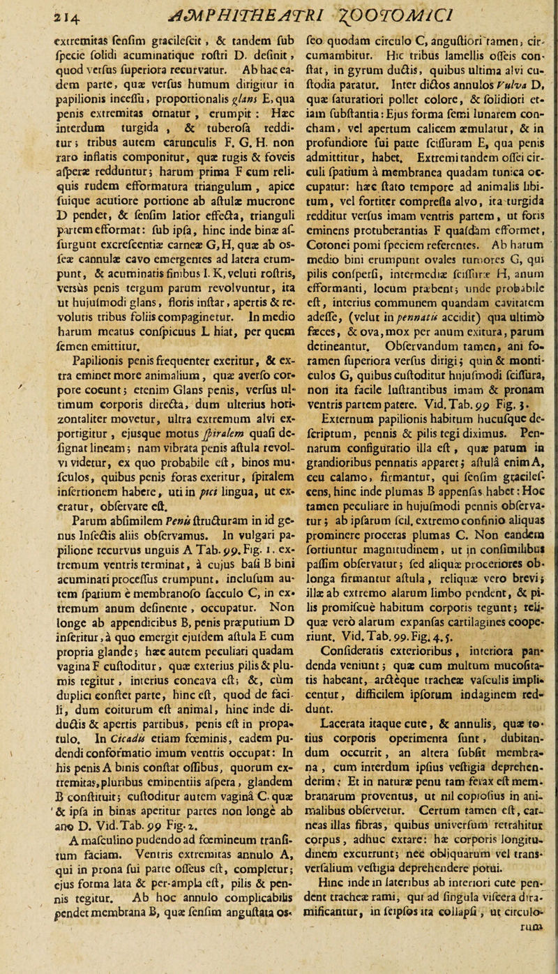 extremitas fcnfim gracilefcit, &amp; tandem fub fpecie folidi acuminatique roftri D. definit, quod verfus fupcriora recurvatur. Ab hac ea¬ dem parte, quae verfus humum dirigitur in papilionis ineefiu, proportionalis glans E, qua penis extremitas ornatur , erumpit : Haec interdum turgida , &amp; tuberofa reddi¬ tur ; tribus autem carunculis F. G. H. non raro inflatis componitur, quae rugis &amp; foveis alterae redduntur 5 harum prima F cum reli¬ quis rudem efFormatura triangulum, apice fuique acutiore portione ab aftulae mucrone D pendet, &amp; fcnfim latior effetta, trianguli partem efFormat: fub ipfa, hinc inde binae afi furgunt excrefcentiae carneae G,H, quae ab os- feae cannulae cavo emergentes ad latera erum¬ punt , &amp; acuminatis finibus I. K, veluti roftris, versus penis tergum parum revolvuntur, ita ut hujulmodi glans, floris inftar, apertis &amp; re¬ volutis tribus foliis compaginetur. In medio harum meatus confpicuus L hiat, per quem femen emittitur. Papilionis penis frequenter exeritur, &amp; ex¬ tra eminet more animalium, quae averfo cor¬ pore coeunt} etenim Glans penis, verfus ul¬ timum corporis direfta, dum ulterius hori- zontaliter movetur, ultra extremnm alvi ex¬ porrigitur , ejusque motus Jpiralem quafi dc- fignat lineam 5 nam vibrata penis aftula revol¬ vi videtur, ex quo probabile eft, binos mu- fculos, quibus penis foras exeritur, fpiralem infertionem habere, uti in ptci lingua, ut ex- eratur, obfcrvare eft. Parum abfimilem Penis ftru&amp;uram in id ge¬ nus Infe&amp;is aliis obfervamus. In vulgari pa¬ pilione recurvus unguis A Tab.p9.F1g. r. ex¬ tremum ventris terminat, i cujus bafi B bini acuminatiproceflus erumpunt, inclufum au¬ tem fpatium c membranofo facculo C, in ex¬ tremum anum delinente , occupatur. Non longe ab appendicibus B, penis praeputium D infcritur ,a quo emergit ejuldem aftula E cum propria glande 5 haec autem peculiari quadam vagina F cuftoditur, quae exterius pilis &amp; plu¬ mis tegitur, interius concava eft; &amp;, cum duplici conflet parte, hinc eft, quod de faci- li, dum coiturum eft animal, hinc inde di- du&amp;is &amp; apertis partibus, penis eft in propa¬ tulo. In Cicadis etiam foeminis, eadem pu¬ dendi conformatio imum ventris occupat: In his penis A binis conflat offibus, quorum ex¬ tremitas, pluribus eminentiis afpera, glandem B conftituit; cuftoditur autem vagina C quae ' &amp; ipfa in binas aperitur partes non longe ab ano D. Vid.Tab.pp Fig-z. A mafculino pudendo ad focmineum tranfi- tum faciam. Ventris extremitas annulo A, qui in prona fui parte ofleus eft, completur; ejus forma lata &amp; per-ampLa eft, pilis &amp; pen¬ nis tegitur. Ab hoc annulo complicabilis pendet membrana B, quae fcnfim anguftata os* feo quodam circulo C, anguftiori tamen, cir cumambitur. Hic tribus lamellis ofleis con¬ flat, in gyrum du&amp;is, quibus ultima alvi cu- ftodia paratur. Inter dittos annulos Vulva D, quas faturatiori pollet colore, &amp; folidiori et¬ iam fubftantia:Ejus forma femi lunarem con¬ cham, vel apertum calicem aemulatur, &amp; in profundiore fui parte fcifluram E, qua penis admittitur, habet. Extremi tandem ofiei cir¬ culi fpatium a membranea quadam tunica oc¬ cupatur: haec ftato tempore ad animalis libi¬ tum, vel fortiter comprefla alvo, ita turgida redditur verfus imam ventris partem, ut foris eminens protuberantias F qualdam efFormet, Cotonei pomi fpeciem referentes. Ab harum medio bini erumpunt ovales rumores G, qui pilis confperfi, intermedix fciflurie H, anum efFormanti, locum praebent; unde probabile eft, interius communem quandam cavitatem adefie, (velut in pennatis accidit) qua ultimo faeces, &amp; ova,mox per anum exitura, parum detineantur, Obfervandum tamen, ani fo¬ ramen fuperiora verfus dirigi; quin&amp; monti- Culos G, quibus cuftoditur hujufmodi fcifFura, non ita facile luftrantibus imam &amp; pronam ventris partem patere. Vid.Tab. 99 Fig. 3. Externum papilionis habitum hucufque de- feriptum, pennis &amp; pilis tegi diximus. Pen¬ narum configuratio illa eft;, quae parum in grandioribus pennatis apparet» aftula enim A, ceu calamo, firmantur, qui fcnfim gtacilef- cens, hinc inde plumas B appenfa^ habet: Hoc tamen peculiare in hujufmodi pennis obferva- tur; ab ipfarum fcil. extremo confinio aliquas prominere proceras plumas C. Non eandem fortiuntur magnitudinem, ut in confimilibus paflim obfervatur; fed aliquae proceriores ob¬ longa firmantur aftula, reliquae vero brevi i illae ab extremo alarum limbo pendent, &amp; pi¬ lis promifeue habitum corporis tegunt; reli¬ quae vero alarum expanfas cartilagines coope¬ riunt. Vid.Tab. 99. Fig. 4. Confideratis exterioribus, interiora pan* denda veniunt; quae cum multum mucofita- tis habeant, ar&amp;eque tracheae vafculis impli- centur, difficilem ipforum indaginem red¬ dunt. Lacerata itaque cute, &amp; annulis, quae to¬ tius corporis operimenta funt, dubitan¬ dum occurrit, an altera fubfit membra¬ na , cum interdum ipfius veftigia deprehen¬ derim.: Et in naturae penu tam ferax eft mem¬ branarum proventus, ut nil eopiolius in ani¬ malibus obfcrvetur. Certum tamen eft, car¬ neas illas fibras, quibus univerfum retrahitur corpus, adhuc extare: hae corporis longitu¬ dinem excurrunt; nec obijquarum vel trans- verfalium veftigia deprehendere potui. Hinc indein lateribus ab interiori cute pen¬ dent tracheae rami, qui ad fingula vifeera d»ra- mificantur, infeipfosua collapfi , ut circulo-