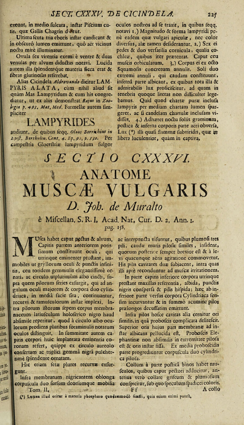 SECZCXXXF, T&gt;E C1C1N7)ELA exeunt, in medio fulcata, inftar Pifeium cu¬ tis, quae Gallis Chagrin d &lt;?itur. Ultima fcuta triaeboris inftar candicant &amp; in obfcuro lumen emittunt, quo aer vicinus nodu mire illuminatur. Ovula fex virentia exemi e ventre &amp; duas venulas per alvum didudas notavi. Lucida autem illa fplendensque materia fieca erat &amp; fibras glutinofas referebat, Alias Cicindela AldrovAndo dicitur LAM¬ PYRIS ALATA, cum nihil aliud fit quam Mas Lampyridum &amp; cum his congre, diatur, ut ex aliis demonftrat Rajm in Zoe- Icgm p. 493, Mat, Med. Fcemella; autem fim- pheiter LAMPYRIDES audiunt, de quibus feqq, oUus Borrkhius in hptft. Bartholtn. Cent. 4. Ep. 92, p. SfO. Per campeftria Gloceftriae lampyridum fulgor oculos noftros ad fe traxit, in quibus feqq, notavi 1.) Magnitudo &amp; forma lampyridi pe¬ ne eadem qua; vulgari apiculae, nec color diverfus, alae tamen defiderantur. 2,) Sex ei pedes &amp; duo verfatilia cornicula, qualia co¬ chleae, quibus iter praetentat. Caput ceu mulcis orbiculatum. 3,1 Corpus ei ex odo Squamofis concretum annulis. Soli duo extremi annuli , qui caudam eonftituunt, inferna parte albicant, ex quibus tota illa &amp; admirabilis lux proficifcitur, ad quam in tenebris quoque literas non difficulter lege¬ bamus. Quid quod chartae purae inclufa lampyris per mediam chartam lumen fpar- geret, ac fi candelam chartulae inclufam vi- difles. 4.) Adhaeret nodu foliis grammam, poftica &amp; inferna corporis parte aeri obverfa. Lux (*) illi quafi flamma; fubviridis, qu» it? libera luculentior, quam in captiva» sectio cxxxn. ! ANATOME MUSCAE VULGARIS D. Joh. de Muraho e Mifcellan, S. R. I, Acad, Nat, Cur. D. 2, Ann. 1. pag. 158, 'Ufea habet caput pfdus &amp; alvum. Capitis partem anteriorem potis- fimum eonftituunt oculi, qui utrinque eminenter proftant, im¬ mobiles ut gryllorum oculi &amp; punitis infini¬ tis, ceu totidem gemmulis elegantiffime or-1 nati» ac circulo utplurimum albo eindi, fu- pra quem pilorum feries exfurgit, qui ad an¬ gulum oculi majorem &amp; corpora duo cylin- driaca, in media facie fita, continuantur, recurvi &amp; ramufculorum inftar implexi. In¬ tra pilorum iftorum fepem corpus membra¬ naceum latiufculum holoferico nigro haud abfimile reperitur, quod a circulo albo ocu- lorum prodiens pluribus foraminulis notatum oculos diftinguir. In fummitate autem ca¬ pitis corpori huic implantata eminentia co¬ ronam refert, quippe ex circulo aureolo confertam ac triplici gemma nigra pulcher¬ rime fplendente ornatam. Hic etiam fetae plures recurvae exfur- gunt. Infra membranam nigricantem oblonga | COtpufcula duo furfum deotfumque mobilia Tom. IIt ac interpunda vifuntur, quibus plumofi tres pili, caudae muris pilofae fimiles , infident, quorum pofterior fernper brevior eft &amp; a le¬ vi quacunque aeris agitatione commovetur. His pilis cavitates duae fubjacent, intra quas illi apte reconduntur ad mufeas irritationem. In parte capitis inferiore corpora utrinque proftant maxillas referentia, albida, pundis nigris confperfa &amp; pilis hifpida; haec ab in¬ feriore parte verfus corpora Cylindriaca fen- fim incurvantur &amp; in fummo acumine pilos praelongos decqflatim emittunt. Infra pilos hofce cavitas alia cernitur ori fimilis, in qua probofeis complicata delitefcir. Superior oris hujus pars membranae ad in¬ ftar albicans pellucida eft. Probofeis Ele- phantinae non abfimiiis in extremitate pilofa eft &amp; oris inftar fifta. £x media probofeidis parte progrediuntur corpufcuia duo cylindri¬ ca pilofa. Collum a parte poftica binos habet mu-» feulos, quibus caput pedori adducitur, an¬ terius vero collare grifeum &amp; plumofum confpicitur, fub quo fpeculum fpadicei coloris. F f A collo