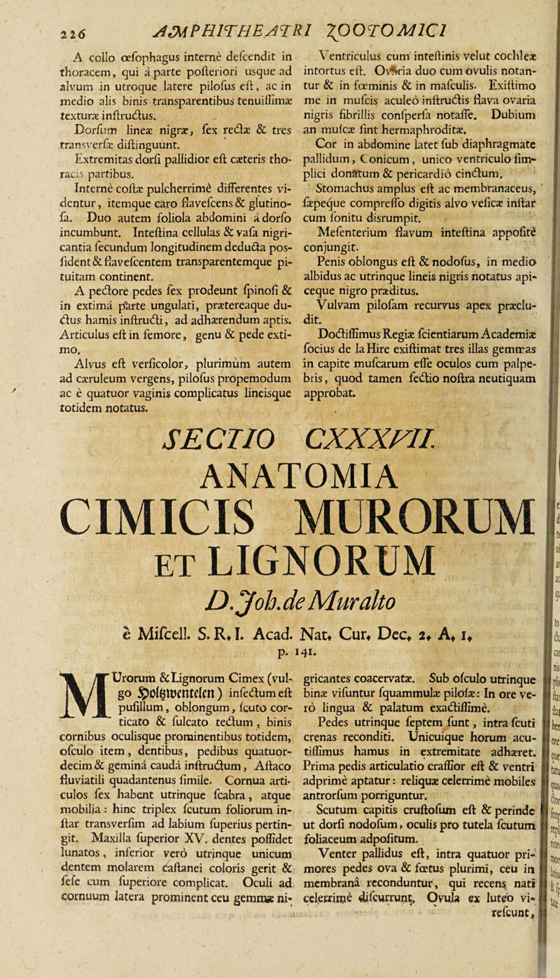 A collo oefophagus interne defcendit in thoracem, qui a parte pofteriori usque ad alvum in utroque latere pilofus eft, ac in medio alis binis transparentibus tenuiffimx texturae inftrudus. Dorfum lineae nigrae, fex redae &amp; tres transverfae diftinguunt. Extremitas dorfi pallidior eft caeteris tho¬ racis partibus. Interne coftx pulcherrimi differentes vi¬ dentur , itemque caro flavefcens &amp; glutino- fa. Duo autem foliola abdomini adorfo incumbunt. Inteftina cellulas &amp; vafa nigri¬ cantia fecundum longitudinem dedu&amp;a pos- fident&amp;flavefcentem transparentemque pi¬ tuitam continent. A pedore pedes fex prodeunt Ipinofi &amp; in extima pkrte ungulati, praetereaque du- dus hamis inftrudi, ad adhaerendum aptis. Articulus eft in femore, genu &amp; pede exti¬ mo. Alvus eft verficolor, plurimum autem ad caeruleum vergens, pilofus propemodum ac e quatuor vaginis complicatus lineisque totidem notatus. SECTIO Ventriculus cum inteftinis velut cochlex intortus eft. Ovaria duo cum ovulis notan¬ tur &amp; in foeminis &amp; in mafculis. Exiftimo me in mufeis aculeo inftrudis flava ovaria nigris fibrillis confperfa notaffe. Dubium an mulex lint hermaphroditx. Cor in abdomine latet fub diaphragmate pallidum. Conicum, unico ventriculo fim- plici donatum &amp; pericardio cindum. Stomachus amplus eft ac membranaceus, fxpeque compreffo digitis alvo veficx inftar cum fonitu disrumpit. Mefenterium flavum inteftina appofit£ conjungit. Penis oblongus eft &amp; nodoftis, in medio albidus ac utrinque lineis nigris notatus api¬ ceque nigro prxditus. Vulvam pilofam recurvus apex prxclu- dit. Dodiflimus Regix fcientiarum Academix focius de laHire exiftimat tres illas gemmas in capite mufearum effe oculos cum palpe¬ bris , quod tamen fedio noftra neutiquam approbat. CXXXFII. ANATOMIA CIMICIS MURORUM el &lt;t t( D. jfoh. de Muralto e Mifccll. S. R* I. Acad. Nat* Cur* Dec* 2♦ A* i* p. 141. to | (k MUrorum &amp; Lignorum Cimex (vul¬ go $0l£iwntdcn ) infedumeft pufillum, oblongum, Icuto cor¬ ticato &amp; fulcato tedum , binis cornibus oculisque prominentibus totidem, olculo item, dentibus, pedibus quatuor- decim &amp; gemina cauda inftrudum, Aftaco fluviatili quadantenus fimile. Cornua arti¬ culos fex habent utrinque fcabra, atque mobilia : hinc triplex fcutum foliorum in¬ ftar transverfim ad labium fuperius pertin¬ git. Maxilla fuperior XV. dentes poflidet lunatos, inferior vero utrinque unicum dentem molarem caftanei coloris gerit &amp; fefe cum fuperiore complicat. Oculi ad cornuum latera prominent ceu gemime ni¬ gricantes coacervatx. Sub ofculo utrinque binx vifuntur fquammulx pilofx: In ore ve¬ ro lingua &amp; palatum exadiffime. Pedes utrinque feptem funt, intra fcuti crenas reconditi. Unicuique horum acu- tiflimus hamus in extremitate adhxret. • Prima pedis articulatio craflior eft &amp; ventri adprime aptatur: reliqux celerrimi mobiles antrorfum porriguntur. Scutum capitis cruftofum eft &amp; perinde ut dorfi nodofum, oculis pro tutela fcutum foliaceum adpofitum. Venter pallidus eft, intra quatuor pri¬ mores pedes ova &amp; fcetus plurimi, ceu in membrana reconduntur, qui recens nati celerrime difeurrunt, Ovula ex luteo vi- refeunt*