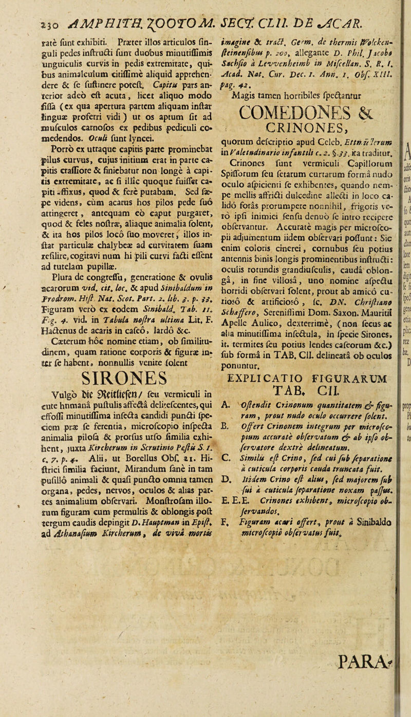 rate funt exhibiti. Praeter illos articulos fin- guli pedes inftrudi funt duobus minutiffimis unguiculis curvis in pedis extremitate, qui¬ bus animalcuium citiffime aliquid apprehen¬ dere &amp; fe fufhnere poteft. Cupitu pars an¬ terior adeo eft acuta, licet aliquo modo iifia (ex qua apertura partem aliquam indar linguae proferri vidi) ut os aptum fit ad mufeulos carnofos ex pedibus pediculi co- medendos. Oculi funt lyncei. Porro ex utraque capitis parte prominebat pilus curvus, cujus initium erat in parte ca¬ pitis craffiore &amp; finiebatur non longe a capi¬ tis extremitate, ac fi illic quoque fuifiet ca¬ piti «ffixus, quod &amp; fere putabam. Sed fae- pe videns» cum acarus hos pilos pede fub attingeret, antequam eo caput purgaret, quod &amp; feles noftrsr, aliaque animalia folent, &amp; ita bos pilos loco fuo moveret, illos in¬ dat particula chalybeae ad curvitatem fuam refilire, cogitavi num hi pili curvi fadi clfent ad tutelam pupilla. Plura de eongreflfu, generatione &amp; ovulis scarorum vtd. cit. loc. &amp; apud Sinibaldum in JProdrom. Hi fi Nat. ScotPart. 2. hb. 3. p. 33. Figuram vero ex eodem Stnibald,, Tab. //. F-g. 4• vid. in Tabuia noftra ultima Lit, F. Hadenus de acaris in cafeo, lardo &amp;c. Caterum boc nomine etiam, ob fimilitu- dinem, quam ratione corporis &amp; figura in¬ ter fe habent , nonnullis venite folent SIRONES Vulgo bic DtritfitfttJ/ feu vermiculi m cute humana puftulis affeda delitefcentes, qui effofll minutiffima infeda candidi pundi fpe- ciem prae fe ferentia, microfcopio infpeda animalia pilofa &amp; prorfus urfo fimilia exhi¬ bent , juxta Kncherum in Scrutinio Peflis S. /. c. 7. p. 4. Alii, ut Borellus Obf. »i. Hi- drici fimilia faciunt. Mirandum fane in tam pufillo animali &amp; quafi pundo omnia tamen organa, pedes, nervos, oculos &amp; alias par¬ ies animalium obfervari. Monftrofam illo- sum figuram eum permultis &amp; oblongis poft tergum caudis depingit D.Hauptman in Eptfi* ad Athanafium Kncherum, de vivi morm imagine &amp; traff, Ge^m. de thermis IFolcken- (leinenfibus p. 200, allegante D. Phil.Jacoba Sacbfio a Lewenhetmb in Mifcellan. S. R. /. Acad. Nat. Cur. Dec. /. Ann« /. Obf. XIH. pag. 42. Magis tamen horribiles fpedantur COMEDONES &amp; CRINONES, quorum deferiptio apud Celeb. Ettn.ielerum m Valetudinarie infantili c. 2. §.33. ita traditur. Crinones funt vermiculi Capillorum SpifTorum feu fetarum curtarum forma nudo oculo alpicienti fe exhibentes,, quando nem¬ pe mellis affridi dulcedine alledi in loco ca¬ lido foras prorumpere nonnihil, frigoris ve¬ ro ipfi inimici fenfu denuo fe intro recipere obfervanrur. Accurate magis per microfco- pii adjumentum iidem obfervari poliunt: Sic enim coloris cinerei, cornubus feu potius antennis binis longis prominentibus inftrudi: oculis rotundis grandiufculis, cauda oblon¬ ga, in fine villosa, uno nomine afpedu horridi obfervari folent, prout ab amico cu¬ rioso &amp; artificioso , Ic. DN, Chrifiiano Sehaffero, Sereniflimi Dom. Saxon. Mauridt Apelle Aulico, dexterrime, (non fecus ac aha minutifllma infedula, in f]?eeie Sirones, it. termites feu potius lendes cafeorum &amp;c.) fub forma in TAB, C1L delineata ob oculos ponuntur. EXPLICATIO FIGURARUM TAB. CII. A Ofiendit Cranonum quantitatem .&amp; figu¬ ram , prout nudo oculo occurrere folent. B. Offert Crinonem integrum per microfcc- pium accurate obfervatum &amp; ab ipfo ob- fervatore dextre delimatum. C. Similis e fi Crino, fed cui fub feparatione a cuticula corporis cauda truncata fuit. D. Itidem Crino e fi alius, fed majorem fub s fui k cuticula Jeparatione noxam pafius. E. E. E. Crinones exhibent 9 microfcopio ob- fervandos, F. Figuram acori offert., prout a Sinibaldo microfcopio obfervatus fuif PARA?