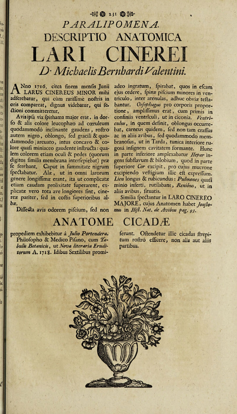 ■« 2-31 «8£§&lt;P* U n PARALIPOMENA, DESCRIPTIO ANATOMICA LARI CINERE D' Michaelis Bernhardi Valentini. ANno 17i(5. circa finem menfis Junii LARUS CINEREUS MINOR mihi adferebatur, qui cum rariffime noftris in oris compareat, dignus videbatur, qui fe. «ftioni committeretur. Avisipla vix fpithama major erat, in dor* fo &amp; alis colore leucophaeo ad coeruleum quodammodo inclinante gaudens, roftro autem nigro, oblongo, fed gracili &amp; quo¬ dammodo i arcuato, intus concavo &amp; co¬ lore quafi miniaceo gaudente inftrutfta: qua¬ lem colorem etiam oculi &amp; pedes (quorum digitos fimilis memhrana interfepiebat) prae fe ferebant. Caput in fummitate nigrum Ipetftabatur. Alae, ut in omni larorum genere longiflimae erant, ita ut complicatae etiam caudam prolixitate fuperarent, ex¬ plicatae vero tota ave longiores fint, cine¬ reae pariter, fed in coftis fuperioribus al¬ bae. Dilfe&lt;fta avis odorem pifcium, fed non adeo ingratum, fpirabat, quos in efcam ejus cedere, fpinae pifcium minores in ven¬ triculo, inter arenulas, adhuc obvi* tefta- bantur. Oefophagus pro corporis propor¬ tione , amplifilmus erat, cum primis in confiniis ventriculi, ut in ciconia. Pentri* culus, in quem definit, oblongus occurre¬ bat, carneus quidem, fed non tam cralfus ac in aliis avibus, fed quodammodo mem- branofus, ut in Tarda, tunica interiore ru¬ gosa infignem cavitatem formante. Hunc in parte inferiore amplexabatur Hepar in¬ gens fubfiavum &amp; bilobium, quod in parte fuperiore Cor excipit, pro cujus mucrone excipiendo veftigium illic eft expreffum. Lien longus &amp; rubicundus: Pulmones quafi minio inferti, rutilabant. Renibus, ut in aliis avibus, fituatis. Similia fpedantur in LARO CINEREO MAJORE, cujus Anatomen habet Jonfio- nm in Hijl. Nat, de Avibus pag. 93. ANATOME CICADA propediem exhibebitur a Julio Portenderam Philofopho &amp; Medico Pifano, cum Ta~ bulis Botanicis, ut Nova literaria Erudi¬ torum A. 1718. Idibus Sextilibus promi- ferunt. Oftendetur illic cicadas ftrepi- tum roftro efficere, non alis aut aliis partibus.