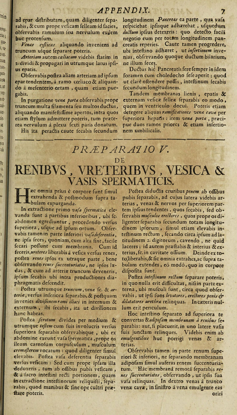 ad epar diftributam ,quam diligenter fepa« rabis, &amp; cum prope veficam felleam id facies, obfervabis ramulum feu nervulum exilem huc protenfum. Venas cyflicas aliquando inveniens ad truncum ulque feparare poteris. Arteriam autem coeliacam videbis ftatim in a- dividi &amp; propagari in utrumque latus ipli- us epatis. Obfervabis poftea aliam arteriam ad i pium epar tendentem, a ramo coeliaco &amp; aliquan¬ do a mefenterio ortam , quam etiam pur¬ gabis. • In purgatione vena porta obfervabis prope truncum multa filamenta feu multos dudus, aliquando manifeftilTime apertos, intra quos etiam ftylum admittere poteris, tum praete¬ rea nervulum a plexu fexti paris donatum. His ita peradis caute fecabis fecundum longitudinem Pancreas ea parte , qua vafa refpiciebat ipfisque adhaerebat , ufquedum duttum ipfius detexpris: quo detedo facili negotio eum per totam longitudinem pan¬ creatis reperies. Caute tamen progredere, ubi inteftino adhaeret , ut infertionem inve¬ nias, obfervando quoque dudum bilarium, ne illum fece|. Dudus hic Pancreatis fere femper in idem foramen cum choledocho fefeaperit; quod ut clare oftendere poliis, inteftinum lecabis fecundum longitudinem. Tandem membranas lienis , epatis SC externam velica? felleae feparabis eo modo, quem in ventriculo docui. Poteris etiam detegere aliquas ramifeationes vena cava per fuperiora hepafis : item vena porta , praeci¬ pue duos ramos priores &amp; etiam infertio¬ nem umbilicalis. PRMPARA110 V. RENIBVS , VRETERIBVS , VESICA &amp; VASIS SPERMATICIS. Haec omnia prius e corpore funt fimul extrahenda &amp; poftmodum fupra ta¬ bulam expurganda. In extradione primo vafa fpermatica ele¬ vanda funt a partibus inferioribus , ubi fc- abdomen egrediuntur , procedendo verfus fuperiora , ufque ad ipfum ortum. Obfer¬ vabis tamen in parte inferiori vafa deferentia, ne ipfa feces, quoniam,cum alta fint,facile fecari poliunt cum membranis. Cum id feceris,uret er es liberabis a vefica verfus renes, poftea renes ipfos ex utraque parte , bene obfervando renes fuccenturiatos, ne ipfos 1 se¬ das , &amp; cum ad arteriae truncum deveneris, iplum fecabis ubi intra produdiones dia¬ phragmatis defeendit. Poftea utrumque truncum, vena fc. &amp; ar¬ teria, verfus inferiora feparabis, &amp; poftquam invenies divi(tonemrami iliaci in internum &amp; externum , ibi fecabis, ita ut divifionem hanc habeas. Poftea ferotum divides per medium &amp; utrumque te flem cum fuis involucris verfus fuperiora feparabis obfervabisque , ubi ex abdomine exeunt vafa fpermatica , prope os ileum carnofum corpufculum , mufculum cremaflerem vocatum : quod diligenter fimul elevabis- Poftea vafa deferentia feparabis Verius veficam : Sed cum prope ipfam illa •deduxeris , tum ab ollibus pubis veficam , &amp; a lacro inteftini redi portionem, quam in extradione inteftinorum reliquifti, fepa¬ rabis, quod manibus &amp; fine ope cultri prae- llarc poteris. Poftea didudis cruribus penem ab ollibus pubis feparabis, ad cujus latera videbis ar¬ terias , venas &amp; nervos per fuperiorem par¬ tem ipfius tendentes , quos fecabis , fed ob¬ fervabis mufculos ereElores , quos prope os di¬ ligenter leparabis fecundum totam longitu¬ dinem ipforum , fimul etiam elevabis in¬ teftinum redum , fecando circa ipfum ad la¬ titudinem 2. digitorum , cavendo , ne quid laceres ; id autem proflabis &amp; interius &amp;ex- terius,fc.in cavitate offium. Deindeexto- tojliberabis,&amp;lic omnia extrahes,ac fupra ta¬ bulam extendes , eo modo,quo in corpore difpofita funt. Poftea inteflinum reclum feparare poteris, in quo nulla erit difficultas, niliin parte ex¬ terna, ubi mufculi funt, circa quod obfer¬ vabis , ut ipli fuos levatores, ereElores penis &amp; dilatatores urethra relinquas. In caeteris nul¬ lum erit periculum. Hoc inteftino feparato ad fuperiora te convertas Enadipofam membranam a renibus fe« parabis: aut,fi placuerit,in uno latere valis fuis jundam relinques. Videbis enim ab emulgentibus huc porrigi venas &amp; ar¬ terias. Obfervabis tamen in parte renum fupe- riori &amp; inferiori, ne feparando membranam adipofam fimul auferas renem fuccenturia- tum. Hac membrana remota feparabis re- nes fuccenturiatos, obfervando , ut ipfis fua vafa relinquas. In dextro venas a trunco venae cavae, infiniftro a vena emulgente eas oriri