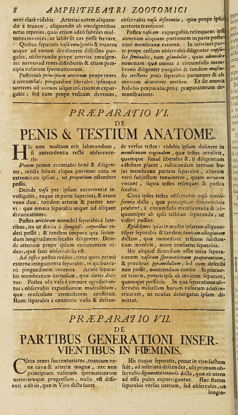 oriri clare videbis. Arterias autem aliquan¬ do a trunco , aliquando ab emulgentibus ortas reperies, quas etiam adeo fubtiles mul- toties in venies, ut labor fit eas poffe fcrvare. ' Quibus feparatis vafa emulgenti a &amp; truncos usque ad eorum divilionem diflfedos pur¬ gabis, obfervando prope arterias emulgen¬ tes nervos ad renes diftributos &amp; etiam prin¬ cipia vaforum fpermaticorum. Poftremo principium ureterum prope renes a circumfula pinguedine liberabis, ipfosque ureteres ad eorum ufqueinfertionem expur¬ gabis 5 fed cum prope vcficam devenies, obfervabis vafi deferentia , quae prope ipiVii ureteres tranfeunt. Poftea veficam expurgabis, relinquens ipfif annexam aliquam portionem inpartepofte-| riori membranae externae. In inferiori par-j te prope collum oblervabis diligenter capfuA lat feminales , tum glandulas , quas adenoidesi nominant: qw* omnia a circumfuiis mem¬ branis diligenter purgabis &amp; tandem mufcu- los er eB ores penis feparabis parumper &amp; ab invicem dilatatores urethrae. Et fic omnia habebis praeparata, pro praeparatorum de- monftratione- WrC tantur. i fSttft I fervabis duos p iliP contmi i rura- P RAIP ARATIO FI. DE PENIS &amp; TESTIUM ANATOME. Hic non multum erit laborandum , fi antecedentia rede obfervave- ris* Penem primo excoriabis bene &amp; diligen¬ ter , relida folum aliqua portione cutis in extremitate ipfius , ut preputium oftendere poliis. Deinde vafa per ipfum excurrentia in veftigabis, eaque in parte luperiori,&amp; erunt venae duae, totidem arteriae &amp; pariter ner¬ vi : quae omnia feparabis usque ad aliquot divaricationes. Poftea urethram nonnihil feparabisa late¬ ribus, ita ut divila a fpongiofs corporibus vi¬ deri poflit ; &amp; tandem corpora ipfa lecun* dum longitudinem fecabis diligenter. Dein¬ de arteriam prope ipfum excurrentem vi¬ deas,quae fane obfervabilis efU Ad tejies poftea redibis, circa quos primo externa integumenta feparabis, m quibus ra¬ ro pinguedinem invenies. Acute fepara¬ bis membranam carnofam , quae dartos dici¬ tur* Poftea ubi vafa e corpore egredieban¬ tur, obfervabis expanfionem mufculofam , quae mufculum cremafterem conftituit. Hunc feparabis a contentis vafis &amp; defeen- de verfus teftes : videbis ipfum delinere in membranam vaginalem , qua: teftes involvit, quamque fimul liberabis &amp;, fi diligentiam adhibere placet , rubicundam tahtum hu¬ jus membranae partem feparabis , alteram vero fubjedam tenuiorem , quam nerveam vocant , fupra teftes relinques &amp; poftea fecabis. Circa ipfos teftes obfervabis vafa varici- formia dida , qua? principium deferentibus praebent, a circumfufis membranulis &amp; ali- quantifper ab ipfis teftibus feparanda , ut videri pollint- Epididymes ipfasir medioipfarum aJiquan- tifper feparabis &amp; tandem tunicam albugineam didam , quae immediate teftium lubftan- tiam involvit, more confueto feparabis. Hic aliquid dicendum effet circa fepara- tionem vafrum Jpermaticorum prxparantium, &amp; praecipue pyramidalium ; fed cum deferibi non polfit, omittendum cenfeo Si placue¬ rit tamen, poteris ipfa ab invicem feparare, quousque poflibile. In qua feparationeob¬ fervabis mifcellam horum vaforum adeo in¬ tricatam , ut oculus defatigatus ipfam di¬ mittat. PRJEPARAl 10 VII. PARTIBUS GENERATIONI INSER¬ VIENTIBUS IN FQEMINIS. utipen lia funi j Dei &amp; inte Jinterni I Ii vafa lin ^ Icavifi incerti tur. Circa renes fuccenturiatos,truncum ve- His itaque feparatis, prout in viro fadum nx cavae &amp; arteriae magnae, nec non fuit, ad inferiora defeendes, ubi primum ob- principium vaforum fpermaticorum [ervabisligamenttt rotunda dida, quae ab utero urererumque progrelTum , nulla eft diffe- ad offa pubis exporriguntur. Haec ftatim enti a ab iis, quae in Viro dida fuere. feparabis verfus uterum, fed obfervabis ,ufc longio- H paru, renes &amp; art opia quo i Intel rabis R duir A ii |j?M bil ni( au
