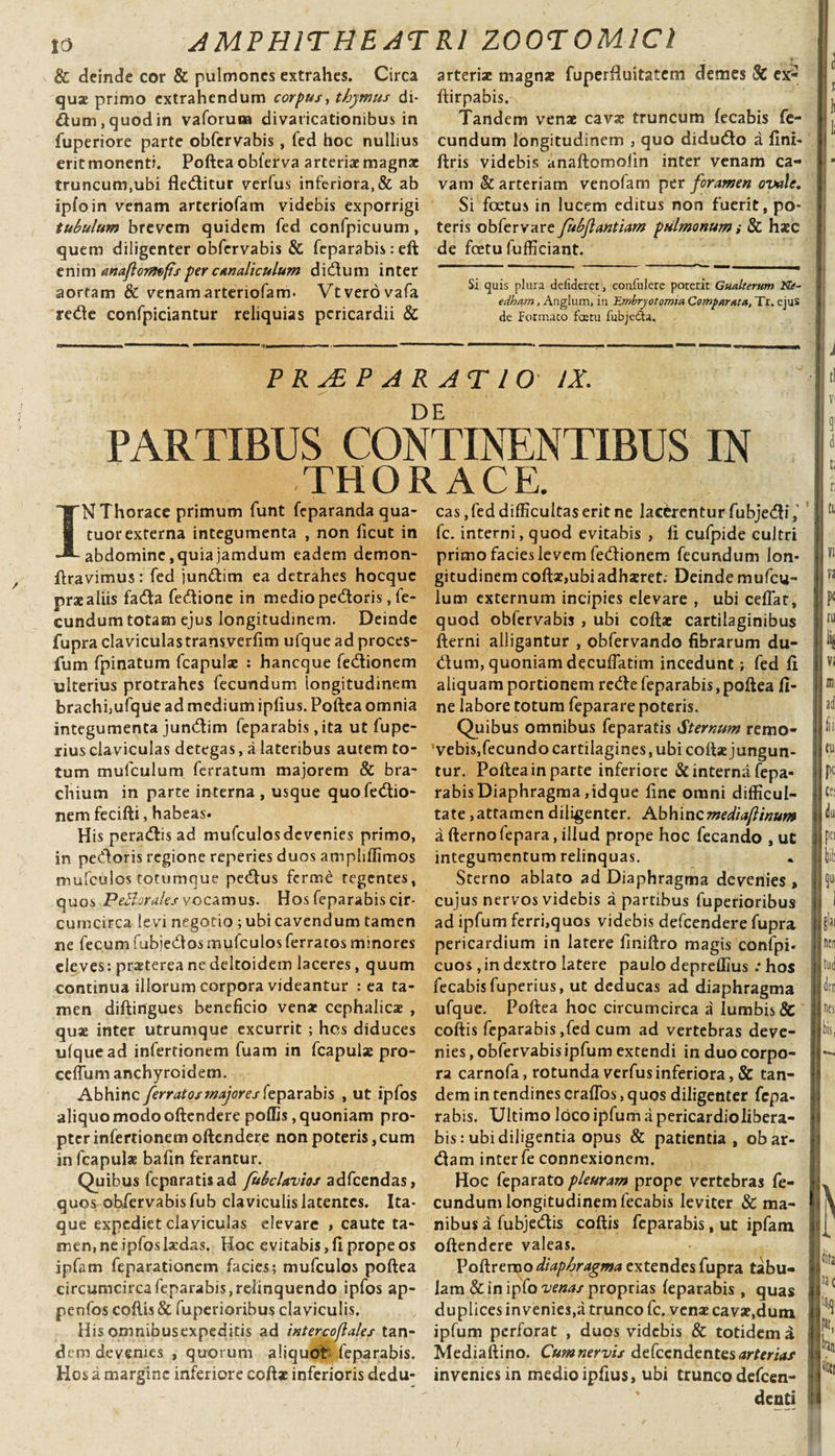 &amp; deinde cor &amp; pulmones extrahes. Circa quae primo extrahendum corpus, thymus di- &amp;um,quodin vaforum divaricationibus in fuperiore parte obfervabis, fed hoc nullius erit monenti. Poftea obferva arteriae magnae truncum,ubi fledlitur verfus inferiora,&amp; ab ipfoin venam arteriofam videbis exporrigi tubulum brevem quidem fed confpicuum, quem diligenter obfervabis &amp; feparabis:eft enim anaflorrtofis per canaliculum didlum inter aortam &amp; venam arteriofam- Vtverovafa re&amp;e confpiciantur reliquias pericardii &amp; arteriae magnae fuperfiuitatem demes &amp; ex- ftirpabis. ^ Tandem venae cavae truncum fecabis fe¬ cundum longitudinem , quo didudlo a fini- | ftris videbis anaftomofin inter venam ca¬ vam &amp; arteriam venofam per foramen ovale. Si foetus in lucem editus non fuerit, po¬ teris obfervare fubfantiam pulmonum» &amp; haec de foetu fufficiant. Si quis plura defideret, condidere poterit Gualterum Ne- edham, Anglum, in Embryotomta Comparata, Tr. ejus de Formato fcctu fubjeda. i PRAEPARATIO IX. DE PARTIBUS CONTINENTIBUS IN THORACE. IN Thorace primum funt feparanda qua- tuor externa integumenta , non ficut in abdomine,quiajamdum eadem demon- ftravimus: fed jundtim ea detrahes hocquc prae aliis fadta fedione in medio pedoris, te- cundum totam ejus longitudinem. Deinde fupra claviculas transverfim ufque ad proces- fum fpinatum fcapulae : haneque fedionem ulterius protrahes fecundum longitudinem brachijufqiie ad medium ipfius. Poftea omnia integumenta jundim feparabis ,ita ut fupe- rius claviculas detegas, a lateribus autem to¬ tum mufculum ferratum majorem &amp; bra¬ chium in parte interna , usque quofedtio- nemfecifti, habeas. His peratftis ad mufculos devenies primo, in pecftoris regione reperies duos ampbffimos mufculos totumque pedtus ferme tegentes, quos PeBorales vocamus. Hos feparabis cir¬ cumcirca levi negotio ; ubi cavendum tamen ne fecum fubje&amp;os mufculos ferratos minores eleves: praeterea ne deltoidem laceres, quum continua illorum corpora videantur rea ta¬ men diftingues beneficio venae cephalicae , quae inter utrumque excurrit ; hes diduces ufque ad infertioriem fuam in fcapulae pro- ccfTum anchyroidem. Abhinc ferratos majores feparabis , ut ipfos aliquo modo oftendere poffis, quoniam pro¬ pter infertionem oftendere non poteris, cum in fcapulae bafin ferantur. Quibus fcparatisad fubclavios adfcendas, quos obfervabis fub claviculis latentes. Ita¬ que expediet claviculas elevare » caute ta¬ men, ne ipfos laedas. Hoc evitabis, fi prope os ipfam feparationem facies; mufculos poftea circumcirca feparabis,relinquendo ipfos ap- penfos coftis &amp; fuperioribus claviculis. His omnibusexpeditis ad intercoflales tan¬ dem devenies , quorum aliquot feparabis. Hos a margine inferiore coftae inferioris dedu¬ cas , fed difficultas erit ne lactrentur fubjecli fc. interni, quod evitabis , fi cufpide cultri primo facies levem fedionem fecundum lon¬ gitudinem coftx,ubi adhaeret; Deinde mufcu¬ lum externum incipies elevare , ubi cefiat, quod obfervabis , ubi coftae cartilaginibus fterni alligantur , obfervando fibrarum du- dum, quoniam decufiatim incedunt; fed fi aliquam portionem redle feparabis, poftea fi¬ ne labore totum feparare poteris. Quibus omnibus feparatis Sternum remo¬ vebis,fecundo cartilagines, ubi coftae jungun- tur. Poftea in parte inferiore &amp; interna fepa¬ rabis Diaphragma ,idque fine omni difficul¬ tate, attamen diligenter. Abhincmediaftinum a fterno fepara, illud prope hoc fecando , uC integumentum relinquas. Sterno ablato ad Diaphragma devenies » cujus nervos videbis a partibus fuperioribus ad ipfum ferri,quos videbis defeendere fupra pericardium in latere fmiftro magis confpi- cuos , in dextro latere paulo depreffius .* hos fecabisfuperius, ut deducas ad diaphragma ufque. Poftea hoc circumcirca a lumbis &amp; coftis feparabis,fed cum ad vertebras deve¬ nies , obfervabisipfum extendi in duo corpo¬ ra carnofa, rotunda verfus inferiora, &amp; tan¬ dem in tendines craflos, quos diligenter fepa¬ rabis. Ultimo loco ipfum a pericardiolibera- bis: ubi diligentia opus &amp; patientia, obar- dam inter fe connexionem. Hoc feparato pleuram prope vertebras fe¬ cundum longitudinem fecabis leviter &amp; ma¬ nibus a fubjeiftis coftis feparabis, ut ipfam oftendere valeas. Poftremo diaphragma extendes fupra tabu¬ lam &amp; in ipfo venas proprias feparabis , quas duplices invenies,a trunco fc. venae cavae,dum ipfum perforat , duos videbis &amp; totidem a M e d i a ft i n o. Cum nervis defeendentes arterias invenies in medio ipfius, ubi trunco defeen- denti