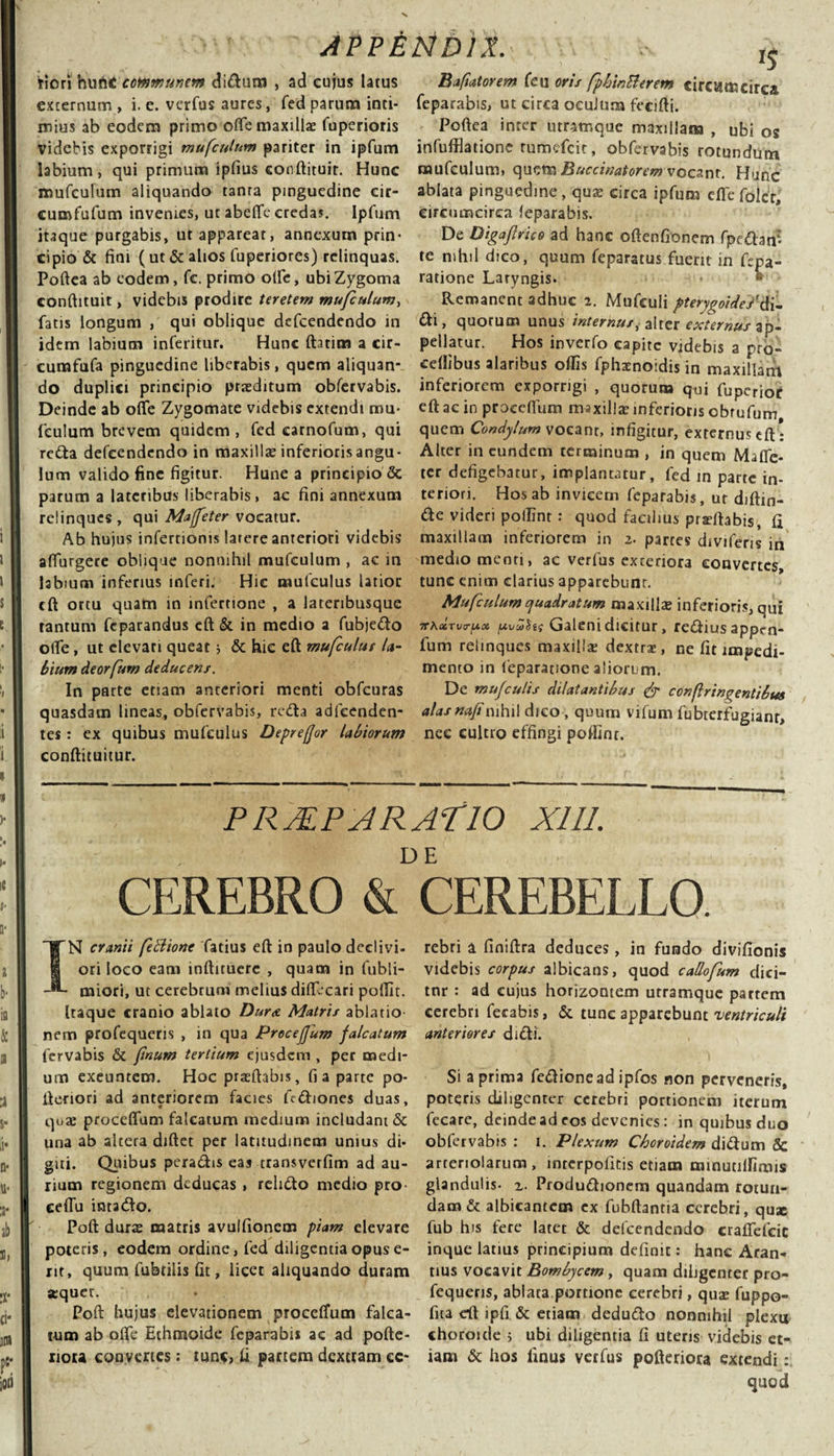 flori hunc communem didura , ad eujus latus externum, i. e. verfus aures, fed parum inti¬ mius ab eodem primo ofte maxillae fuperioris videbis exporrigi mufcutnm pariter in ipfum labium, qui primum ipfius eonftituit. Hunc mufeulum aliquando tanra pinguedine cir- cumfufum invenies, ut abeflfe credas. Ipfum itaque purgabis, ut appareat, annexum prin¬ cipio &amp; fini ( ut &amp; alios fuperiores) relinquas. Poftea ab eodem, fc. primo olle, ubiZygoma conftituit, videbis prodire teretem mu/culum, fatis longum , qui oblique defeendendo in idem labium inferitur. Hunc ftatim a cir- cumfufa pinguedine liberabis, quem aliquan¬ do duplici principio praeditum obfervabis. Deinde ab ofife Zygomate videbis extendi mu- fculum brevem quidem, fed carnofum, qui reda defeendendo in maxillae inferioris angu¬ lum valido fine figitur. Hune a principio &amp; parum a lateribus liberabis, ac fini annexum relinques, qui Majfeter vocatur. Ab hujus infertioms larere anteriori videbis afiurgere oblique nonnihil mufeulum , ac in labium inferius inferi. Hic mufculus latior cft ortu quam in infertione , a lateribusque tantum feparandus cft &amp; in medio a fubjedo o(Te, ut elevari queat; &amp; hic eft mufculut la¬ bium deorfum deducens. In parte etiam anteriori menti obfcuras quasdam lineas, obfervabis, reda adfcenden- tes : ex quibus mufculus Depreffor labiorum conftituitur. Bafiatorem feu oris fpbinBeretn circumcirca fe par a bis, ut circa oeuJum fecifti. Poftea inter utramque maxillam , ubi os infufflatione rumefeie, obfervabis rotundum mufeulum, quem Buccinatorem vocant. Hunc ablata pinguedine, qua; circa ipfum die folcr, circumcirca ieparabis. De Digaflrico ad hanc oftenfionem fpedarf te nihil dico, quum feparatus fuerit in fepa- ratione Laryngis. Remanent adhuc 2. Mufculi pterygoidei'&amp; i. di, quorum unus internus, alter externus ap¬ pellatur. Hos inverfo capite videbis a pro- ceftibus alaribus offis fphatnoidis in maxillam inferiorem exporrigi , quorum qui fuperiof eft ac in proceflum maxilla; inferioris cbtufum quem Condylum vocanr, infigitur, externus cft : Alter in eundem terminum , in quem Mafle- ter defigebatur, implantatur, fed in parte in¬ teriori. Hos ab invicem feparabis, ur diftin- de videri poffint: quod facilius pradtabis, fi maxillam inferiorem in 2. parces diviferis in medio menti, ac verfus exceriora convertes tunc enim clarius apparebunt. Mufeulum quadratum maxilla; inferioris, qui itKatrvirfAx uvuhs Galeni dicitur, rediusappen- fum relinques maxilla; dextrae, ne fit impedi¬ mento in feparatione aliorum. De mufculis dilatantibus &amp; conflringentibus alasnafinihil dico, quum vifum fubterfugianr, nec cultro effingi poffint. PRJEPJRAtlO Xlll. CEREBRO ^CEREBELLO. IN cranii feBione fatius eft in paulo declivi¬ ori loco eam inftituerc , quam in fubli- miori, ut cerebrum melius difficari poffit. Itaque cranio ablato Duret Matris ablatio nem profequeris , in qua Procejjum falcatum fervabis &amp; ftnum tertium ejusdem , per medi¬ um exeuntem. Hoc praeftabis, fi a parte po- ileriori ad anteriorem facies ftdiones duas, qua; proceflum falcatum medium includant &amp; una ab altera diftet per latitudinem unius di¬ giti. Quibus peradis eas ttansverfim ad au¬ rium regionem deducas , relido medio pro eeflu intado. Poft durae matris avulfionem piam elevare poteris, eodem ordine, fed diligentia opus e- nt, quum fubtilis fit, licet aliquando duram aequer. Poft hujus elevationem proceflum falca¬ tum ab ofle Ethmoide feparabis ac ad pofte- riora convertes: tunc, fi partem dextram ce¬ rebri a finiftra deduces, in fundo divifionis videbis corpus albicans, quod cadofum dici- tnr : ad cujus horizontem urramque partem cerebri fecabis, &amp; tunc apparebunt ventriculi anteriores didi'. Si a prima fedionead ipfos non perveneris, poteris diligenter cerebri portionem iterum fecare, deinde ad eos devenies : in quibus duo obfervabis : 1. Plexum Choroidem didum &amp; arteriolarum, lnrerpolltis etiam minutilfimis glandulis- 2. Produdionem quandam rotun¬ dam &amp; albicantem ex fubftantia cerebri, quae fub his fere latet &amp; defeendendo crafiefcic inque latius principium definit: hanc Aran- tius vocavit Bombycem, quam diligenter pro- fequeris, ablata portione cerebri, quae fuppo- fita cft ipfi &amp; etiam dedudo nonnihil plexu choroide i ubi diligentia fi uteris videbis et¬ iam &amp; hos linus verfus pofteriora extendi: quod