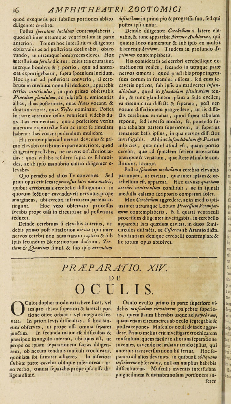 quod exequeris per fubtiles portiones ablato diligenter cerebro. Poftea fpeculum lucidum contemplaberis , quodeft inter utrumque ventriculum in parte anteriori. Totum hoc intcrlbrium diligenter obfervabis ac ad pofteriora declinabis, obfer- vando, ut utramque bombycem eleves. Hoc interfluium fornix dicitur: cujus tria crura funt, uterque bombyx &amp; 3- portio , quae ad anteri¬ ora exporrigebatur, fupra fpeculum lucidum. Hoc igitur ad pofteriora eonverfo , fi cere¬ brum in medium nonnihil deduces, apparebit tertius ventriculus , in quo primo obfervabis Pinealem glandulam, ac fub ipfa 4. eminentias albas, duas pofteriores, quas Nates vocant, &amp; duas anteriores, quas Tefles nominant. Poftea in parte anteriore ipfius ventriculi videbis du¬ as alias eminentias , qua; a pafteriore verfus anteriora exporre&amp;ae funt ac inter fe rimulam habent: has vocant pudendum muliebre. His contemplatis ad nervos devenies &amp; pri¬ mo elevabis cerebrum in parte anteriore, quod diligenter praeftabis, ne nervos olfa&amp;orioslae¬ das : quos videbis reddere fupra os Ethmoi- des, ac ab ipfo manubrio cultro diligenter e- levabis. Quo peratto ad alios Te convertes. Sed prius opus erit fecareprocefjus latos durst matris, quibus cerebrum a cerebello diftinguitur : in quorum fc&amp;ione cavendus eft nervulus prope marginem, ubi cerebri inferiorem partem at¬ tingunt. Hoc vero obfervato proceffus fecabis prope oftfa in circuitu ac ad pofteriora reduces. Deinde cerebrum fi elevabis anterius, vi¬ debis primo poft olfaftorios nervos (qui inter nervos cerebri non numeranturj opticos &amp; fub iplis fecundum Neotericorum dueftum , Ter¬ tium &amp; Quartum fimul, &amp; fub ipfo nervulum diflinBum in principio &amp; progreflu fuo, fed qui poftea ipfi unitur. Deinde diligenter Cerebellum a latere ele¬ vabis,&amp; tunc apparebit Nervus Auditorius, qui quinto loco numeratur &amp; fub ipfo ex multis filamentis Sextum. Tandem in profundo Se¬ ptimum contemplaberis. His confidcratis ad cerebri cerebellique ex- traftionem venies , fecando in utraque parte nervos omnes : quod p eefi ibis prope ingres- fum eorum in foramina oliium; fed cum fe- caveris opticos, fub ipfis animadvertes infun¬ dibulum y quod in glandulam pituitariam ten¬ dit, &amp; tunc glandulam ipfam a fede evelles; ea circumcirca difiefla &amp; feparata , poft ner¬ vorum difle&amp;ionem progredere , ut iis difie- &amp;is eerebrum extrahas , quod fupra tabulam repone, fed inverfo modo, fc. ponendo fu¬ pra rabulam partem fuperiorem , ut foperius remaneat bafis ipfius , in qua nervos diif&amp;os inveftjgabis. Abhincinfundibutum &amp; Pontem infpicies , quae nihil aliud eft, quam portio cerebri, qua; ad fpinalem feriem arteriarum praecipue &amp; venarum, quae Rete Mirabile con- ftituunt, locatur. Poftea fpinalem medullam a cerebro elevabis parumper, ut cavitas, qua; inter ipfam &amp; ce- rebellum eft, apparear. H/ec cavitas quartum cerebri ventriculum conftitbit , ac in fpinali medulla calamo feriptorio comparari folet. Mox Cerebellum aggredere, ac in medio ipfi¬ us inter utrumque Lobum Proce(fum Vermifor¬ mem contemplaberis, &amp; fi quarti ventriculi proceflum diligenter inveftigabis, in cerebello apparebit lata qusedam cavitas, in duos femi- circulos diftra&amp;a, ac Ciflerna ab Arantiodi&amp;a. Subftantiam denique cerebelli contemplare &amp; fie totum opus abfolves. PR/EPARATIO. XIV. OCULI S. OCulos duplici modo extrahere licet, vel fcalpro ablata fuperiori &amp; laterali por¬ tione oftea; orbita;: vel integra ea fer- vata- In priori levis difficultas, fi hoc tan¬ tum obferves , ut prope olla omnia fepares junttim. In fecunda major eft difficultas &amp; praecipue in angulo interno, ubi opus eft, ut prope os ipfam feparationem facias diligen¬ tem , ob nexum tendinis mufculi trochlearis, quoniam ibi firmiter adhaeret. In inferiori Orbita; parte cavebis oblique inferiorem: u- novetbo, omnia fcpacabis prope ipfa offa di¬ lige ntifli me. Oculo evulfo primo in parte fuperiore vi¬ debis mufculum elevatorem palpebra; fuperio- ris, quem ftatim liberabis usque ad palpebram, quam etiam circumcirca ab oculo fegregabis Sc poftea repones. Mufculos oculi deinde aggre¬ dere. Primo melius eritinveftigare trochlearem mufculum, quem facile in aliorum feparatione invenies, cavendo ne ludatur tendo ipfius, qui anterius transverfim nonnihil fertur. Hocfe- paratoad alios devenies, in quibus fi obliquum inferiorem obfervabis, nullam amplius habebis difficultatem. Mufeulis inventis interfufam pinguedinem &amp; membranofam portionem au¬ feres P3 eo ut (jU eu mi in1 fe. pti P'i tri ini res pio M, mol cfle tur: bis i! mi titar praii letet tem I venae fe p; vct(i)! fcalpr illi footi titur Itui c feira Mcn Hoc i netii