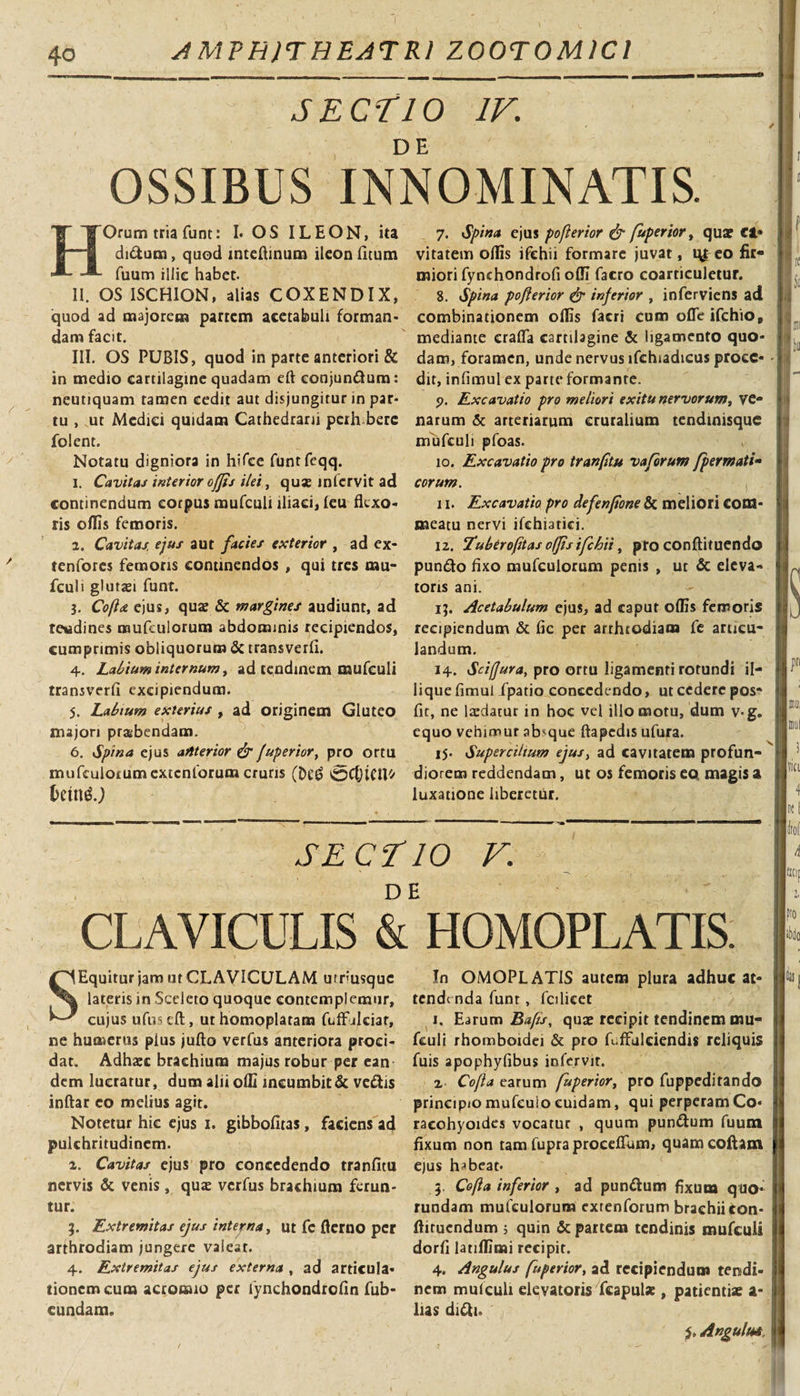 SECTIO IV. OSSIBUS INNOMINATIS. HOrum tria funt: I. OS ILEON, ita di&amp;um, quod inteftinum ileon Titum fuum illie habet. II. OS ISCHION, alias COXENDIX, quod ad majorem partem acetabuli forman¬ dam facit. III. OS PUBIS, quod in parte anteriori &amp; in medio cartilagine quadam eft eonjundum: neutiquam tamen cedit aut disjungitur in par¬ tu , ut Medici quidam Cathedrarii perh bete folent. Notatu digniora in hifce funtfeqq. i. Cavitas interior offis ilei, quas infervit ad continendum corpus mufculi iliaci, leu flexo¬ ris oflis femoris. 2. Cavitas, ejus aut facies exterior , ad ex- tenfores femoris continendos , qui tres mu¬ fculi gluraei funt. j. Coflet ejus, quas &amp; margines audiunt, ad tewdines mufculorum abdominis recipiendos, cumprimis obliquorum &amp; transverfi. 4. Labium internum, ad tendinem mufculi transverfi excipiendum. 5. Labium exterius , ad originem Gluteo majori praebendam. 6. Spina ejus aftterior &amp; fuperior, pro ortu mufeuioium extentorum cruris (De£ OCfjtCU'/ 7. Spina ejus pofterior &amp; fuperior, qua? €1* vitatem oflis ifchii formare juvat, ty; eo fir¬ miori fynchondrofi ofli facro coarticuletur. 8. Spina pofterior &amp; inferior , inferviens ad combinationem oflis facri cum ofleifchio, mediante crafla cartilagine &amp; ligamento quo¬ dam, foramen, unde nervus lfchiadicus proce¬ dit, infimul ex parte formante. 9. Excavatio pro meliori exitu nervorum, ve¬ narum &amp; arteriarum cruralium tendinisque rrfufculi pfoas. 10. Excavatio pro tranfitu vaforum fpermati- eorum. 11. Excavatio pro defenfione &amp; meliori com¬ meatu nervi ifchiatici. 12. Tuberofitas offis ifchii, pto conftituendo pun&amp;o fixo mufculorum penis , ut &amp; eleva¬ toris ani. ij. Acetabulum ejus, ad caput oflis femoris recipiendum &amp; fic per arthtodiam fe articu¬ landum. 14. Sciffura, pro ortu ligamenti rotundi il- lique fimul fpatio concedendo, ut cedere pos* fit, ne laedatur in hoc vel illo motu, dum v-g. equo vehimur absque ftapedis ufura. 15. Supercilium ejus, ad cavitatem profun¬ diorem reddendam, ut os femoris eo magis a luxatione liberetur. SE CT10 V. CLAVICULIS &amp; HOMOPLATIS. SEquitur jam ut CLAVICULAM urf usque lateris in Sedeto quoque contemplemur, cujus ufuseft, uthomoplatam fuffukiar, ce humerus plus jufto verfus anteriora proci¬ dat. Adhaec brachium majus robur per ean dem lucratur, dum alii ofli incumbit &amp; vefiis inftar co melius agit. Notetur hic ejus x. gibbofitas, faciens ad pulchritudinem. 2. Cavitas ejus pro concedendo tranfitu nervis &amp; venis, qus verfus brachium ferun¬ tur. 3. Extremitas ejus interna, ut fe fierno per arthrodiam jungere valeat. 4. Extremitas ejus externa , ad articula¬ tionem cum acromio per lynchondrofin fub- eundam. In OMOPLAT1S autem plura adhuc at¬ tendenda funt, fcilicet 1. Earum Bafis, quae recipit tendinem mu¬ fculi rhomboidei &amp; pro fuffulciendis reliquis fuis apophyfibus infervit. 2 Cofla earum fuperior, pro fuppeditando principio mufeuio cuidam, qui perperam Co« racohyoides vocatur , quum pun&amp;um fuum fixum non tam lupra proceflTum, quam coftam ejus habeat* 5. Cofia inferior , ad punttum fixum quo* rundam muCculorum exrenforum brachii Con- fiiruendum j quin &amp; partem tendinis mufculi dorfi latiflimi recipit. 4. Angulus fuperior, ad recipiendum tendi¬ nem mufculi elevatoris fcapulx , patientiae a- lias difti* Angulus,