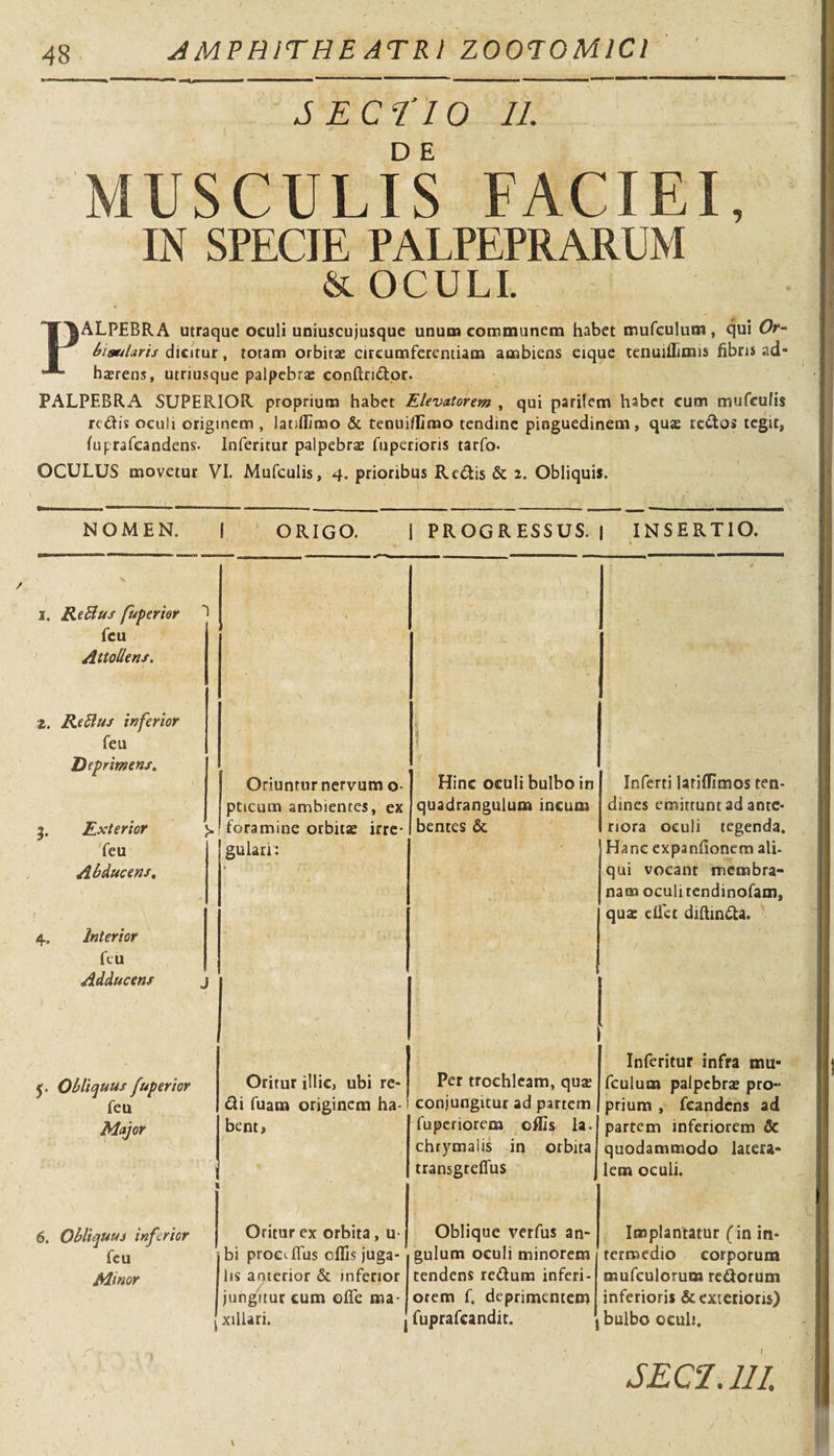 SECTIO 11. MUSCULIS FACIEI, IN SPECIE PALPEPRARUM &amp; OCULI. PALPEBRA utraque oculi uniuscujusque unum communem habet mufculum, qui Or- bimlaris dicitur, totam orbitas circumferentiam ambiens eique tenuiffimis fibris ad- hasrens, utnusque palpebras conftri&amp;or. PALPEBRA SUPERIOR proprium habet Elevatorem , qui parilem habet cum mufculis redis oculi originem , latiffimo &amp; tenuiflimo tendine pinguedinem, quas redos tegit, fuprafcandens. Inferitur palpebra fuperioris tarfo- OCULUS movetur VI. Mufculis, 4. prioribus Redis &amp; 2. Obliquis. NOMEN. f ORIGO. j PROGRESSUS. | INSERTIO. 1 1 V 1. ReBus fuperior 1 • » »y .  ( / fcu Attollens. a z. KeBus inferior feu 'Deprimens. 1' 4 1 Inferti lariffimos ten- Oriuntur nervum 0 Hinc oculi bulbo in pticum ambientes, ex quadrangulum incum dines emittunt ad ante- 3. Exterior foramine orbitae irre- bentes &amp; riora oculi tegenda. feu gulari: Hanc expanfionem ali- Abducens. • qui vocant membra- - nam oculi rendinofam, quae elfct diftinda. 4. Interior fcu Adducens j * • Inferitur infra mu* 5. Obliquus fuperior Oritur illic, ubi re- Per trochleam, qute fculum palpebrae pro- feu di fuam originem ha- conjungitur ad partem prium , fcandens ad Major bent, fuperiorem offis la. partem inferiorem &amp; chrymalis in orbita quodammodo latera- \ 1 transgreffus lem oculi. 6. Obliquus inferior Oritur ex orbita , u- Oblique verfus an- Implantatur f in in- fcu bi proc^ITus offis juga- gulum oculi minorem termedio corporum Minor iis anterior &amp; inferior tendens redum inferi- mufculorum redorum jungitur cum olfe ma- orem f. deprimentem inferioris &amp; exterioris) \ xillari. j fuprafcandit. bulbo oculi. SEC2.11I.