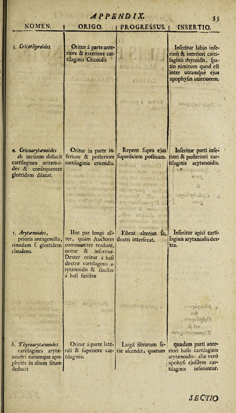 3. Cricothyroidei 4. Cricoarytenoidei ab invicem diducit cartilagines aritaenoi- des &amp; confequenter glottidem dilatat. 5. Arytenoidcs, prioris antagonifta rimulam f. glottidem claudens. 6, !Thyroarytenoidei cartilagines arytae- noideS earumque apo- phyiis in alium fitum deducit t APPENDIX. 5S | ORIGO. PROGRESSUS. | INSERTIO, Oritur a parte ante¬ riore &amp; exteriore car¬ tilaginis Cricoidis Oritur in parte in¬ feriore &amp; pofteriore cartilaginis cricoidis. t U Inferitur labio infe¬ riori &amp; interiori carti¬ laginis thyroidis, fpa- tio nimirum quod eft inter utram^ue ejus apophyfin triferiorem. |.J J VT ^ Repens fupra ejus■ Inferitur parti infe- fuperficiem pofticam. riori &amp; pofteriori car- I tilaginiS arytamoidis. \ v .• fJ &gt; • • • •. Xj f fjya a . ) 1. .. ,.! j \ • • r. A ** . v ,\V., * i Hoc par longe ali- Fibras alterius fc, j Inferitur apici carti ter, quam Audores dextri interfecat. communiter tradunt, oritur &amp; inferitur. Dexter oritur a bafi dextra? cartilaginis a- rytamoidis &amp; finifter a bali finiftra: Oritur a parte late^ rali &amp; 1'uperiore car¬ tilaginis. laginis arytamodisdex» trac. . v\'1CVv\ \ - &gt; y'j t)v 'V‘‘\v 'VIiV*j/.v Largd fibrarum (e- quadam parti ante* rie afeendit* quarum riori bafis cartilaginis arytsenoidis: alia: vero j apohyfi ejufdem car¬ tilaginis inferuntur. i E CTIO