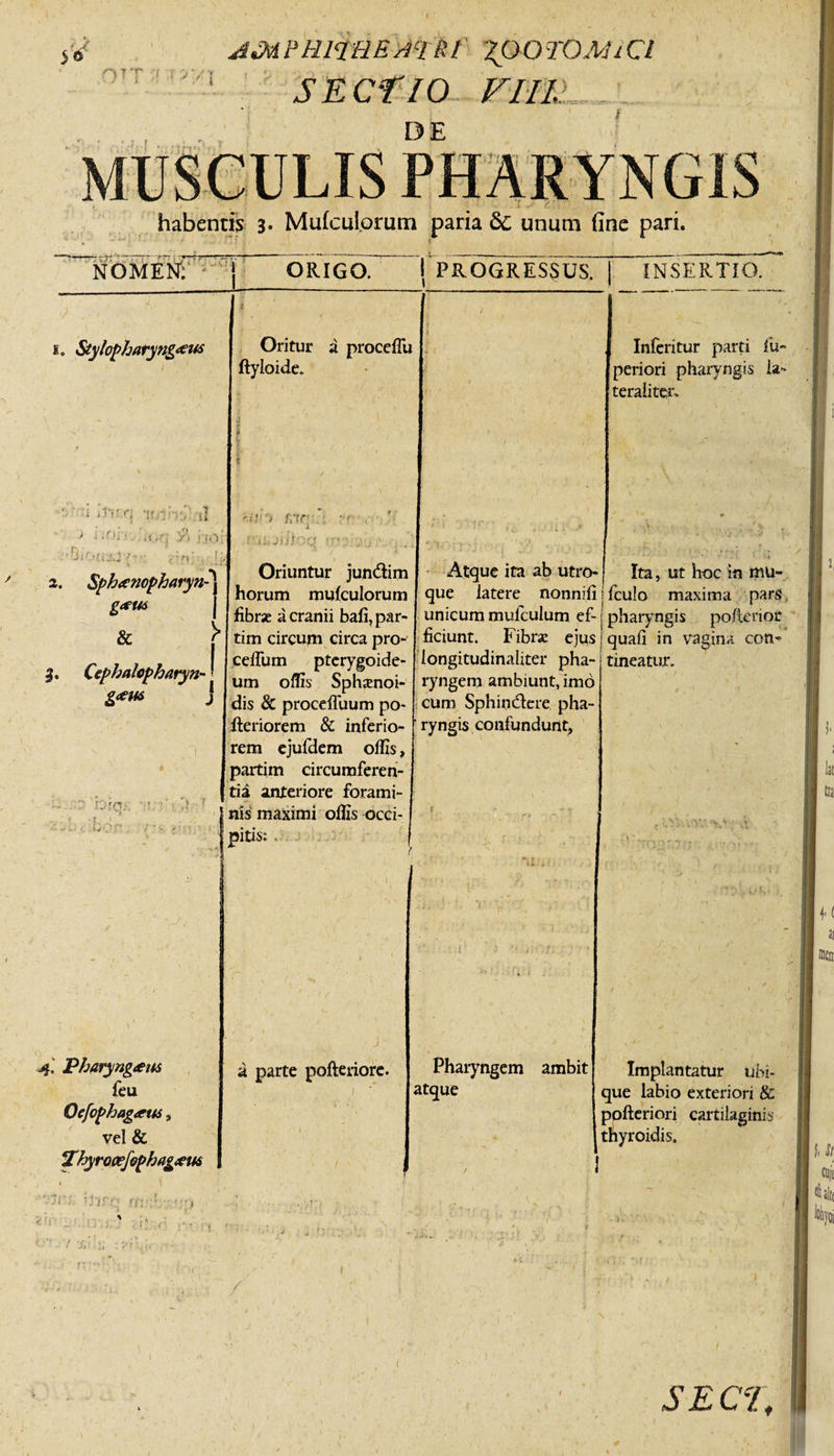 id JMPHItaEATRl 'ZpOTOMiCl SECTIO VIII. DE habentia 3« Mufculprum paria &amp;c unum fine pari. NOMEN; i ORIGO. i PROGRESSUS. INSERTIO. i. Stylopharyngeus ' -i itrr; *ir,Vv,‘ tl 1 &gt; -fi'- ii, 9&gt; ii0: / » r-j : 2. Sphenopharyn- geus &amp; ^ Oritur a proceffu ftyloide. Infcritur parti fu- periori pharyngis ia- teraiiter. Cephalopharyn- j gem ■ io r q.-. ■ L J. ' &gt; £1q -&lt;■ JiJr• 1 Oriuntur jundim horum mulculorum fibrae a cranii bafi, par- tim circum circa pro- ceffum pterygoide¬ um offis Sphamoi- dis &amp; proceffuum po- fteriorem &amp; inferio¬ rem ejufdem offis, partim circumferen¬ tia anteriore forami¬ nis maximi offis occi¬ pitis: . Atque ita ab utro¬ que latere nonnifi unicum mufculum ef¬ ficiunt. Fibra ejus longitudinaliter pha¬ ryngem ambiunt, imo cum Sphindere pha¬ ryngis confundunt. Ita, ut hoc in mu- fculo maxima pars pharyngis poflenor quali in vagina con- tineatur. ! &lt;4. Pharyngeus feu Qefophageus, vel &amp; Hhyrocejophageus 1 -r; ij*rp nv:'- ■ ) 1 ■'* ' 7 ’Jj‘ ■L- (r .*•: • a parte pofteriore. Pharyngem ambit atque Implantatur ubi¬ que labio exteriori &amp; pofteriori cartilaginis tnyroidis. i /