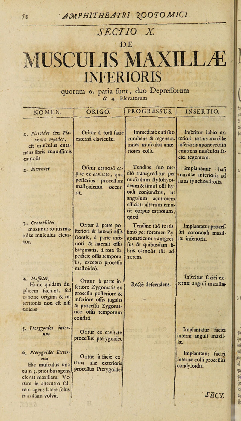 SECTIO X. DE INFERIORIS quorum 6. paria fune, duo Depreflorum &amp; 4. Elevatorum NOMEN. j E, platoides feta Pia- tismn, myodes, eft mufculus cuta¬ neus fibris renuiffimis carnofis \:: !: r' : ■•'v ' ■! Bive&amp;ter Crotaphhes maximus totius ma- jiillae mufculus eleva- lGrs 4. 'Majjeter. Hunc quidam du plicem faciunt, ftd natione originis &amp; in- fcrtionis non eft nifi unicus Pterygoidei inter• ntM 4. Pterygoidei Exter¬ ritu Hic mufculus una cum prioribus agens elevat maxillam. Ve¬ rum in alterutro fal sem agens latere folus in axillam volvit* ORIGO. Oritur &amp; tota facie externa claviculae. Oritur carnoso ca¬ pite ex cavitate, qua? polleri us procefiurn mafioideum occur rite Oritur a parte po fteriori &amp; laterali offis frontis, i parte infe¬ riori &amp; laterali offis bregmatis, a tota fu- pesficie offis tempora iis, excepto proeelfu maftoideo. Oritur ^ parte in ■ feriore Zygomatis ex proccffu pofteriore &amp; inferiore offis jugalis &amp; proeelfu Zygoma¬ tico offis temporum conflati Oritur ex cavitate proeelfus pterygoidei. Oritur a facie ex¬ terna alae exterioris proeelfus Pterygoidei i V , J j PROGRESSUS. | Immediate cuti fue- cumbens &amp; tegens o- mnes mufculos ante riores colli* Tendine fuo mc» di6 transgreditur per mufeulum ftylohyoi- deum«5;: fimul offi hy oidi conjun&amp;us, ut angulum acutiorem efficiat:alterum emit- rit corpus carnofum &gt;’ quod Tendine fuo fortis fimo per foramen Zy gomaticum transgres fus &amp; quibusdam fi¬ bris carnofis ilii ad¬ haerens. Re&amp;e defeendens. INSERTIO. Inferitur labio ex¬ teriori totius maxillae inferioris aponevrofin emittens mufculos fa* cici tegentem. i im plantatur bafl maxillae inferioris ad latus fyndxondrofis. Implantatur procef- fui coronoidi maxil¬ lae inferioris» Inferitur faciei ex¬ ternae anguli maxillas- Implantatur faciei interni anguli maxil¬ lae. Implantatur faciei internae colli proeeflus condyloidis. SECl e. &lt;r
