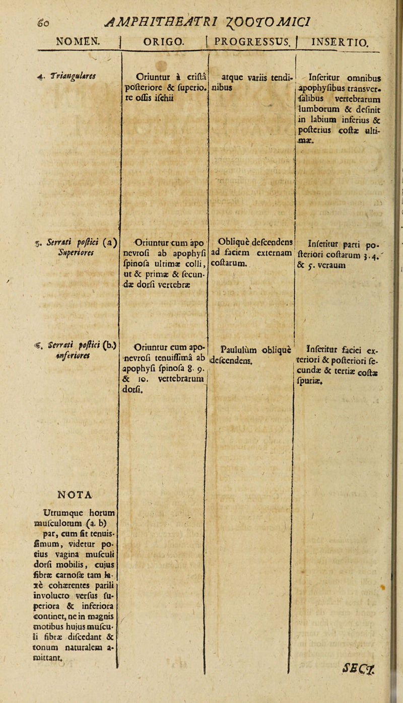 NOMEN. j ORIGO. \ PROGRESSUS. f INSERTIO. V j- 4. Triangulares Oriuntur k crifta polteriore &amp; fuperio. re oflis ifchii atque variis tendi¬ nibus ■ Inferitur omnibus apopbyfibus transver* •falibus vertebrarum lumborum &amp; definit in labium inferius &amp; pofterius coftae ulti¬ mae. 1 i 5. Serrari poflici (a) ■Superiores Oriuntur cum apo nevrofi ab apophyfi fpinofa ultimae colli, ut &amp; primae &amp; fecun¬ dae dorfi vertebra Oblique defeendens ad faciem externam eoftarum. ' -I Infemut parti po- fteriori coftarum $.4.' &amp; 5. veraum «8. Serrati poflici (b.) anferiores Oriuntur cum apo- nevrofi tenuifflma ab apophyfi fpinofa 8- 9. &amp; 10. vertebrarum dorfi. 1 Paululum oblique 'defeendens, f, r 1 f Inferitor faciei ex¬ teriori &amp; pofteriori fe¬ cundae &amp; tertiae cofta fpuriae. i, 1 j ■i/- ' 1 * - ; i &gt;; ■ &gt; ■ 1 NOTA i i Utrum que horum snufculorum (a. b) par, cum fit tenuis- imum, videtur po- eius vagina mufeuii dorfi mobilis, cujus fibrae carnolae tam k- xe cohaerentes parili involucro verfus fu- periora &amp; inferiora continet, ne in magnis motibus hujus mufeu- ii fibrae difcedant &amp; sonum naturalem a* mittant. / % I , V f J • ' , . * ,* - t 1 ) ‘ '