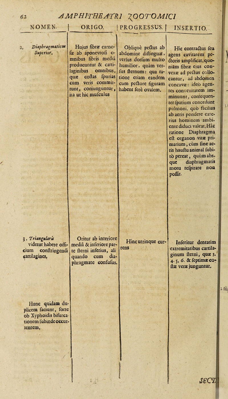 NOMEN. | ORIGO. | PROGRESSUS. I INSERTIO. 2, Viaphragmaticu* Superior. Hujus fibrae carnc- fae ab aponevrofi o- mnibus fibris media producuntur & carti¬ laginibus omnibus, quae coftas fpurias cum veris commit¬ tunt, conjunguntur, ita ut hic mufculus Oblique pedus ab abdomine diftinguat, verfus dorfam multo humilior, quam ver¬ fus fternum: qua ra¬ tione etiam eandem eum pedore figuram habent fere ovalem. 5, TrhnguhrU videtur habere offi¬ cium conftringendi cartilagines. Oritur ab interiore media & inferiore par¬ te fterni inferius, ali quando cum dia¬ phragmate confufus. Hunc quidam du¬ plicem faciunt, forte ob Xyphoidis bifurca tionem fubtnde occur¬ rentem* ! 7 , ' _ - Hic contradus feu agens cavitatem pe¬ doris amplificat, quo¬ niam fibrae ejus con¬ vexae ad pedus collo¬ cantur, ad abdomen concavae: ideo agen¬ tes convexitatem im¬ minuunt, contequen- terfpatium concedunt pulmoni, quo facilias ab aeris pondere exte¬ rius hominem ambi¬ ente diduci valeat. Hac ratione Diaphragma eft organon vitae pri¬ marium , cum fine ae¬ ris hauftu animal fubi- to pereat, quum abs¬ que diaphragmatis motu refpirare non poffit. - / Hincutrinque cur¬ rens Inferitur dentatim extremitatibus cartila¬ ginum fterni, quae 3- 4. y, 6. &feptimacco? ftae verae junguntur. S6C%