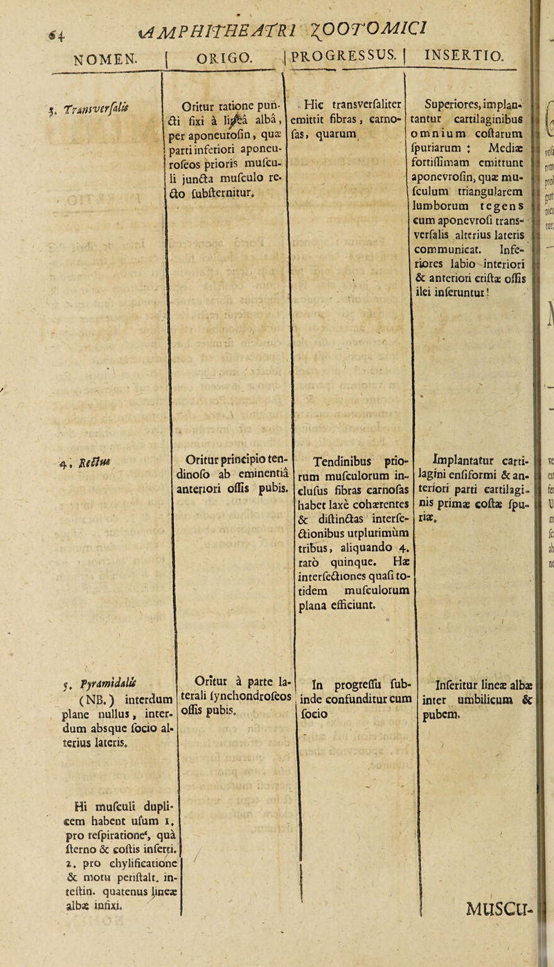 NOMEN. [ ORIGO. [PROGRESSUS. | INSERTIO. Transverfali \ •> : T ' 4. Reftm \ ' J l' 5. Pyramidali (NB.) interdum plane nullus, inter¬ dum absque fodo al¬ terius latens. Hi mufculi dupli¬ cem habent ufum 1, pro refpiratione*, qua Iterno & collis inferti. 1. pro ehylifieatione & motu penftalt. tn- teltin. quatenus lines albae infixi. Gritur ratione pun- di fixi a li^a alba, per aponeurofin> qua parti inferiori aponeu- roleos prioris mufcu¬ li junda mufculo re* do fubfternitur. Oritur principio ten- dinofo ab eminentia anteriori offis pubis. Oritur a parte la¬ terali lynehondrofeos offis pubis. / Hic transverfaliter emittit fibras, earno- fas, quarum Tendinibus prio¬ rum mufculorum in-> clufus fibras carnofas habet laxe cohaerentes & diffindas interfe- dionibus utplurimum tribus, aliquando 4. raro quinque. Hae interfediones quafi to¬ tidem mufculorum plana efficiunt. In progreffii fub- inde confunditur cum focio * ■4 Superiores, implan- tantur cartilaginibus omnium collarum fpuriarum : Mediae fortiffimam emittunt aponevrofin, quae nm- fculum triangularem lumborum tegens cum aponevrofi trans- verfalis alterius lateris communicat. Infe¬ riores labio interiori & anteriori eriftae offis ilei inferuntur! i' Implantatur carti¬ lagini enfiformi & an¬ teriori parti cartilagi¬ nis primae collae fpu- riae» i 'V : - Inferitur lines albae inter umbilicum & pubem. V MUSClI-