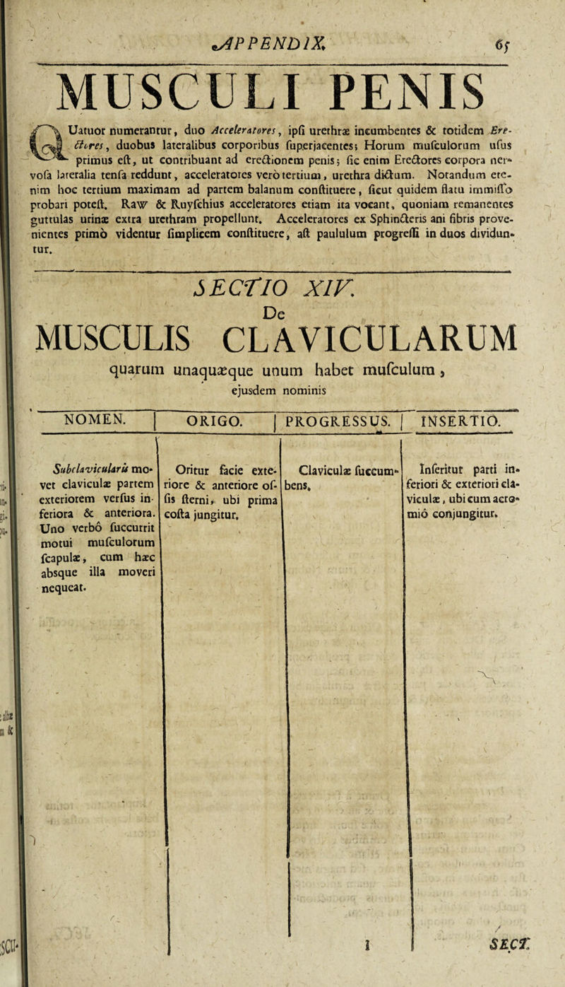 *s4PPENDlX, «f MUSCULI PENIS Uatuor numerantur, duo Acceteratores, ipfi urethrae incumbentes &amp; totidem Ere- ttores, duobus lateralibus corporibus fuperjacentes, Horum mufculorum ufus primus eft, ut contribuant ad ere&amp;ionem penis; fic enim Ere&amp;orcs corpora ner- vofa lareralia tenfa reddunt, acceleratores vero tertium, urethra dkfum. Notandum ete¬ nim hoc tertium maximam ad partem balanum conftituere, ficut quidem flatu immiflo probari poteft. Raw &amp; Ruyfehius acceleratores etiam ita vocant, quoniam remanentes guttulas urinae extra urethram propellunt, Acceleratores ex Sphinfteris ani fibris prove¬ nientes primo videntur fimplicem conftituere, aft paululum progredi in duos dividun¬ tur, :V , . SECTIO XIV. De 7 MUSCULIS CLAVICULARUM quarum unaquaque unum habet mufculura &gt; ejusdem nominis NOMEN. ORIGO. PROGRESSUS. | INSERTIO SttbchvicuUru mo¬ vet claviculae partem exteriorem verfus in feriora &amp; anteriora. Uno verbo fuccurrit motui mufculorum fcapulae, cum haec absque illa moveri nequeat. Oritur facie exte¬ riore &amp; anteriore of¬ fis fterni» ubi prima cofta jungitur. Claviculae fuccum* bens» Inferitur parti in¬ feriori &amp; exteriori cla¬ viculae, ubi cum acro¬ mio conjungitur.
