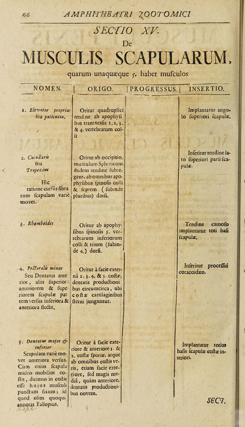 SECTIO XF. ’ ' De MUSCULIS SCAPULARUM, quarum unaquaque j. habet mufculos NOMER | ORIGO. | PROGRESSUS. INSERTIO. a. Elevator propria: feu patie mia* s / Oritur quadruplici tendme ab apophyfi bus transverfis 1.i, $. &amp; 4, vertebrarum col¬ li Implantatur angu¬ lo fupenori fcapulae. .•v. 2. CucuUaris feu Trapezius Oritur ab occipitio, muiculum Sphericum ibidem tendine fubte- ‘ ' fl ,&gt; ‘ t , InferitUT tendine la¬ to fuperiori parti fca¬ pulae. Hic ratione curfus fibra rum fcapulam varie movet. gens ab omnibus apo- phyfibus lpinofis colli &amp; feptem ( fubinde pluribus) dorfi. * •• • ■ ' Rhomboides 0.': »1^4 , /,-j Oritur ab apophy- fibus fpinofis y. ver¬ tebrarum inferiorum colli &amp; trium (fubin¬ de 4.) dorfi. 1 f Tendine carnofo implantatur toti bafi fcapula:. * K y. 4. VtTisralu minor Seu Dentatus ante rior, aliis fuperior: anteriorem &amp; fupe riorem fcapulae par tcm verfus inferiora &amp; anteriora fk&amp;it. Oritur a facie exter¬ na z, 5.4. &amp; 5- coftae, dentatis produfhoni bus circumcirca, ubi cortae cartilaginibus fterni junguntur. 1 s _ 1 Inferi tur proceflui coracoidaeo. \ , / 1 ♦ ~V f, Dentatas major &amp; inferior Scapulam varie mo- Vet anteriora verfus. Cum enim fcapula mulro mobilior co- ftis, dicimus in cortis efll* hujus mufculi punftum fixum j id quod olim quoqut annotat Fallopius. Oritur a facie exte¬ riore &amp; anteriore 1. &amp; z, coftae fpuriae, atque ab omnibus cortis ve¬ ris , etiam facie exte¬ ri ore, fed magis me¬ dia , quam anteriore, dentatis productioni¬ bus novem. 1 ,' |l I ! * . ; l 1 Implantatur totius bafis fcapulae certae in¬ teriori. S6 C7, \