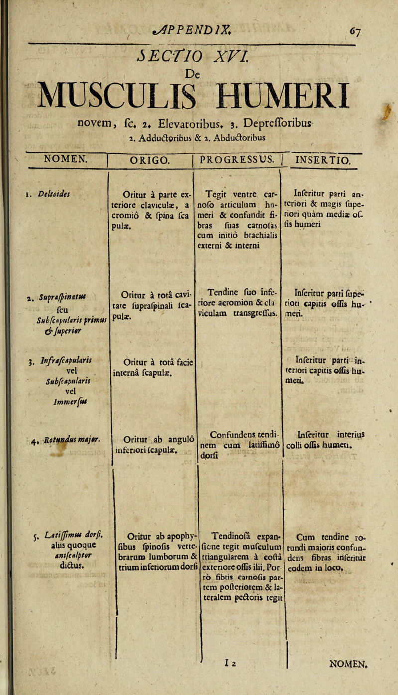 \ / SECTIO XVI. &gt; , i Dc MUSCULIS HUMERI novem, fc* u Elevatoribus* 3. Deprefforibus 2. Addudlpribus &amp; 2. Abdu&amp;oribus k NOMEN. ORIGO. PROGRESSUS. | INSERTIO. 1. Deltoides Oritur a parte ex- eriore claviculae, a :romio &amp; fpina fca oulae. * • Tegit ventre car- nofo articulum hu¬ meri &amp; confundit fi¬ bras fuas carnofas cum initio brachialis externi &amp; interni Inferitur parti an¬ teriori &amp; magis fupe- riori quam mediae of- lis humeri a. Supra/pinattu feu Sub [capularis primus &amp; /uperitr Oritur 4 tota cavi¬ tate luprafpinali lca- ?ulae. Tendine fuo infe¬ riore acromion &amp;cli viculam transgreflfus. Inferitur parti fupe- riori capitis offis hu¬ meri. 3, lnfrafcapularis vel Subfcapttlaris vel Immerfiu Oritur 4 tota facie interna fcapulae. - * « • W : t .* » » Inferitur parti in- tenori capitis offis hu- meri. 4, Rotundus majtr. Oritur ab angulo inferiori (capulae, ' \ Confundens tendi¬ nem cum latiffimo dprfi Inferitur interius colli olfi* humen. j, LatijJImtu dorft. alus quoque antfealptor di&amp;us. Oritur ab apophy- fibus fpinofis verte¬ brarum lumborum &amp; trium inferiorum dorfi l Tendinofa expan* fiene tegit mufculum triangularem 4 coda exteriore offis ilii, Por ro fibris carnofis par¬ tem poftcriorem &amp; la¬ teralem pecoris tegit Cum tendine ro¬ tundi majoris confun¬ dens fibras inferitur eodem in loco. Ia \ NOMEN, /