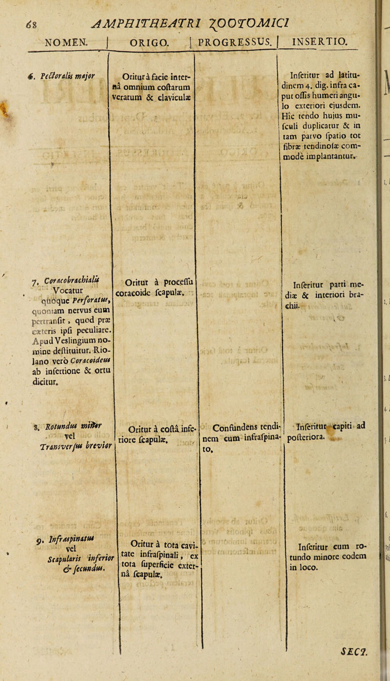 NOMEN. | ORIGO. S PROGRESSUS. | INSERTIO. 4. Tefforalk major i •* ■ Oritur £ facie inter- ia omnium coftarum -erarum &amp; claviculae ' 1 • .j i ' Inferitur ad latitu¬ dinem 4. dig. infra ca- ?ut olfis humeri angu¬ lo exteriori ejusdem. Hic tendo hujus mu* fcwili duplicatur &amp; in tam parvo fpatio tot fibrae tendinolx com¬ mode implantantur. y, Coracobrachialis Vocatur qlioquc Perforatut, quoniam nervus eum pertranfit, quod prae eateris ipfi peculiare. Apud Veslingium no¬ mine deftituitur. Rio- |ano vero Coracoideus ab intertione &amp; ortu dicitur» 1 Oritur a proeeflu eoraeoide fcapulx» . &gt; •/ •• • -i 1 i j l ■ * i • / ■ Inferitur parti me¬ dix &amp;c interiori bra¬ chii. A.' „ % i • \ . t v 8» Rotundus mtfor vel Tramverfut brevior Oritur &amp; eofta infe* riore feapulx» ' Confundens tendi¬ nem cum infrafpina- to. Inferitur capiti ad pofteriora. o. Infraspinatus vel Scapularis inferior dr fecundus. Oritur a tota cavi¬ tate infrafpinali, ex tota fuperficie exter¬ ni fcapulae» Q Inferitur cum ro¬ tundo minore eodem in loco. N 1 \ SEC1. i I