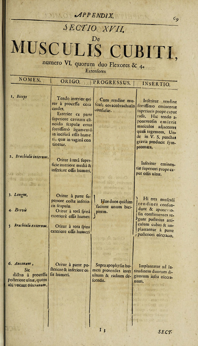 Lectio xfii. musculis cubitu numero VI, quorum duo Flexores &amp; Extenfores 4* nomen. T ORIGO. J PROGRESSUS. INSERTIO. i. Biceps \ \ • 1 Tendo interior ori tur a proceflu cora coi des. Exterior cx parte fupcriore cavitatis di noidis (capula; ortuj fortiffitno ligamentc in incifura offis hume ri, quas in vagina con tinetur. Cum tendine mu- fcuJj coracobrachiali! ^onfufu}. , &lt; ~ ‘ * ' . N t Infcritur tendine forriffimo eminentis luperioris prope caput radii. Hic tendo a- ponevrofin emittit mufculos adjacentes quafi tegentem. Un- de in V. S. pumftus gravia producit fym- ptomata. i. Brachialis internus. Oritur rl tota fuper- ficie interiore media &amp; inferiore offis humeri. In (eri tur eminen¬ tiae fu periori prope ca¬ put offis ulna?. 3. Longus, 4- Brevis y. Brachialis externus. \ ^ Oritur a parte fu- periore coftae inferio¬ ris fcapuhe. Oritur a tota (pina exteriore offis humeri Oritur ri tota fpina exteriore offis humeri 1 Hos duos quidam faciunt unum bict- ^pitem. ] Hi tres mufculi tendines confun¬ dunt &amp; aponevro- fin conftiruentes te- rgunr pofterius arti¬ culum cubiti &amp; im- plantantur a parte ; pofteriori olecrano. 6. Anconeus, Sic di&amp;us a proeeflu pofteriore ulnae, quem aJii vocant Olecranum. Oritur ri parte po¬ fteriore &amp; inferiore os fis humeri. Supra apophyfin hu¬ meri protenfus inter ulnam &amp; radium de- fcendit. t Implantatur ad la¬ titudinem duorum di¬ gitorum infra olecra¬ num. i ■ „ i t SECT: