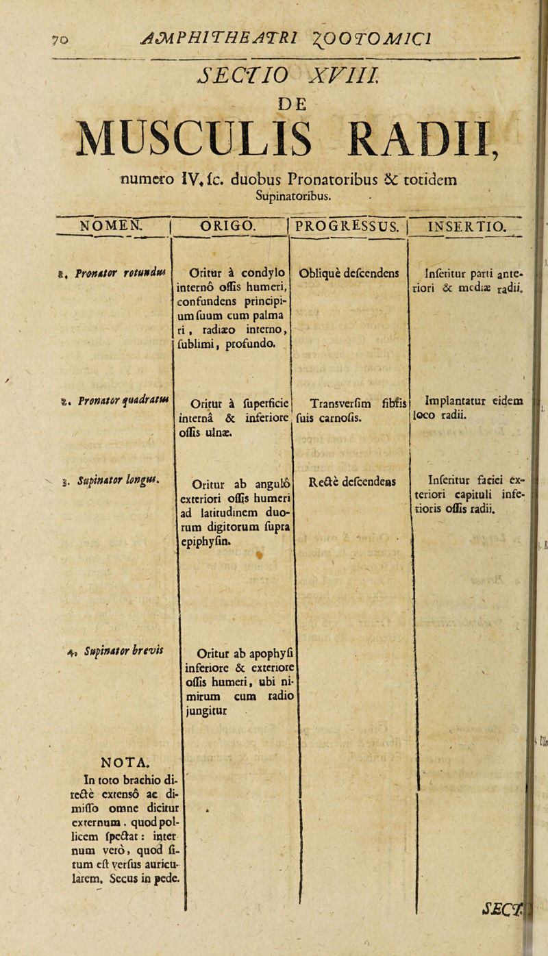 SECTIO XVl Tl * DE numero IV, fc. duobus Pronatoribus totidem Supinatoribus. NOMEN. ORIGO. | PROGRESSUS. | INSERTIO. — —&lt;* a, Fwnator rotundm : *■'!'« Oritur &amp; condylo n terno offis humeri, :onfundens principi” umfuum cum palma ri, radiaeo interno, fublimi, profundo. Oblique defeendens Inferitur pani ante¬ riori Sc mediae radii. i. Pronator quadram / Oritur &amp; fuperficie interna &amp; inferiore. offis ulnae. Transverfim fibfis fuis carnoffs. 1 Itnplantatur eidem [oco radii. 2. Supinator longus. ' - . -&gt; - i Oritur ab angulo exteriori offis humeri ad latitudinem duo¬ rum digitorum fupra epiphyfm. % Re&amp;e defeendeas s \ ' ■ Inferitur faciei ex¬ teriori capituli infe¬ rioris offis radii. 4S Supinator brevis &lt; 4 \ 1 . ( • ; ' \ ?; Oritur ab apophyfi inferiore &amp; exteriore offis humeri» ubi ni¬ mirum cum radio jungitur NOTA. In toto brachio di- re&amp;e extenso ac di- miflo omne dicitur externum, quod pol¬ licem fpe&amp;at: inter num vero» quod li¬ tum cft verfus auricu¬ larem, Secus in pede. &gt; _ ' ^ ./ * SEC2i