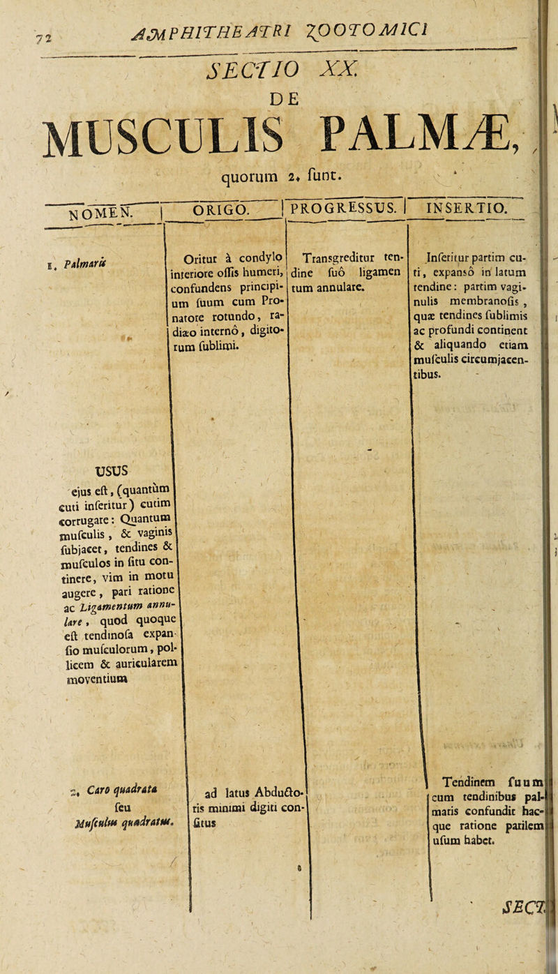 SECTIO XX. DE MUSCULIS PALMAE, s &lt; /. •&gt; , „ * _ ‘ quorum 2* funt. 1 N OMEN. ORIGO. PROGRESSUS, i INSERTIO. ■y i. Palmarii Oritur a condylo interiore odis humeri, confundens principi¬ um fuutn cum Pro- natore rotundo, ra- diao interno, digito¬ rum fublimi. Transgreditur ten¬ dine fuo ligamen tum annulare. usus ejus eft, (quantum cuti inferitur) eutim corrugare: Quantum xnufeulis , &amp; vaginis fubjacet, tendines &amp; mufeulos in fitu con¬ tinere, vim in motu augere, pari ratione ac Ligamentum annu¬ lare , quod quoque eft tendinofa expan¬ do mufeulorum, pol¬ licem &amp; auricularem moventium 1 i . ? ad latus Abduflo- feu Mufcttltt* quadratu*» ris minimi aigm con fitus \ / 7 Inferitur partim cu¬ ti, expanso in latum tendine: partim vagi¬ nulis membranofis , quae tendines fublimis ac profundi continent &amp; aliquando etiam tnufculis circumjacen¬ tibus. 11 Tendinem fuumj cum tendinibus pal-l maris confundit hac- que ratione parilem j ufum habet. /