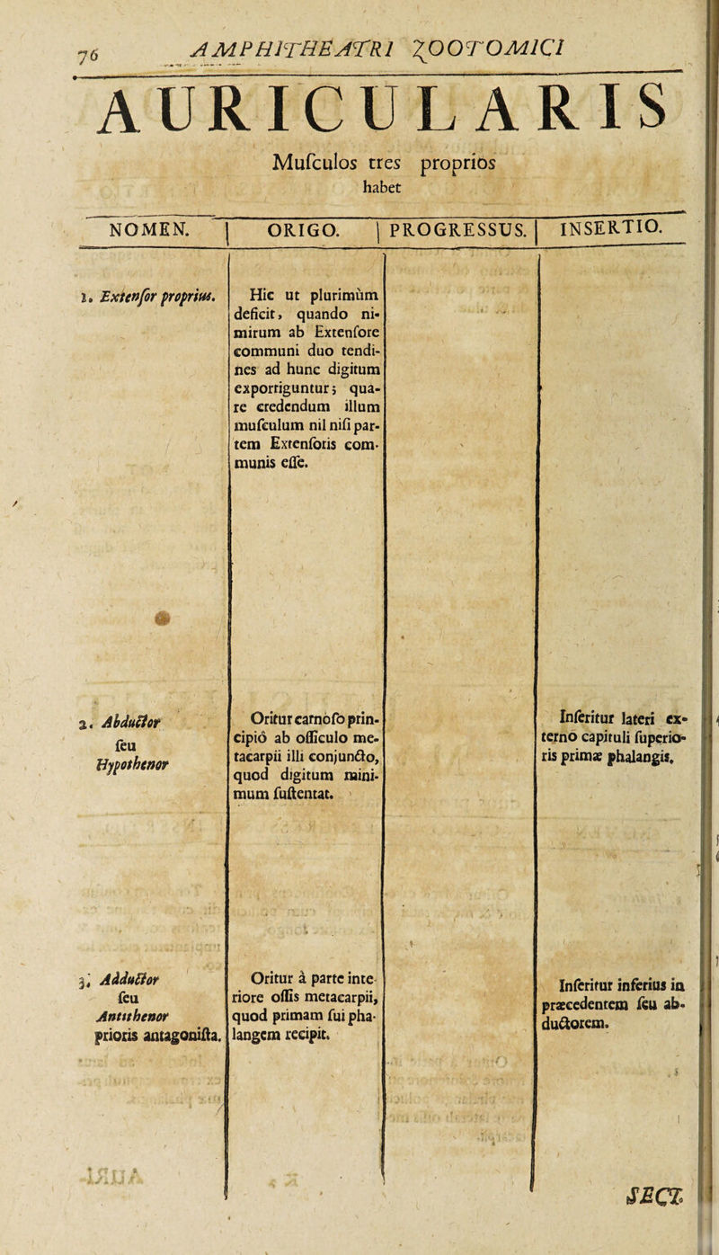 AURICULARIS Mufculos tres proprios habet NOMEN. | ORIGO. | PROGRESSUS. | INSERTIO. i, Extenfor proprm. %tj* %, Abductor feu Bypothenor Hic ut plurimum deficit &gt; quando ni¬ mirum ab Extenfore communi duo tendi¬ nes ad hunc digitum exporriguntur} qua¬ re credendum illum mufeulum nil nifi par¬ tem Exrenfotis com¬ munis ede. Oritur camofo prin¬ cipio ab officulo me- tacarpii illi conjun&amp;o, quod digitum mini¬ mum fuftentat. 3,' Addu&amp;tor feu Anttthenor prioris antagonifta. JJ Oritur a parte inte riore offis metaearpii, quod primam fui pha¬ langem recipit. Inferitur lateri ex¬ terno capituli fuperio- ris primae phalangis. Inferitur inferius ia praecedentem feu ab- du&amp;orem.