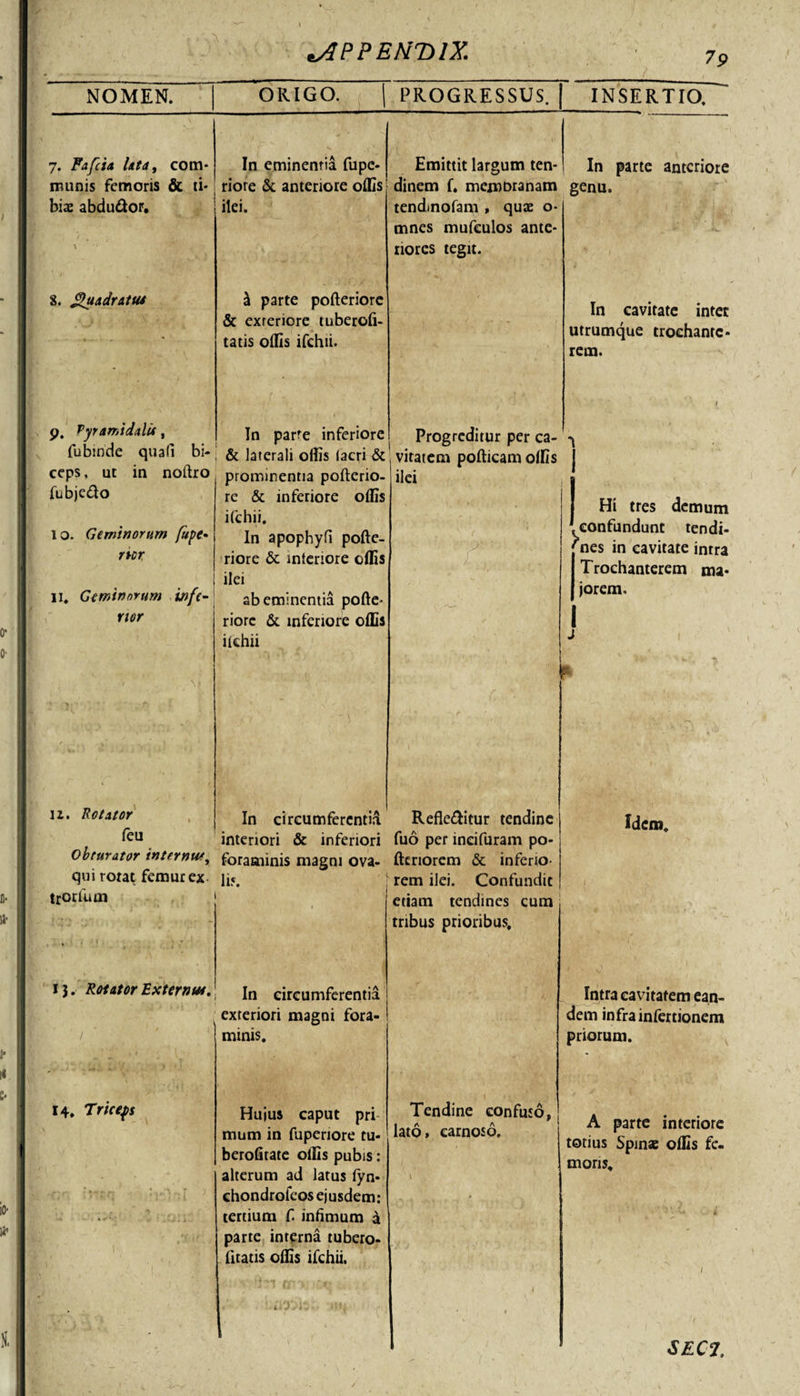 ts2PPENT)lX. NOMEN. ORIGO. | PROGRESSUS. INSERTIO. 7. Fafcia lata, com¬ munis femoris &amp; ti¬ biae abdu&amp;or, \ In eminentia fupe- riore &amp; anteriore oflis ilei. Emittit largum ten¬ dinem f. memoranam tendmofam , quae 0- mnes mufculos ante¬ riores tegit. In parte anteriore genu. 8. Quadratus &amp; parte pofteriore &amp; exteriore tuberofi- tatis oflis ifchii. In cavitate intet utrumque trochante¬ rem. 9. Pyramidalis, /•i i t • In parte inferiore Progreditur per ca- 1 ceps, ut fubje&amp;o in noftro l o. Geminorum fupe- rtcr ii. Geminorum nor infc- I-»» u. Rotator feu prominentia pofterio- re &amp; inferiore oflis ifchii. In apophyfi pofte- riore &amp; interiore oflis ilei ab eminentia pofte- riore &amp; inferiore oflis ikhii vitatcm pofticam olfis ilei In circumferenti^ Refle&amp;itur tendine interiori &amp; inferiori fuo per ineifuram po- Obturator internus, foraminis magni ova- Acriorem &amp; inferio- qui rotat femur ex- li*. ! rem ilei. Confundit trorfum Hi tres demum confundunt tendi¬ nes in cavitate intra Trochanterem ma¬ jorem. Idem. i j. Rotator Bxternut.! jn circumferentia exteriori magni fora- 14, Triceps minis. Hujus caput pri mum in fupenore tu- berofitate ollis pubis: alterum ad latus fyn- ehondrofeos ejusdem: tertium fi infimum &amp; parte interna tubero- fitatis oflis ifchii. etiam tendines cum tribus prioribus. Tendine confuso, lato, carnoso. Intra cavitatem ean¬ dem infra infertionem priorum. A parte interiore totius Spinae oflis fe¬ moris.