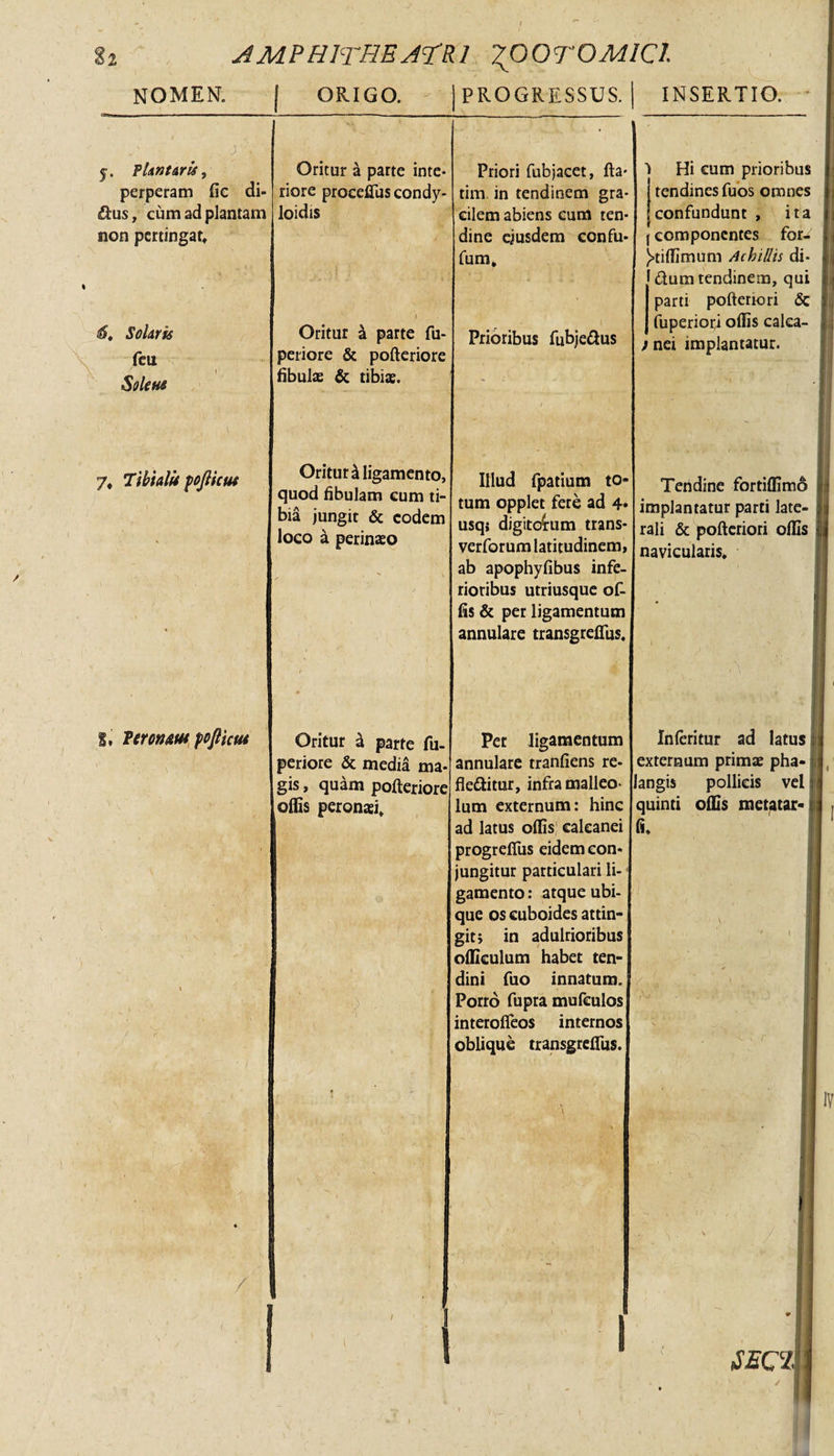 AMPHITHEATRI 700T0M1QI NOMEN. I ORIGO. I PROGRESSUS. I INSERTIO. f. Plantaris, perperam fic di- dus, cum ad plantam non pertingat* Oritur a parte inte¬ riore proceffuscondy- loidis dS. Solaris feu Solens 7* Tibialis fojlicut S, Teronm fofticiu Oritur &amp; parte fu- periore &amp; pofteriore fibulas &amp; tibias. Oritur £ ligamento, quod fibulam cum ti¬ bia jungit &amp; eodem loco a perinaeo / Oritur £ parte fu- periore &amp; media ma¬ gis, quam pofteriore offis peronaei. Priori fubjacet, fla- tim. in tendinem gra¬ cilem abiens cum ten¬ dine ejusdem ccnfu- fum. Prioribus fubje&amp;us Illud fpatium to¬ tum opplet fere ad 4* usqj digitdrum trans verforum latitudinem, ab apophyfibus infe¬ rioribus utriusque of¬ fis &amp; per ligamentum annulare transgrefius. 1 Hi cum prioribus tendines fuos omnes confundunt , ita I componentes for- ^tiffimum Achillis di- dum tendinem, qui parti pofteriori &lt;5c fuperiori offis calea- j nei implantatur. ,h Per ligamentum annulare tranfiens re- fleditur, infra malleo¬ lum externum: hinc ad latus offis calcanei progrefius eidem con¬ jungitur particulari li¬ gamento : atque ubi¬ que os cuboides attin¬ git; in adulrioribus offieulum habet ten¬ dini fuo innatum. Porro fupra mufculos interofieos internos oblique transgreftiis. Teridine fortiffim6 implantatur parti late¬ rali &amp; pofteriori offis navicularis. ri Inferitur ad latus; externum primas pha- : langis pollicis vel i quinti offis metatar- fi* X, I IV SECT1