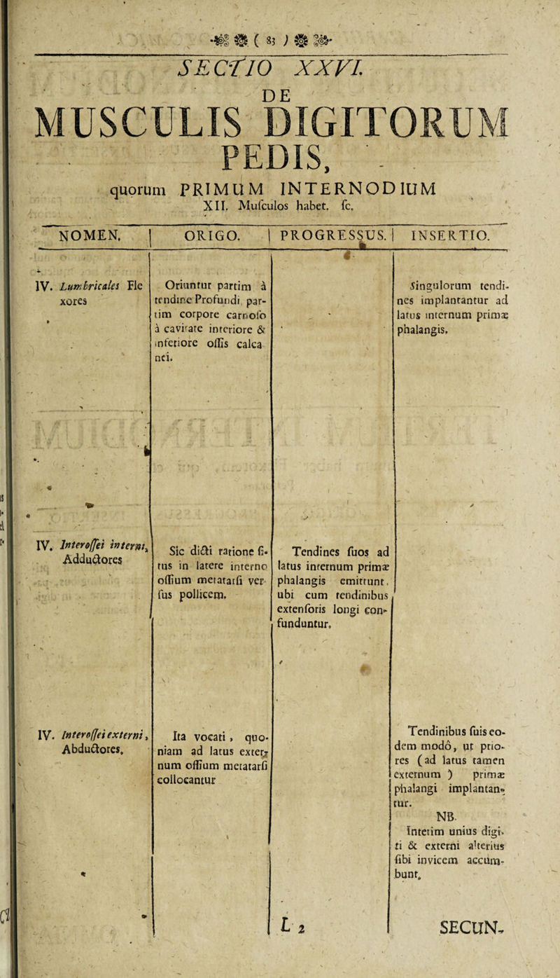SECTIO XX fi. V ' »,* ( MUSCULIS DIGITORUM PEDIS, . quorum PRIMUM INTERNODIUM XII. Mufculos habet, fc. NOMEN. ORIGO. | PROGRESSUS. 1 INSERTIO. ■ t i; ' t. -V., i IV. Lumbricales Fle xores » /■ ✓ Oriuntur partim a tendine Profundi par¬ um corpore carnofo a cavrate interiore &amp; inferiore offis calca nd. - cingulorum tendi¬ nes implantantur ad larus mtcrnum primae phalangis. &gt; — — -- • - • - ---- i ’ C ■ •.* • 7~1 \ 1 •i . % . i _ ■. \ — • * . ■ ■ - ■ ^ i . IV. Interoffei interm&gt; Addu&amp;ores * «. &gt; . - Sic di&amp;i ratione f&gt; tus in latere interno odium meiataifi ver fus pollicem. Tendines fuos ad latus inrernum primae phalangis emittunt, ubi cum tendinibus extenforis longi eon* funduntur. ■ ' ' ^ ' i 1 / ■ IV. Intero(Jei externi, Abdu&amp;ores, * \ . \ Ita vocati &gt; quo¬ niam ad latus extern num odium metatarfi collocantur 1 . _ /&gt;. -. 1 -* - &lt; ‘ 1 Tendinibus fuis eo¬ dem modo, ut prio¬ res (ad latus tamen externum ) primae phalangi implantan» tur. NB. Intetim unius digi. ti &amp; externi aherius fibi invicem accura¬ bunt. t» .■ • Li SECUN,