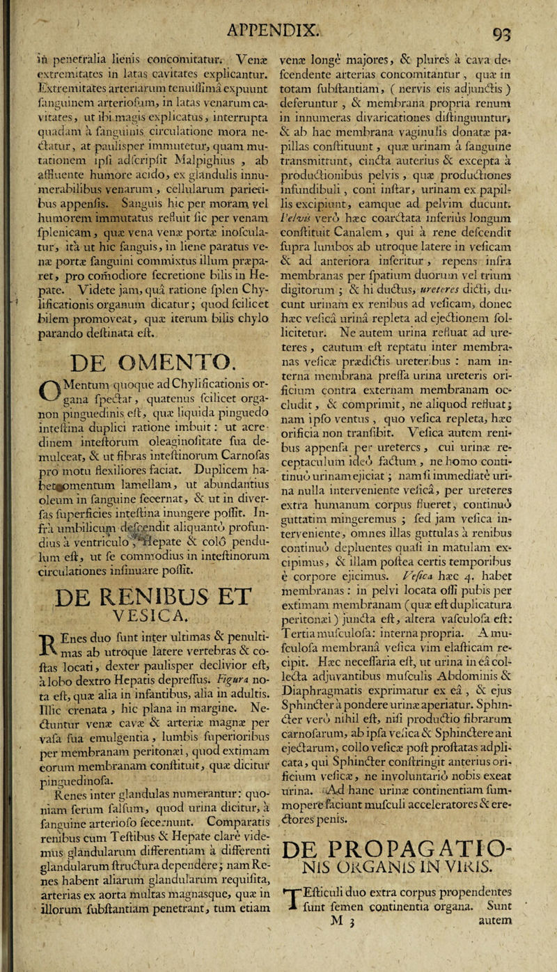 in penetralia lienis concomitatur. Venae extremitates in latas cavitates explicantur. Extremitates arteriarum tenuilfima expuunt fanguinem arteriofum, in latas venarum ca¬ vitates, ut ibi magis explicatus, interrupta quadant a fanguinis circulatione mora ne- datur, at paulisper immutetur, quam mu¬ tationem i pii adfcriplit Malpighius , ab affluente humore acido, ex glandulis innu¬ merabilibus venarum, cellularum parieti¬ bus appenfis. Sanguis hic per moram vel humorem immutatus refluit lic per venam fplenieam, quae vena verne porta: inofcula- tur, ita ut hic fanguis, in liene paratus ve¬ na: porta: fanguini commixtus illum praepa¬ ret, pro comodiore fecretione bilis in He¬ pate. Videte jam, qua ratione fplen Chy- lificarionis organum dicatur; quod fcilicet bilem promoveat, qua: iterum bilis chylo parando delimata eft. DE OMENTO. Mentuny quoque ad Chyli ficationis or¬ gana fpedar, quatenus fcilicet orga- non pinguedinis eft, qua: liquida pinguedo inteftina duplici ratione imbuit: ut acre¬ dinem inteftorum oleaginolitate fua de¬ mulceat, &amp; ut fibras inteftinorum Carnofas pro motu flexiliores faciat. Duplicem ha- betoomentum lamellam, ut abundantius oleum in fanguine fecernat, &amp; ut in diver- fas fuperficies inteftina inungere poflit. In¬ fra umbilicum defeendit aliquanto profun¬ dius a ventriculo / Hepate &amp; colo pendu¬ lum eft, ut fe commodius in inteftinorum circulationes infimare pollit. DE RENIBUS ET VESICA. Enes duo funt inter ultimas &amp; penulti- mas ab utroque latere vertebras &amp; co- ftas locati, dexter paulisper declivior eft, a lobo dextro Hepatis depreffus. Figura, no¬ ta eft, qua: alia in infantibus, alia in adultis. Illic crenata , hic plana in margine. Ne- duntur vena: cavae &amp; arteria: magna: per vafa fua emulgentia, lumbis fuperioribus per membranam peritonaei, quod extimam eorum membranam conftituit, qua: dicitur pinguedinofa. Renes inter glandulas numerantur: quo¬ niam ferum falfum, quod urina dicitur, a fanguine arteriofo fecernunt. Comparatis renibus cum Teftibus &amp; Hepate clare vide¬ mus glandularum differentiam a differenti glandularum ftrudura dependere; nam Re¬ nes habent aliarum glandularum requifita, arterias ex aorta multas magnasque, qua: in illorum fubftantiam penetrant, tum etiam vena: longe majores, &amp; plures a cava de- fcendente arterias concomitantur , qua* in totam fubftantiam, (nervis eis adjundis ) deferuntur , &amp; membrana propria renum in innumeras divaricationes diftmguuntur, &amp; ab hac membrana vaginulis donata: pa¬ pillas conftituunt, qua urinam a fanguine transmittunt, cmda auterius &amp; excepta a productionibus pelvis , qua: productiones infundibuli, coni inftar, urinam ex papil¬ lis excipiunt, eamque ad pelvim ducunt. Velvis vero haec coardata inferius longum conftituit Canalem, qui a rene defeendit fupra lumbos ab utroque latere in veficam &amp; ad anteriora inferitur, repens infra membranas per fpatium duorum vel trium digitorum ; &amp; hi dudus, ureteres didi, du¬ cunt urinam ex renibus ad veficam, donec haec velica urina repleta ad ejedionem fol- licitetur. Ne autem urina refluat ad ure¬ teres , cautum eft reptatu inter membra¬ nas velica: pra:didis ureteribus : nam in¬ terna membrana preffa urina ureteris ori¬ ficium contra externam membranam oc¬ cludit, &amp; comprimit, ne aliquod refluat; nam ipfo ventus , quo vefica repleta, haec orificia non tranfibit. Velica autem reni¬ bus appenfa per ureteres, cui urinae re¬ ceptaculum ideo facium, ne homo conti- tinuo urinam ejiciat; nam fi immediate uri¬ na nulla interveniente vefica , per ureteres extra humanum corpus flueret, continuo guttatim mingeremus ; fed jam vefica in¬ terveniente, omnes illas guttulas a renibus continuo depluentes quali in matulam ex¬ cipimus, &amp; illam poftea certis temporibus c corpore ejicimus. Vefica haec 4. habet membranas : in pelvi locata olli pubis per extimam membranam (quae eft duplicatura peritonaei) junda eft, altera vafculofa eft: Tertiamufculofa: interna propria. A mu- fculofa membrana vefica vim elafticam re¬ cipit. Haec neceffaria eft, ut urina in ea col- leda adjuvantibus mufculis Abdominis &amp; Diaphragmatis exprimatur ex ea , &amp; ejus Sphinder a pondere urinae aperiatur. Sphin¬ der vero nihil eft, nili. produdio fibrarum carnofarum, ab ipfa vefica &amp; Sphindere ani ejedarum, collo veficae poft proftatas adpli- cata, qui Sphinder conftringit anterius ori¬ ficium veficae, ne involuntario nobis exeat urina. Ad hanc urina: continentiam fum- mopere faciunt mufculi acceleratores &amp; ere- dores penis. DE PROPAGATIO¬ NIS ORGANIS IN VIRIS. Efticuli duo extra corpus propendentes funt femen continentia organa. Sunt M 3 autem