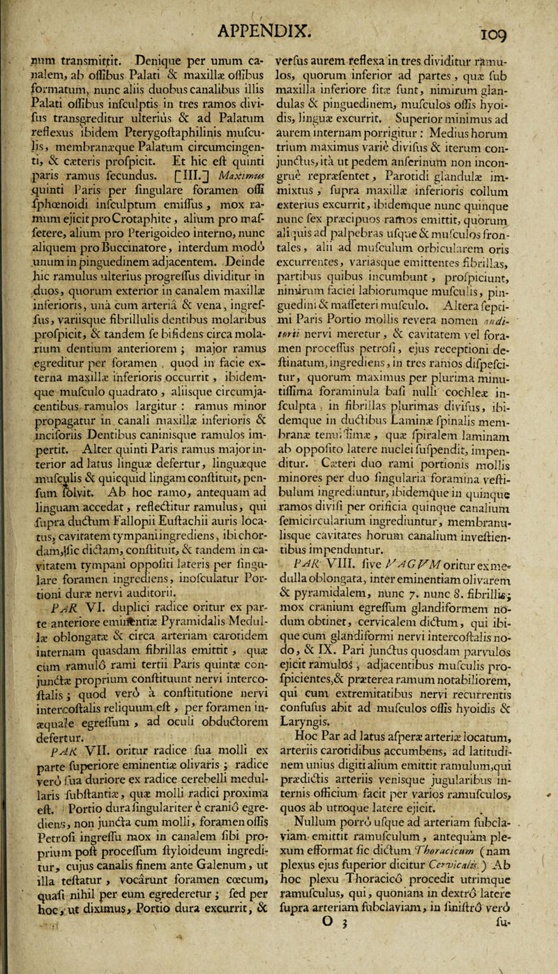 mim transmittit. Denique per unum ca¬ nalem, ab oflibus Palati &amp; maxilla oflibus formatum, nunc aliis duobus canalibus illis Palati oflibus infculptis in tres ramos divi- fus transgreditur ulterius &amp; ad Palatum reflexus ibidem Pterygoftaphilinis mufcu- Jis, membranaque Palatum circumcingen¬ ti, &amp; caeteris profpicit. Et hic eft: quinti paris ramus fecundus. £111.] Maximus quinti Paris per Angulare foramen olli fphcenoidi infculptum emilfus , mox ra¬ mum ejicit pro Crotaphite, alium pro maf- fetere, alium pro Pterigoideo interno, nunc aliquem pro Buccinatore, interdum modo unum in pinguedinem adjacentem. Deinde hic ramulus ulterius progreflus dividitur in duos, quorum exterior in canalem maxillae inferioris, una cum arteria &amp; vena, ingref- fus, variisque fibrillulis dentibus molaribus profpicit, &amp; tandem fe bifidens circa mola¬ rium dentium anteriorem ; major ramus egreditur per foramen , quod in facie ex¬ terna maxilla: inferioris occurrit, ibidem- que mufculo quadrato , aliisque circumja¬ centibus ramulos largitur : ramus minor propagatur in. canali maxillae inferioris &amp; incifonis Dentibus caninisque ramulos im¬ pertit. Alter quinti Paris ramus major in¬ terior ad latus linguae defertur, linguaeque mufculis &amp; quiequid lingam conftituit, pen- fum ifolvit. Ab hoc ramo, antequam ad linguam accedat, reflectitur ramulus, qui fupra ductum Fallopii Euftachii auris loca¬ tus, cavitatem tympaniingrediens, ibichor- dam,jfic dictam, conftituit, &amp; tandem in ca¬ vitatem tympani oppoliti lateris per lingu¬ lare foramen ingrediens, inofculatur Por¬ tioni durae nervi auditorii. PsiR VI. duplici radice oritur ex par¬ te anteriore emirfcntiae Pyramidalis Medul¬ la: oblongatae &amp; circa arteriam carotidem internam quasdam fibrillas emittit , quae cum ramulo rami tertii Paris quintae con¬ junctae proprium conftituunt nervi interco- ltalis; quod ver6 a conftitutione nervi intercoftalis reliquum eft , per foramen in- sequaj.e egreflum , ad oculi obductorem defertur. pAK VII. oritur radice fua molli ex parte fuperiore eminentiae olivaris ; radice vero fua duriore ex radice cerebelli medul¬ laris fubftantiae, quae molli radici proxima eft. Portio durafingulariter e cranio egre- diens, non juncta cum molli, foramen olfis Petrofi ingreffu mox in canalem fibi pro¬ prium poft proceflum ftyloideum ingredi¬ tur, cujus canalis finem ante Galenum, ut illa teftatur , vocarunt foramen ccecum, quafi nihil per eum egrederetur ; fed per hoc, ut diximus&gt; Portio dura excurrit, &amp; Verfus aurem reflexa in tres dividitur ramu¬ los, quorum inferior ad partes, quae fub maxilla inferiore litae funt, nimirum glan¬ dulas &amp; pinguedinem, mufculos ollis hyoi- dis, linguae excurrit. Superior minimus ad aurem internam porrigitur : Medius horum trium maximus varie divifus &amp; iterum con¬ junctus, ita ut pedem anfcrinum non incon¬ grue repraefentet, Parotidi glandulae im¬ mixtus , fupra maxillae inferioris collum exterius excurrit, ibidemque nunc quinque nunc fex praecipuos ramos emittit, quorum aliquis ad palpebras ufque &amp; mufculos fron¬ tales , alii ad mufculum orbicularem oris excurrentes, variasque emittentes fibrillas, partibus quibus incumbunt, profpiciunt, nimirum faciei labiorumque mufculis, pin¬ guedini &amp; mafleteri mufculo. Altera fepti- mi Paris Portio mollis revera nomen audi¬ torii nervi meretur , &amp; cavitatem vel fora¬ men procefliis petrofi, ejus receptioni de- ftinatum, ingrediens, in tres ramos difpefci- tur, quorum maximus per plurima minu- tiflima foraminula bafi nulli cochleae in- fculpta , in fibrillas plurimas divifus, ibi¬ demque in ductibus Lamina: fpinalis mem¬ brana: tenui lima:, qua: fpiralem laminam ab oppoiito latere nuclei fufpendit, impen¬ ditur. Caneri duo rami portionis mollis minores per duo lingularia foramina vefti- bulum ingrediuntur, ibidemque in quinque ramos divifi per orificia quinque canalium femicircularium ingrediuntur, membranu¬ lisque cavitates horum canalium inveftien- tibus impenduntur. PAR; VIII. live M AG JAM oritur exme- dulla oblongata, inter eminentiam olivarem &amp; pyramidalem, nunc 7. nunc S. fibrillis- mox cranium egreflum glandiformem no¬ dum obtinet, cervicalem dictum, qui ibi- que cum glandiformi nervi intercoftalis no¬ do, &amp; IX. Pari junctus quosdam parvulos ejicit ramuldS , adjacentibus mufculis pro- fpicientes,&amp; praeterea ramum notabiliorem, qui cum extremitatibus nervi recurrentis confufus abit ad mufculos oflis hyoidis &amp; Laryngis. Hoc Par ad latus afperae arteria: locatum, arteriis carotidibus accumbens, ad latitudi- nemunius digiti alium emittit ramulum,qui praedictis arteriis venisque jugularibus in¬ ternis officium facit per varios ramufculos, quos ab utroque latere ejicit. Nullum porro ufque ad arteriam fubcla- viam emittit ramufculum, antequam ple¬ xum eflbrmat fic dictum Thoracicum ( nam plexus ejus fuperior dicitur Cervicalis.) Ab hoc plexu Thoracico procedit utrimque ramufculus, qui, quoniam in dextro latere fupra arteriam fubclaviam, in finiftro verd» O 3 fu*